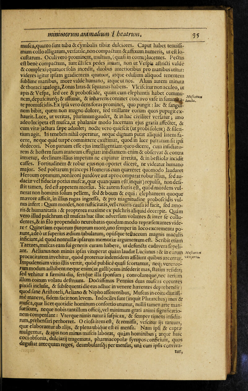 15 mufca,quantofunttuba&cymbalis tibiae dulciores. Caput habet tenuiffi- mum collo alligatum,verfatile,non comparum &affixum humeris, ut eft lo- cuftarum. Oculi vero prominent, multum, (quafi in cornu) lucentes. Pedtus eft bene compadtum, iiint illi lex pedes innati, non utVefpis aftridti valde & complexisquatuor Tolis incedit, duobus anterioribus pro manibus utitur; videres igitur lpfam gradientem quatuor, atque edulium aliquod tenentem lliblime manibus, more valde humano, atque ut nos. Aluus autem minuta & thoraci analoga,Zonas latas & fquamas habens. Vlcifciturnon aculeo, ut apis&Vefpa, fed ore &probofcide, quam cum elephantis habet cominu- ncm,depafciturq; & alfumit, & inhaerens continet concavo vafe in fumato¬ te promufcidis.Ex ipfa vero dens foras prominet, quo pungit: lac & fangm- nem bibit, quem non magno dolore, fed titillante eorum quos pupugit ex¬ haurit. Luce, ut veritas, plurimum gaudet, & in hac civiliter verfatur 5 imo adeo lucipeta eftmufca,ut phalania? modo lucernam ejus gratia affedtet, & cum vita? jadtura fepe aduolet; nodle vero quiefcit (ut probi folent) & flen¬ tium agit. Iri tenebris nihil operatur, neque dignum putat aliquid latens fa¬ cere, neque quid turpe committere exiftimat, quod in luce patratum fitipfi dedecori. N on paruam clfe ejus intelligentiam queo dicere, cum infidiato- rem & hoftem fuum araneum effugiat; infidiantem enim & obfervat & contra intuetur, declinans illius impetum ne capiatur irretita, & in beftioke incidit caffes. Fortitudinem & robur ejusnon oportet dicere, ne videatur humano major. Sed poetarum princeps Homerus cum quaereret quomodo laudaret Heroum optimum,non leoni pardo ve aut apro comparat robur ilJ ius, fed au¬ dacia? vel fiducia? potius mufca?,qua? quanquam eft (inquit) repulfa, non defi- ftit tamen, fed eft appetens morfus. Sic autem fortis eft, quod mordens vul¬ nerat non hominis folum pellem, fed & boum & equi: elephantem quoque maerore afficit, in illius rugas ingreffa, &pro magnitudine probofcidis vul¬ nus infert: Quum mordet, non rufticitatis,vel cruoris caufa id facit, fed amo¬ ris & humanitatis : & propterea maxime ex pulchris aliquid decerpit. Quam vero illud pulchrum eft mufcas huc illuc adverfum volantes & inter fe collu¬ dentes^ in filo propendulo neurobatas quodam modo repraefentantes vide¬ re < Quinetiam equorum purorum more,uno femper in loco excrementa po~ nunt,adeoutfuperius aedium tabulatum, opufque teftaceum magnis maculis inficiant,id quod nonnullae ipfarum memoria argumentum eft. Scribit etiam Tzetzes,mufcas eam fui generis curam habere, ut defumfta cadavera fepeli- ant. Aelianus non miniis ipfas vituperat quam laudat Lucianus: & in earum procacitatem invehitur, quod proteruaeindentidem affiliunt quibus arcentur. Impudentiam vitio iliis vertit, quod publice quafi fcortantur, neq; Venereo¬ rum modum adhibent:neque enim(ut galli) cum infederit mas, ftatim relidat; fed vehitur a femina diu, fertque illa fponfum ; convolantque,nec aerium illum coitum volatu deftruunt. Do&iftimus Pennius duas mufcas coeuntes pixidi inclufit, & fubfequentidie eas adhuc in venere hcerentes deprehendit ; quod fane Ariftoteli, Aeliano & Nipho afferentibus, Mufcas in coitu diutifli- me manere, fidem facitnon levem. Indocilesfunt (inquit Plutarchus) mus & mufca,qua? licet quotidie hominum confortio utuntur, nulla tamen arte man~ fuefcunt, neque nobis tantillum officij,vel minimum grati animi fignificatio- nemcompenfant: Vterque nimis natura fufpicax, & femper timens infidia- rum,prehenfari perhorret. Ociofa item eft, &remifta, vefcitur ijs tantum, qua? elab orantur ab alijs, & plena ubique eft ei menfa. Nam ipfi & capra: mulgentur, Scapis non minus mufcis laborat, quam hominibus; atque huic cociobfonia,dulciarij tragemata, pharmacopofe fyrupos conficiunt, quos deguftat antequam reges, deambulanfq; per menfas, una cum ipfis conviva- Mufcaiuni lauM. Mufcartim vitmericu