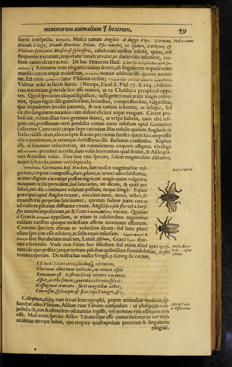 59 fuerit confpe&a. kvvofMta, ^lufca canum Attalice A doggc flyc* Ctymdn* tMvfca causin* Hund&P Uege^ Hunds Mucken, Polon. Pfia mucha^ ex Jjidorf E uthymij & Philonisjententia Mu fcaefi fylvejlris^ catulorum auribus infefta, quam, etfi frequenter excutiant,importune tamen revolatae diutius ubi inheeierit^ ero- hone carnis ulcus excitat. De hac Homerus Iliad. W^i*ipiji %vv- iKctVVtii 5 Athenaeus item eleganti cuidam fcorto,ob lingularem impudentiam mordacitatem atque molcftiam, mvo^Ui nomen additum lib. quarto memo¬ rat. Eft enim xuv»^.v1a (utor Philonis verbis) aintiiwv ctvwda Videtur mihi infacris literis. (Nempe,Exod.8. Pfel.77. & io4.)iniedto- rum nocentium generale hoc effe nomen, ut ex Chaldaica paraphrafi appa¬ ret. Quod fpeciatim aliquid lignificet, nulli generi mulcarum magis conve¬ niet, quam nigris illis grandioribus,latioribus, comprelfioribus, vulgaribus, qua? impudenter involat jumentis, &non tantum ichorem, ut reliquar, fed ex alto ianguinem maximo cum dolore eliciunt atque exugunt. Carent pro- bofeide, verum illius loco geminos dentes, ut vefpa? habent, quos alte infi¬ gunt cutispotiflimum vero pendulas canum aures infeftant apud Germanos (afferente Camerario)atque fa?pe excoriant.Has nobilis quidam Anglusfc in Italia vidiffe dixit,alis exceptis Ricino per omnia limiles.-quem ita compreflis alis repraffentanr,ut utrunque do&iffimus ille Barbarus confundat. Niphus illi, utfummam velocitatem, ita rotunditatem corporis affignat. Ovifuga ad yjjyo[Mia.v proxime accedit,dum volat horrendum quid ftridet, & Ahio gra. viiis& tardius volat. Dua?funt ejus fpecies, foliim magnitudine diftantes, major fylvicola,minor vero fepicola. ‘iirjro&MOi Germanis Rofi Mucken^untmufcx magnitudine vuh garium,corpore compreifo,duro,plano,ac tenaci aaeofubffantia, ut inter digitos vix rumpi poffint.-nigricant magis quam vulgares j nunquam redta provolant,fed lateratirn, uti dicam, iquafiper faltus,nec diu continuare volatum poffunt, neque, longe. Equos prsecipue apud Anglos vexant, eos circa aures, nares, tcftes,& emundtoria perpetim lancinantes 5 quorum fudore juxta cutem ad radices pilorum diffluente vivunt. Angli i js a fideflye vel a horfe flye nomini impofuerunt,ut & Gra?ci vocant. Quidam e Gracis mvo&&appellant, ac etiam in calidioribus regionibus eafdem canibus quoque moleftiam afferre maximam affirmant. Crotonis fpeciem alatam ac volatilem dicunt: fed hanc plane aliam fpeciem effe arbitror,ac folis equis infenfam. & ^«i?a>i/fiveBuculariammufcam5 Latini Jfi lum, Gra?ci %lg?0y dixe¬ runt a feriendo. Vnde non folum hoc inferum fed etiam aliud apes terri- Mufta tans (de quo poftea) atque tertiam piffiibus quibufdam formidolofam b ftt' ^arta nomen ceperunt. De noft ra hac mufea Vergil. 3. Georg. fic cecinit, 3 Eft lucos Silari circa filici Mufea equind» Bucu- j<h virentem^ Plurimus alburnum volitans ^cui nomen Afllo Romanum ejl. OeJlronGraij vertere vocantese AJper^acerbafonans^qua tota exterrita flylvis: Diffugiunt armenta: furit mugitibus ather^ Coneuffus, fy Ivaque Jicci ripa Tanagrice* Calepinus,alijq5 eum fecuti lexicographi, pra?ter nonnullos medicos,ip- lumque adeo Plinium, Ahium cum Tabano confundunt : ut plufquam com je ura iit,eos Ariftotelem ofeitantius legiffe, vel mentem ejus affecutos non e e. Mulcarum fpecies Afilos Tabanofqueeffe omnes fatentur:in ore item aculeum uterque habet, quo tergora quadrupedum penetranti fanguinem amgimw & Taba- i differentia*