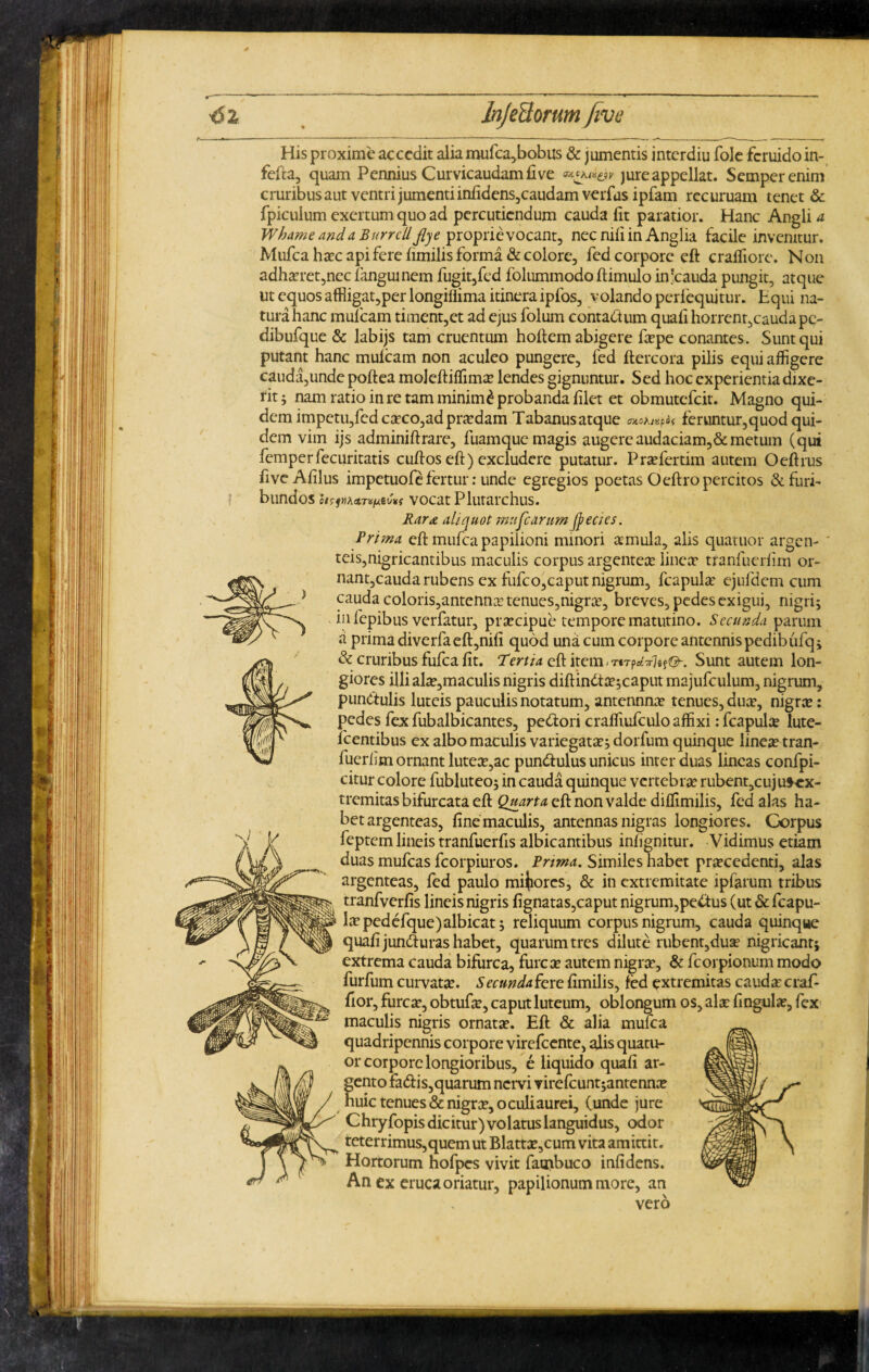 His proxime accedit alia mufca,bobus & jumentis interdiu fole feruido in- fefta, quam Pennius Cur vicaudam five jure appellat. Semperenim cruribus aut ventri jumenti infidens,caudam verfus ipfam recuruam tenet & fpiculum exertum quo ad percutiendum cauda (it paratior. Hanc Angli a Whame and a Burrcll flye proprie vocant, nec nili in Anglia facile invenitur. Mufea hac api fere fimilis forma & colore, fed corpore eft craffiorc. Non adharet,nec fangumem fugit,fed folummodo ftimulo in'cauda pungit, atque ut equos affligat,per longillima itinera ipfos, volando perfequitur. Equi na¬ tura hanc mulcam timent,et ad ejus folum contaCtum quali horrent,cauda pe- dibufque & labijs tam cruentum hoftem abigere fape conantes. Sunt qui putant hanc mulcam non aculeo pungere, fed ftercora pilis equi affigere cauda,unde poftea mojeftiffima lendes gignuntur. Sed hoc experientia dixe¬ rit ^ nam ratio in re tam minimi probanda filet et obmutefeit. Magno qui¬ dem impetu,fed caco,ad pradam Tabanus atque OXCh/Kfdf feruntur,quod qui¬ dem vim ijs adminiftrare, fuamque magis augere audaciam,&metum (qui femper fecuritatis cuftos eft) excludere putatur. Prafertim autem O eft rus fiveAfilus impetuofe fertur: unde egregios poetas Oeftro percitos & furi¬ bundos e/ffKAstrifjuei/V vocat Plutarchus. Rar# aliquot mufc arumfyecies. Trima eft mufea papilioni minori amula, alis quatuor argen¬ teis,nigricantibus maculis corpus argentea linea tranfuerfim or- nant,cauda rubens ex fufeo,caput nigrum, fcapula ejufdem cum ) cauda coloris,antenna tenues,nigra, breves, pedes exigui, nigri; in fepibus verfatur, pracipue tempore matutino. Secunda parum a prima diverfaeft,nili quod una cum corpore antennis pedibufq; & cruribus fufea fit. Tertia eft item - Sunt autem lon¬ giores illi ala,maculis nigris diftindta;caput majufculum, nigrum, punctulis luteis pauculis notatum, antennna tenues, dua, nigra: pedes fex fubalbicantes, pedtori craffiufculo affixi: fcapula lute- fcentibus ex albo maculis variegata; dorfum quinque linea tran- fuerlim ornant lutea,ac pundtulus unicus inter duas lineas confpi- citur colore fubluteo; in cauda quinque vertebra rubent,cuju*ex- tremitas bifurcata eft Quarta eft non valde diffimilis, fed alas ha¬ bet argenteas, fine maculis, antennas nigras longiores. Corpus feptem lineis tranfuerfis albicantibus infignitur. Vidimus etiam duas mufeas fcorpiuros. Trima. Similes habet pracedenti, alas argenteas, fed paulo mijiorcs, & in extremitate ipfarum tribus tranfverfis lineis nigris fignatas,caput nigrum,peCtus (ut & fcapu- lapedefque)albicat; reliquum corpus nigrum, cauda quinque quafi jundturas habet, quarum tres dilute rubent,dua nigricant; extrema cauda bifurca, furca autem nigra, & fcorpionum modo furfum curvata. Secundafere fimilis, fed extremitas cauda craf- fior, furca, obtufa, caput luteum, oblongum os, ala fingula, fex maculis nigris ornata. Eft & alia mufea quadripennis corpore virefeente, alis quatu¬ or corpore longioribus, e liquido quafi ar¬ gento fadtis,quarum nervi virefcunt;antenna huic tenues & nigra, oculi aurei, (unde jure Chry fopis dicitur) volatus languidus, odor teterrimus,quem ut Blatta,cum vita amittit. Hortorum hofpes vivit fambuco infidens. An ex eruca oriatur, papilionum more, an vero