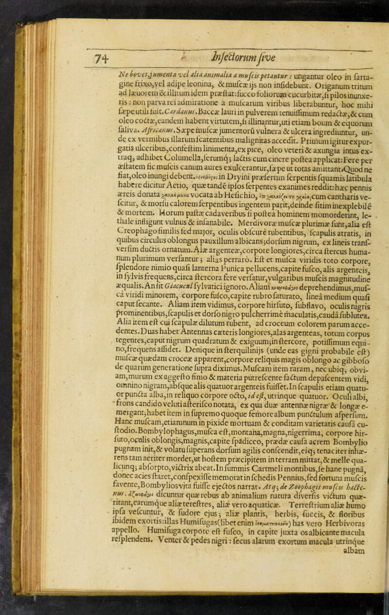 7A - Injcitorum jive Ne boves jumenta vel aliaammalta a mufeis fetantur: ungantur oleo in farta- gine frixo*vel adipe leonina, & mute ljs non infidebunt. Origanum tritum ad l«uorem & illitum idem pra?ftat:fucco foliorum cucurbita?, fi pilos inunxe¬ ris : non parva rei admiratione a mufearum viribus liberabuntur, hoc mihi fepe utili fuit. C'ardanus.Bacca? lauri in pulverem tenuilfimum redate,& cum oleo cote,eandem habent virtutem,h illinantur,uti etiam boum & equorum faliva. Ajrieanus.Sxipe mute jumentoru vulnera & ulcera ingrediuntur, un¬ de ex vermibus illarum fcatentibus malignitas accedit. Primum igitur expur¬ gatis ulceribus,confeftim linimenta,ex pice, oleo veteri & axungia intus ex- traq, adhibet Columella,ferumqj ladtis cum cinere poftea applicat: Fere per «ftatem fic mufeis canum aures exulcerantur,frpe ut totas amittant^Quod ne fiat,oleo inungi debent.??/^^ in Dryini pra?fertnn ferpentisfquamislatibula habere dicitur Aetio, quas tande iplos ferpentes exanimes reddit:ha?c pennis at reis donata nn^via vocata ab Helie hio, ry ^*/«-cum cantharis ve- fcitur, &morfucaloremferpentibus ingentem parit,deinde litiminexplebile & mortem. Horum pate cadaveribus ii poftea hominem momorderint, le- thale infligunt vulnus & infanabile. Merdivora? mute plurimae funt,alia eft Creophagoftmilisfed major, oculis oblcure rubentibus, fcapulis atratis, in quibus circulus oblongus pauxillum albicans^dorfum nigrum, ex lineis tranf- verlimdute ornatum. Alte argentea?,corpore longiores,circa ftercus huma¬ num plurimum verfantur; alias perraro. Eft et mulca viridis toto corpore, fplendore nimio quali lanterna Punica pellucens,capitefufco,alis argenteis* in fylvis frequens,circa ftercora fere verfatmyvulgaribus mufeis magnitudine «qualis. An lit Giacucnl fylvatici ignoro. Aliam MQ/>o<pa}ffs deprehendimus,muf- ca viridi minorem, corpore fulco,capite rubro faturato, linea medium quali caput fecante. Aliam item vidimus, corpore hirfuto, fubflavo, oculis nigris prominentibus,fcapuliset dorfonigro pulcherrime maculatis,caudafublutea. Alia item eft cui fcapula? dilutum rubent, ad croceum colorem parum acce- dentes.Duas habet Antennas ca?teris longiores,alas argenteas, totum corpus tegentes,caput nigrum quadratum & exiguum jinftercore, potiffimum equi¬ no, frequens aflidet. Denique in fterquilmijs (unde eas gigni probabile eft) mute qua?dam crocea? apparent,corpore reliquis magis oblongo ac gibbofo de quarum generatione fupra diximus.Mufcam item raram, nec ubiq^ obvi¬ am, murum ex aggefto fimo & materia putrefeente fadtum depafcentem vidi, omnino nigram,abfque alis quatuor argenteis fuilfet.In fcapulis etiam quatu- qr puncfta alba,in reliquo corpore odio, id eft, utrinque quatuor. Oculi albi, frons candido veluti afterifco notata, ex qua dua? antenna nigra? & long« e- mergant^habet item in fupremo quoque femore album pundtulum afperfum. Hanc mufcam,etiamnum in pixide mortuam & conditam varietatis caufa cu- ftodio.Bombylophagus,mufca eft,montana,magna,nigerrima, corpore hir- iuto,oculis oblongis,magnis,capite fpadicco, praeda? caufa acrem Bombylio pugnam init,& volatufuperans dorfum agilis confcendit,eiq} tenaciter inhae¬ rens tam acriter mordet,ut hoftem pra?cipitem in terram mittat, & meile qua- licunqj abforpto,vi<ftrix abeat. In fummis Cartmeli montibus,lehane pugna, donec acies ftaret,confpexiflememoratinfchcdis Pennius,fcd fortuna mufeis favente,Bombyliosvjta fuifte ejedfos narrat. Atq^ de Zoofhagis mufeis haffe- nus. dicuntur qua? rebus ab animalium natura diverfis vidtum qui¬ ritant,earumque alia? tereftres, aliae vero aquaticae. Terreftrium alia? humo ipfa vefcuntur, & fudore ejus; aliae plantis, herbis, fuccis, & floribus ibidem exoitisrillasHumilugas(libetenimovtfMvyaciUy) has vero Herbivoras appello. Humifuga corpore eft fulco, in capite juxta os albicante macula refplendens. Venter & pedes nigri: fecus alarum exortum macula utrinque albam