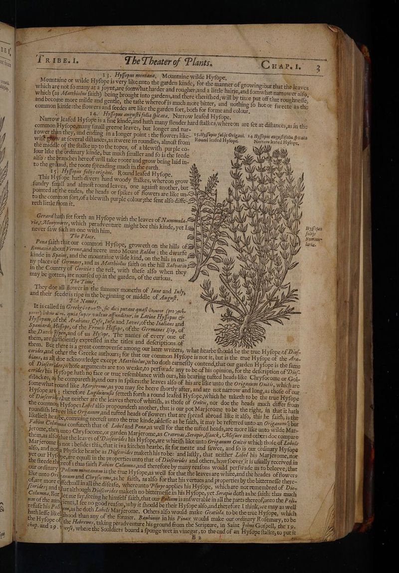BE !' | oe . a = Sl = — =7eueeErarneiemenee 1 da “Taras a - 7a Senate ee | Nn i : a SAU a ERE are eA 83. Aylfopus montana; Mountaine wilde Hyfope, 4 = Mountaine or wilde Hyfope is very likennto the garden kinde, for the manner of growing:but that the leaves ( ty which are not fo many at a Joynt,are fontwhat harder and roughei,and a little Hairie,and fomwhat narrower alto. ef which (as Afatthiolus faith) being brought into gardens,and there cherifhed; will by time put off that roughneffe: and become more milde and gentle, the tafte whereof is much more bitter, and nothing fo hot or fweete as the common kinide:the flowers and feedes are like the garden fort, both for forme and colour, Aha . : 14° Hyifopus anoufti folia picata, Narrow leafed Hyfope. ; Narrow Jéafed Hyfope is a fin kinde,and hath many flender hard ftalkes, whereon are fet at diftances,as in the common /Hyfope,many {mall greene leavés, but longer and nar- oe Ae et ee . Ta, | rower thn they, and ending ina longer point ; the flowers like- hie Le f bey Origait 14 Hyffopa aun folie pica i wife ef@w at feveral diftances,as itwere in roundles, almoft fron, “*°4nS *<4ice Mylope. is das Mh He sO FORE | the middle of the ftalke up to the topes, of ablewith purple co- \Z/ NUS | Jour like the ordinary kinde, but much fimaller and fo is the feede , = | alfo : the branches hereof will take roote and grow being laid in- to the grdund, the roote {preading much in the earth, NY, T5\ Fiy ffopus folys ov igatt. Round leafed Hyfope, Wi i This Hyfope hath divers hard woody ftalkes, whereon stow WYP | fundry fmall and almoft round leaves, one againft another, but Wd We | pointed at\the endes, the heads or {pikes of flowers are like un-@ Ay emg to the common fort,ofa blewith purple coloursthe fent alfo diffe. 7. | reth little ftom it, : ~ WV . ~) Gerard hath fet forth an Hyfope with the leaves of Nummula® agS | vie, Monyworte, which peradventure might bee this kinde, yer Lap -| aU Me never {aw fuch an one with him, (+ TEES IFS pee i The Place, ay iN Ay Tp lati’: | Pena faith that our common Hyfope, groweth on the hills of 5B RI), a Komaiia about Verona,and neere (nto Mount Raldus > the dwarfeé Nt UY . . » + 7 . ° ° ~ 8 lA } Kinde in Spaine, and the mountatne wilde kind, on the hils in ma- Wi ny places of Germany, and as ALatthiolus faith on the hill Sa/varin RV in the Country of Goritia: the reft, with thefe alfo when they may be gotten, are nourfed up in the garden, of the curions, J « The Time, WY h K They doe all fowerin the fhinmer moneths of June and Iuly, NY \¢ Oy and their feedeis ripe in the beginning or middle of Auguft., a Lite Names, It is called in Greekesour@-, fic dici putant quaft Sousvov (pro vzvb~ Keser) omroy am, quia fuper vultus affunditur,in Lavine Hy flopus __. Fy fopam,of thé Arabians ,Cyfe,Infa and Iavesof the Ltalians and | Spamards, Hiffopo, of the French Fiiffope, of the Germanes Lop, of the Ditch F/pen,and of us fal ehe The names of every one of / them, are {iutiiciently exprefled inthe titles and defcriptions.of . ° << them. But theré is a great controverfie amo corides and other the Greeke authours: for t bians,as all doe acknowledge except Matthiolus who doth earneftly contend, Of Diolcorides whofe arguments are too weake, corides his Hyfope hath no face or true refembla { | ale dilockes, as he com | fomewhat round like Marjerome,as you may fe _ Myfopearg ; therefore Lugdunenfis ferreth for } * . OF Diofcorides but neither are the leaves thereof whitith, as t | the common Hyfope: Lobel alfo propoundeth another, that j | Toundith leayes like Organum and tufted heads of fowers t likelieft heailbe, comming neereft unto the true kinde,unleffe Fabius Colin, confuteth that of Lobeland Pena Jerome, thei, unte them,as alfo'that the leaves of Dio Marj crome | yet our Hyf¢ i the fteedeth f Our ordinary like unto Ori sreot : thus faith Fubins Co itectuall in all the difeafe, {Corides sandt refufehis Pos, chap. and 29, 2 / \ th rcs : § dept kr he ge or ss oe Wy, Y} hm» D> J} Y= arden Hyfope is the fame or the defcription of Dio/: riganum Omti, which are ylope ftalke, to purit