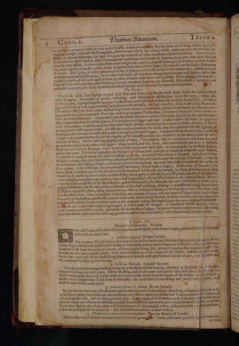 ah Beet aaa Cah P.-2. T heatrunr Botanicum. Tripetl irs mouth when he was oft the Croffe, in that our ordiffary Hyfope hath not {o long a ftalke,as might fohigh : but both the Evaagelilts, Matthew and Marke fay it was a reede, and it may bee that the Hyfope as bound therevnto, for Saint John as an eye witneffe of what was done,calleth itas before : Now itis not her Hyfope,divers both from the Greekes & Arabians;but rather that their Hyfope the Arabians,being their neere neighbours, and as it fhould feeme,was fo familiar to their Coun- dde-walles.as the Scripture {aith that Salomon {pake of it;which J verily thinke Rofemary to bee ufed inthe Iewes ceremonies, which was not +g often mentioned in the Scripture, ( : e among them in types and figures, and to bee fication ; for as Saint Paw! faith, all was don ere worthie of much obfervation and good ufe, Now although the true Hy- the other GreekeS, 1s not yet certainely knowne,yet affuredly this which is knowse, and ly benfed in the ftead thereof, untill the true Hyfope may be knowne, 7 The Vertues. Rue and Hony, and drunke doth helpe thofe that are troubled and rhéumaticke diftillations upon the lungs ; taken alfo with Oxymel, it purgeth groffe humours by the {toole, and with hony killeth the wormes in thebelly, andtaken alfp with frefh or new figges bruifed, helpeth to loofen the belly, but more forcibly, if the roott of the Flowerde- Itive and Crefles (yet fome copies in ftead of (ardamon have Cardamomum, which I never knew put into any pur- ging medicine in our times,and AZacer his verfe doth intimate Crefles thus ; Cardama fi jungas his folves fortius al. zum ) be added thereunto: itamendeth and cherifheth the native colour of the body, fpoyled by the yellow-jaun- nd nitar : being boiled with wine, it is good to dife, helpeth the dropfie and the {plene, if it be taken with figges a wrath inflamations, it taketh away the blew and blacke fpottes, and markes that come by ftrokes, bruifes, or falless being applied with warme water ; itis alfoan excellent medicine for thofe, that are troubled with the Quinfie, or d gargle it,being boyled with Figges s it helpeth the tooth-ach, being boyled in {welling in the throate, to wafh an ith;the hot vapottrs of the decoétion,taken by a funnell in at the eares,eafeth the infla- vinegar and cargled therew mationsof them, A4e/#es faith the finging noyfe of them ; P/iny addeth, that it isanenemy to the {tomacke, and provoketh cafting being taken with figges : being bruifed, and falt, hony, and cumminfeede put toit, it helpeth thofethat are ftung by ferpents. Galen is very briefe herein and onely faith, it is hot and dry in the third degree and of thin parts. A4atrhiolns faith that our Hyfope is of thinne parts, and that it cutteth & breaketh tough fleeme, st rarifieth or maketh thirine that which is thicke or grofle , it openeth that which is ftopped... and clenfeth that which is corrupt, the oyle thereof being anfioynted killeth lice,and taketh away the itching of the head, it helpeth thofe that have the falling fickneffe,which way foever itbe applyed, but more efpecially being made into pilles in this manner. Take of Hyfope Horehound and Caftoreum, of each halfea dragme, of the roote of Peonye ( the male kinde is moft proper in this difeafe) two drammes,of Affafztida one feruple, let them all beg beaten as they Should be,& made into feven pilles(or more if they be too great )with the juyce of Hyfope,and one'of the greater, of two {mall ones,taken every night going to bed is appointed ; the beft Phyfitians of our tymes,affuredly doe ac- count it,to be hotand dry in the third degree, and of thinne parts; for being fharpe anda little bitter withall , they apply iteffe@tually, for all cold griefes or difeafes of the cheft and lungs, helping to expectorate rough flegme,that fi Luffeth or opprefieth them, being taken either in a hoc or licking medicine, or in a Syrupe,or any other way ; and in a deco@tion thus ; Take an handfull of Hyfope, two ounces of figges, and one ounce of Sugarcandy, boyle them in a quart of Mufcadine, untill halfe a pint be confumed, which being ftrained, & taken morning and evening,avai- leth much tor thofe thatare troubled with an old cough, by caufing the tough flegme the more eafily to be avoided it helpeth alfo to provoke vrine being ftopped, or that is made by droppes: it helpethto breake windes and ts OF f oe oie og) < : a ’ : HY ' caufe womens monethly courfés, and eafeth thé fharpe fitts of agues ; the greene hearbe being bruifed anda little fagar put thereto,doth quickly heale any greene wound or cut in the hand, or elfe where being applied thereto, Diofcorides faith, that Hyfope boyled with. with Coughes , fhortnefle of breath, wheefing , wep SS Sag TER et gs CuHar, IT. : Thymbra fiveSatureia, Savoti¢. WE MWHere aré Foure or five forts of Savorye,two moft uftally co be feene in many =Ss is | t ‘) others that are more rare. “OES gardens,but there are threé t) 1, Satureia vulgaris, W inter Savorie, The common Winter Savory,is a {mal & low bufhie herbe,very like unto Hyfope.but not gitach above x all hard branches, & hard darke greene leaves theron,as thicke fet as Hyfope,& fome- et atajoynt, ofareafonable ftrong fent, yet not fo muchas the Sommer isinde : the s mes but with foure leaves { owets are of a pale purplifh colour, fet at feverall diftances at the toppes of the ftalkes, and leaves alfo under and j3 more ulus ai, the roote hath divers {mall ftrings thereat,and abideth with greene leaves all the winter, ¢ y encreafed by flipping then fowing.- Thissais iy Silay ens _ 2. Sathireia Hortenfis. Sommer Savorie. ; tong terre & ie aima ie er herbe growls up with divers brittle branches, flenderly or fparfedly fee With two fcialbaid put oh ‘ tat : joynt, fo oo handling, and of a ftronger and quicker fent and tafte : the flowres are divlee colons pl , fet at the joynts with two leaves under them upto the toppes of the ftalkes : the/feedeisof a , bigger then Tyme feede by the halfe ; the rootes have fewer ftrings and perifh every) Year> and we a foote high,w ith diverfe {m ¢ mult be new fowne every yeare. . Satureia Spicata S, Iuhan. Rocke S$ sal Riche Save hoe : S, Iuhani, Rocké Savorie. ocke Savorie hath many flender,hard and woody brownifh ftalkes about a foot long ,whereon d verall {paces,many very {mall and | . g,whereon dg , 4 thatpeeuicke talte, and of nd narrow leaves,very like to the leaves of the true Tyme,butfomew hat longer, of q afte, and of a ftrong {weete fent atthe toppes of thébranches,come forth many {f iked heads of mall leaves,é out of them thruft forth purplith flowers,which afterwards give a {mall,brownith ec de, more like i fe crow at fe- Tyme th i i rik nk ih Ys oe whole plant will be fometimes of a fad parplith colour, dafht over with a w/iite mealines, part all Sea plants are: this doth feldome endure a winter with us. 4. Thymbra five Satureia Cretica legitima, Bhetrue Savorie of Candie | ranches, Thet a C te hre a rue Savory of Candie brancheth forth from the groundg&ke Tyme, with many purplifh fqyiare b gee ” covered ~ Stee