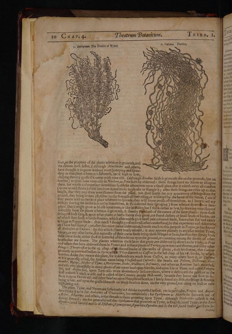 Tripe t. == 2, Cufcuta. Dodder, BS 4. ( | A ) } DEVIN : + ? % , P ~ K WES RSQ iiss elite doth fer (<ithigh Mathob andthe, SP Gee e , have thought it to erow W ithout ror te )creeping ahd {prea rt ding on that plant whereon it fafteneth; bee it high or low, clafping thevery graffe ific meete with none elfe, (alchough Rvellius faith it sroweth not on the grounde, but on hearbes ) as upon fome vinesalfo in Narbone,as Pena faith he obferved : thet ftrings have no leaves ar all upon them, but winde and enterlace themfelyes fo thicke oftentimes upon a {mall plant,that it taketh away all comfort (as one would thinke of the Sun from it,and ready tochoake or ftrangle it; after rhefe ftrings are rifen up to that height, that they may draw nourifhment from the plant, you fhall fcarfe {ee any appearance of ftrings from the ground, they being broken off,either by the {trength of their rifing,or withered by. the heate of the Sunne, (and if they meete with no Herbe or plant whereon to {preade,they will foone perith ofthemfelves, as.I havetryed my felfe,by fowing the feedes ina pot by themfelves, & {6 obferved their {fpringing ) from whence divers#have jma- gined, that it might grow as Mofle upontrees,or like Mifelto; but I think rather as Ivie,by drawing nourifhment infenfibly from the plants whereon it groweth, & thereby paptaketh of the nature of the fame plants: u pon thefe ftringsof both forts,& upon. what plants or herbe foever they grow,are found clufters of fmall heads or huskes,out , of which ttart forth whitifb Aowers, which afterwatds give {mall pale coloured feede, fomewhat flat ‘and twice as bigge as Poppye feede :_thus:much I thought good toletall others underftand, by that experience and obfervatia on I have had thereof : yet after this mine dwne obfervation,I reade much to this purpofe in Zragus,in his chapter Of Audroface or Cufeuta : by this which L have truely related ; it may appeare plainely to any,that neither Tyme, Savory,or any other herbe,doe naturally of their owne feede bring: thefe {tringes or laces,but that they {pring from their owne feede, either hed or {eattered of themfelves upon the ground,or comming among the feedes. of other hearbs that are fowne. The plantes whereon thefe laces doe grow,are obferved by divers,to be Vines, as Pena and others that have obferved them in France,and in fome'places of Turke y,upon trees and thornes,and fome other things T heophraftus'in the 23, chap. ofdgis fecond booke of thecaufes of plants , doth fet downe, that Cadyras £toweth on treesand buthes in Syria,whfith P liny altereth to Caffitas in the latt chap. of his 16. booke, by which Werdno doubt they meant this plant, for it differethnot much from Ca/fitd, as many others have it, or Cafexta a8 118 generally called, the Arabian name being Chaffuthand Cufcuth: the hearbs are Polium, Ditanus, Cer- Mander , Ayfope, Mother af Tyme, Marjerome; Stabe, Wallwort, Rofemary,; and others as Bauhinus hath recorded, and alfo very Plentifally in many places. ofour owne land upon Nettles, and upon Lin or Flaxe, and called Podagra wh, and Angina lini, upon Tares alfo more aboundantly in fome places, where it deftroyeth the pulfe,or at the Jeaft maketh tt much worfe, and is called of the Country people Hell-weede, becaufe they know not how to de- ftroy it;pon Fearne alfo and other hearbes upon Hampltead Heath, as I lately found m y felfe,the ftrings & flowers being white, and upon the grafle likewife on Black-heathin Kent, onthe very ground,not rifing an inch or two high, being red. ‘ © : sinh SNS foe Naas are Suficiently as I thinke expreffed before, yetin particular, Tragus and Angui- rae pb Nee iG | wat Ie : vegnesalacis gtowing upon Tyme, although Diofcorides calleth ir the Hbymbra laced Saxvep bh epi aas “thai ie Epithymum that groweth on Tyme, in Englith,laced Tyme; as the Epi- “Fett d savory,and fo of Epi abe ,E pimajorana,E piurtica,E pirebes,and fo the reft;laced Steebe Jaced Marje- rome, ow
