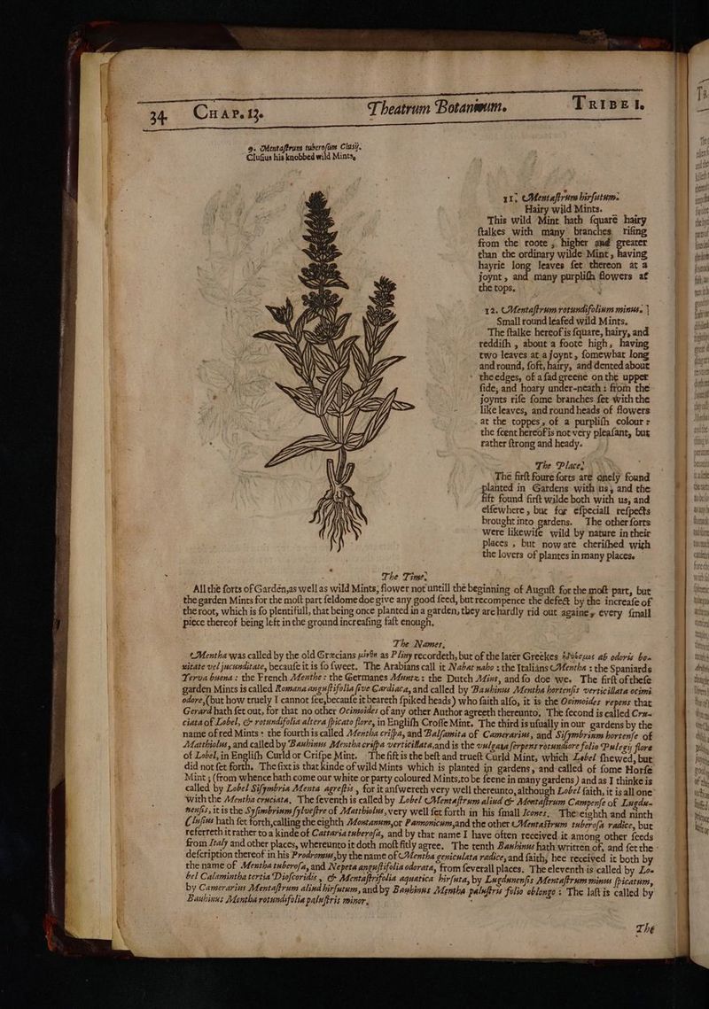 eatrum ‘Botanwum 9. Mentaftrum tubcrofam Clusif. Clufius his knobbed wild Mints, 11, CMentaftrum birfutum. Hairy wild Mints. This wild Mint hath fquaré hairy ftalkes with many branches rifing from the roote ; higher and grearer than the ordinary wilde: Mint, having hayrie long leaves fet thereon at a joynt, and many purplifh flowers af the tops. 12. CUentaftrum rotundifolinm minus. | Small round leafed wild Mints. The ftalke hereof is fquare, hairy, and reddifh , about a foote high, having two leaves at ajoynt, fomewhat long and round, foft, hairy, and dented about theedges, of afadgreene onthe upper fide; and hoary under-neath: from the joynts rife fome branches. fer with the like leaves, and round heads of flowers at the toppes, of a purplifh colour + the fcent hereof is not very pleafant, bug rather {trong and heady. The Place; The firft foure forts aré onely foun ae in Gardens with us, and the ft found firft wilde both with us, and elfewhere , but far efpeciall refpetts brought into gardens. The other forts Were likewife wild by nature in their places , but noware cherifhed wigh the lovers of plantes in many placese . The Time. All the forts of Gardén,as well as wild Mints, flower not untill the beginning of Auguft for the molt part, but the garden Mints for the moft part feldome doe give any good feed, but recompence the defect by the increafe of the root, which is fo plentiful, that being once planted in a garden; they arehardly rid out againe y every {mall piece thereof being left inthe ground increafing faft enough, The Names, ¢ Mentha was called by the old Grcians yivén as Pliny recordeth, but of the later Greekes tSv0cwos ab odoris bon uitate vel jucunditate, becaufe itis fo{weet. The Arabians call it Nabat nabo : the Italians Mentha : the Spaniards Yerva buena: the French Menthe : the Germanes Aduntz: the Dutch Afint, andfo doe we. The firftofthefe garden Mints is called Romana anguftifolia five Cardiaca, and called by Bauhinus Mentha hortenfis verticillata ocimi odore,(but how truely I cannot fee,becaufe it beareth fpiked heads) who faith alfo, it is the Ovimoides repens that Gerard hath fet out, for that no other Ocimoides of any other Author agreeth thereunto. The fecond is called Cr#- ciata of Lobel, e rotundifolia altera fpicato flore, in Englifh Croffe Mint. The third is ufually inour gardens by the name of red Mints : the fourth is called Afentha crifpa, and Balfamita of Camerarius, and Sifymbrinm hortenfe of Matthiolus, and called by Bauhinus Mentha crsfpa verticillata,and is the vulgata ferpens rotundsore folio Pulegi flore of Lobel, in Englifh Curld or Crifpe Mint. The fiftis the beft and trueft Curld Mint, which Lebel fhewed, but did not fet forth. Thefixtis that kinde of wild Mints which is planted in gardens, and called of fome Horfe Mint ; (from whence hath come our white or party coloured Mints,to be feene in many gardens ) and as I thinke is called by Lobel Sifymbria Menta agreftis , for it anfwereth very well thereunto, although Lobe/ faith, it is all one With the Adentha cruciata, The feventh is called by Lobel Mentaftrum aliud & Mentafirum Campenfe of Lugdu- nenfis, itis the Syfimbrinm fylveftre of Matrhiolus, very well fet forth in his {mall Icones, Thereichth and ninth ( /ufius bath fet forth,calling the eighth AZontanum,or Parnonicum,and the other Mentastrum tuber ofa radice, but referreth it rather toa kinde of Cattariatuberofa, and by that name I have often received it among other leeds from Italy and other places, whereunto it doth moftfitly agree. The tenth Bashinus hath written of, and ferthe defcription thereof in his Prodromus,by the name of Mentha geniculata radice,and faith, hee received it both by the name of MUentha tuberofa, and Nepeta anguftifolia odorata, from feverall places. The eleventh is called by Lo te Cente aie ser, if Aeneakng re aquatica hirfuta, by Lugdunenfis Mentaftrum minus fpicatum, y Camerarius Mentaftrum alind hirfutum, an Bauhinns Men lnferse foli : i Boubinet Koutieandsplerdlieriocn, y Mentha pa iftrss folio oblongo : The laftis called by rhe