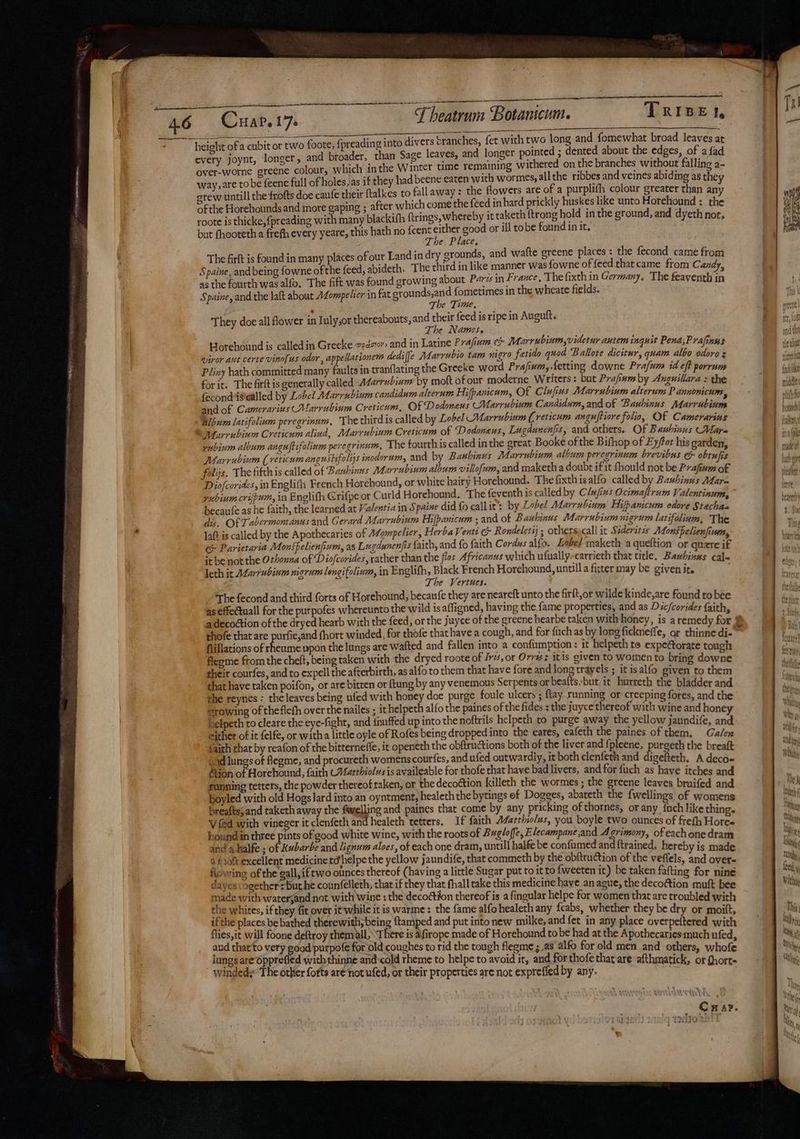 lee ee 3 into divers branches, fet with two long and fomewhat broad leaves at height ofa cubit or two foote, {preadins \ every joynt, longer, and broader, than Sage leaves, and longer pointed ; dented about the edges, of a fad over-worne greene colour, which inthe Winter time remaining withered on the branches without falling a- way, are tobe feene full of holes, as if they had beene eaten with wormes, allthe ribbes and veines abiding as they srew untill the frofts doe caufe their ftalkes to fall away : the flowers are of a purplifh colour greater than any of the Horehounds and more gaping ; after which come the feed in hard prickly huskes like unto Horehound : the roote is thicke,fpreading with many blackifh ftrings, whereby it taketh {trong hold in the ground, and dyeth nor, but fhooteth a frefh every yeare, this hath no {cent either good or ill tobe found in it, The. Place, The firft is found in many places of our Land in dry grounds, and wafte greene places : the fecond came from Spaine, and being fowne of the feed, abideth. The third in like manner was fowne of feed thatcame from Candy, as the fourth wasalfo. The fift was found growing about Pars in France, The fixth in Germany, The feayenth in Spaine, and the laft about Mompelier in fat grounds,and {ometimes in the wheate fields. ; The Time, They doe all lower in Inly,or thereabouts, and their feed is ripe in Augutt. The Names, Horehound is called in Greeke aed, and in Latine Prafium Marrubium,videtur autem inquit Pena,Prafinus wiror aut certe vino[us odor , appellationem dediffe Marrubio tam nigro fetido quod Ballote dicitur, quam albo odoro: Pliny hath committed many faults in tranflating the Greeke word Prafium, fetting downe Prafum id eft porrum for it. The firftis generally called A¢arrubivm by moft ofour moderne Writers: but Prafium by Anguillara : the fecondisealled by Lobel Marrubium candidum alterum Hifpanicum, Of Clafius Marrubium alterum P dunonicum and of Camerarizs Marrubium Creticum, Of Dodoneus (Marrubinm Candidum,and of Bauhinus ‘NMavvabiion Album latifolium peregrinum, The thirdis called by Lobel Marrubinm (reticum anguftiore folio, Of Camerarins Marrubium Creticum alind, Marrubium Creticum of Dodoneus, Lugdunenjis, and others. Of Bashinus Mara pubinm album anguftifolium peregrinum, The fourth is called inthe great Booke of the Bifhop of Ey/tor his carden Marrubium (reticum angusisfolis inodorum, and by Bawhinus Marrubium album peregrinum brevibus &amp; obtufis folijs. The fifth is called of Bashinns Marrubium album villofum, and maketh a doubt if it fhould not be Prafinm of Diofcorides, in Englith French Horehound, or white hairy Horehound. The fixthisalfo called by Bashinus Mar- rubium crifpum, in Englith Grifpe or Curld Horehound. The feventh is called by Clufizs Ocimafirum Valenrinum becanfe as he faith, the learned at Valentia in Spaine did {6 call it’: by Lobel Marrubium Hifpancum odore Stechias dis. Of Tabermontanus and Gerard Marrubinm Hijpanicum ; and of B anhinus Marrubium nigrum latifolium, The Jat is called by the Apothecaries of AZompelier, HerbaVenti G Rondeletsj ; othersycall it Sideritis Monspelienfium ee Parietaria Monsfelienfium, as Lugdunenfis faith, and {0 faith Cordus alfo.. Lobed maketh a queftion or quare iP it be not the Othonna of Diocorides, rather than the flos Africanus which ufually»carrieth that title. Baubinus cal< leth it A4arubinm nigrum lengifolium, in Englifh, Black French Horehound, untill a fitter may be given it. ; The Vertues. The fecond and third forts of Horehound, becaufe they are neareft unto the firft,or wilde kinde,are found to bee as effeCtuall for the purpofes whereunto the wild is affigned, having the fame properties, and as Dic/corides ith a decoction of the dryed hearb with the feed, or the juyce of the greene hearbe taken with honey, is a remedy rae thofe that are purfie,and fhort winded, for thofe that have a cough, and for {uch as by long fickneffe, or thinne di- lillations of rheume vpon the lungs are wafted and fallen into a confiumption : it helpeth te expectorate tough fleome from the cheft, being taken with the dryed roote of Iris, or Orr#s: itis given to women to bring downe their courfes, and to expell the afterbirth, as alfo to them that have fore and long trayels ; it isalfo given to them that have taken poifon, or are bitten or {tung by any venemous Serpents or beafts;but it hurreth the bladder and the reynes : the leaves being ufed with honey doe purge foule ulcers ; ftay running or creeping fores, and the erowing of theflefh over the nailes ; ithelpeth alfo the paines of the fides : the juyce thereof with wine and honey Helpeth to cleare the eye-fight, and {nuffed up into thenoftrils helpeth to purge away the yellow jaundife, and either of it felfe, or witha little oyle of Rofes being dropped into the eares, eafeth the paines of them, Galen aith that by reafon of the bitterneffe, it openeth the obftructions both of the liver and {pleene, purgeth the breaft aad lungs of flegme, and procureth womens courfes, andufed outwardly, it both clenfeth and digefteth. A deco- Aon of Horehound, faith CVatrhiolvs is availeable for thofe that have bad livers, and for fuch as have itches and running tetters, the powder thereof taken, or the decoétion killeth the wormes ; the greene leaves bruifed and boyled with old HogsJard into an oyntment, healeth the bytings ef Dogges, abateth the fwellings of womens breafts; and taketh away the fwelling and paines that come by any pricking of thornes, or any {uch like thin V fed with vineger it clenfeth and healeth tetters. If faith Afarthiolus, you boyle two ounces of frefh Hotes hound in three pints of good white wine, with the roots of Bugloffe,Elecampane,and Agrimony, of each one dram and a halfe; of Kubarbe and lignum aloes, of each one dram, untill halfe be confumed and ftrained, hereby is made 4 f toft excellent medicine tdhelpe the yellow j aundife, that commeth by the obftruction of the veffels, and over- flowing of the gall,iftwo ounces thereof (having a little Sugar put to it to fweeten it) be taken fatting for nine dayes vogetherzbuthe counfelleth, chat if they that fhall take this medicine have an ague, the decoction muft bee made with waterjand not with wine : the decottion thereof is a fingular helpe for women that are troubled with the whites, ifthey fit over it while it is warme : the fame alfo healeth any fcabs, whether they be dry or moift if the places be bathed therewith, being ftamped and put into new milke, and fet in any place overpeftered Suichs fiies,it will foone deftroy themall, There is afirope made of Horehound tobe had at the Apothecaries much ufed and that‘to very goad purpofe for old coughes to rid the tough flegme;.as alfo for old men and others whofe lungs are Opprefled with thinne and-cold rheme to helpe to avoid it, and for thofe that are afthmatick be fhorte windedy* The other forts are not ufed, or their properties are not exprefled by any. one _ Car. ¢