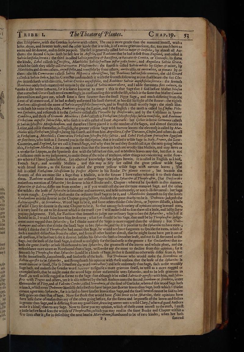 iat we | TuGhe tae” Get that E/iliphacos, with the Greekes is phacos with others, The oneis more gentle than the manured lentell, witha lefler, dryer, and {weeter leafe; and the other kinde that is wilde, is of'a more gri¢vous {cent, 8c, too much here to recite and fet downe, and to little purpofe. The firft is generally called Salvia major ce latifolia , by almoft all Au- thors: the fecond C/u/ims faith he firlt {aw in Auftriayand Banhinus that he had it firft from England, and called it Salvia latifolia ferrata : the third is called Salvia pomifera c&amp; baccifera, or baccata e Cretica, or Cretenfis, to fhew thekinde, Lobel calleth it (occifera, Adatthiolus Salvia fruttum inftar gale ferens , and Anguilara Salvia Graca, which he faith they ufully call pAactxoynasa Phlafcomelea : the fourthis called Salvia nobilis by Gefner co minor i by Matthiolus and divers others, anguftifolia,and tenuifolia by fome others, auritaalfo, or auriculata, or pinnata by o- rian thers : the fift Camerarins calleth Salvia Hifpanica odoratiffima, but Bauhinus Salvia folio tenuiore, the old Gerard | calleth it Salvia Indica, but his Corre¢ter confoundeth it with the feventh following as you fhalkheare: the fixt C/u- fas fetteth forth with this title, Salvia Cretica anguftifolia, and Bauhinus Salvia anguftifolia ferrata: the feventh _ Bauhinus onely hathremembred untous by the name of Salvia minor altera, and 1adde thereunto flore rubente, to ® make it the better krtwne, for itis fearce knowneé to many : this is that Sage that I faid before Matter John/fon : that corrected Gerard hath erred exceedingly,in confounding this with the fift, which is the fame that Mafter Cannon ~-. fhewed him and gave me, whoft fcentis farre fweeter than the {mall Pigge Sage, and much differing from the {cent of Wormewood, if he had as duely enformed his {mell thereof, as hee did hisYight of the flower : the eighth Bauhinus allo giveth the name of Salvia angu/tifolia lanuginofa, and in Englifh {mall Woolly Sage: the ninth like- wife hath his name inthe title, Bahines siving the Latine, and I the Englifh : the tenthis called by (/afus Phlo- mis Lychuitis, and referreth it to the Lychuitzs called alfo Thryalls by Diofcorides, and by the Caftilians in Spaine Candilera,and thofe of Granado Menchera : Lobel calleth it Verbafcum [ylveftre folys falviatennifolie, and Bauhinns Verbafcum anguftis salvia folys, who {faith it is alfo called of fome Augarathi : but Gefnerin hortis Germanic calleth it Salvin fylveftres. Monfpelienfium, and therefore I have placed it in the number of the Sages, and altered the title in _. Latine,and call it thereafter,in Englifh,the greater yellow Sage with narrow leaves: the eleventh ts called by AZat- | thiolus alfo Verbafcum {ylveftre,being his fourth,and from him Azguilara, Caftor Durantes, Clufiussand others do cal it Verbafcum 4, Matthioli ; Camerarivs Verbalcum fylueftre folys (alvia , and Lobel Verbalcum frutico[um liguofum &amp;&amp; flore luteo, who faith as I fhewed you in the defcription, that it is called a wilde Sage in Jtaly, France, the Low- Countries, and Exg/and, for we callit French Sage, and why then he and they fhonld call it,as the next going before this, Verbafcum Mullein, | fee no cafe more than that the leavesin both are woolly like Mullein, and may ferve as a weeke for Lampes,as the Spaniards doe with the laft before this, and as Mullein leaves may doe, but that.is. not _a fufficient caufe in my judgement, to make them of the tribe of Mulleins, other things not concurring asthe flow= ers- whereof I have {poken before, Let others of knowledge bee judges herein, It iscalled in Englifh as I faid, French Sage, and wooddy Mullein , and this may as fitly bee called the great yellow wilde Sage with. broad leaves , as the former is called the greater yellow wilde Sage with narrow. leaves ; The laft is called Verbafcum (alvifolium by Profper Alpinus in his Booke De plantis exotics , but becaufe the flowers. of this aremore like a Sage than a Mullein, as inthe former I have rather referred it to thefe thanto them. .Bauhinus would feeme to make our ordinary Sage to bee the Sphacels of Theophraftus, (for Dsofcorides maketh no mention of Sphacelus ) fet downe in his 6.Booke and 2, Chapter : whereof he f{peaketh in this manner, Sphacelus &amp; Salvia, differ one from another ; as if you would call the one the tame manured Sage, and the other thewilde: the leafe of Sphacelus is {moother and narrower, and lefle unfeemely, or not fo ill-favoured : but Sage ismore rough. Lugdunenfis doth make the ordinary {mall Sage to be it, and (atehiolus {eemeth to fay the fames pps, | Guilandinus as is {et downe in the Chapter going before, thinketh the great Stachys to be it. Dodonens judgeth the » Te Salvia agreftis , or Scorodonja, Wood Sage to be it, and {ome others thinke Colus Iovis, or jupiters diftafte, a kinde vb of wild Clary fet downe in the next Chapter to be it. So that among fitch variety of opinions among learned men, taf it is very hard for me to fet downe whichis the trueft : yet I will make bold to fcan them alla little, and laftly fhew, gry youmy judgement. Firlt, for Bazhinus that {eemeth to judge our ordinary Sage to bee the Sphacelus , which if it inthe fhould be fo, I would faine have him fetdowne ; what fort fhould be his Sage, that muft be by Z beophrajtus judge- ie , ment more rugged than Sphacelus ; for I thinke none of the Sages is more rugged than the ordinary : For Dale- fees chanspizs and others that thinke the {mall Sage to bee Sphacelus,and fay it is peculiar to the Sphaceius to have eares 5 nth furely I thinke that if Theophra(tus had meant that Sage, he would not have forgotten to fpecifie the eares, which is ante fuch a.manifeft diftin@:ion from the other, and fromall other hearbes almoft, that he might foone have put it outof | all queftion, if he had but fo fet it downe, befides his Sphacelus hatha {moother Jeafe, and not fo ill-favoured as the ii Sage, but the leafe of the {mall Sage, is almolt as unfightly for the fmalneffe as the greater : for Guilandinus that ta- lower | keth the great Stachys or bafe Horehound to bee Sphace/ws, the greatneffe of the leaves and whole plant, and the chalk | refemblance more neare an Horehound thana Sage, willmake any the more to decline from this opinion ; for it any | feemeth by Theophraffus that Sphacelzs fhould be a kinde of Sage, in that it fhould no otherwife differ from it, buc. | inthe feemelineffe, {moothneffe, and fmalneffe of the leafe. For Dodonexs who would make the Scoredonia. or | Salvia agreftis to be Sphacelus , and {trengthneth his opinion with thefe reafons, that the leafe of the Sphace/ws Is ec more narrow or fimall, (for fo I tranflate the word contraétins) and lefle unfeemely than Sage, {uch asthe wooddy nam, || Sage hath, and maketh the Greeke word 22,0'7<p0v to fignifie a more grievous fmell, as well as a more rugged or erie | crumpled leafe, that he might make the wood Sage tobee anfwerable unto Sphacelus, and to be lefle grievous im wii | {mell as well as leffe rugged in forme to the Sage : butalthough itbe called Salvia &amp; agreftis with him, and /ylve- Doge || fris with Tragus and others, yet it is alfo referred by the beft Authors unto the fecend /cordivm or {eordotis, water dts Germander of Pliny,and of Valerius Cordus called Scorodonia,of the {mel of Garlicke, whereof this wood Sage hath 3 off | afmack,which even Dedoneus himfelfe defcribeth to have larger,but fhorter leaves than Sage, both which! thinke epatty || cannot agree unto Sphacelus, for it is faid to have {maller leaves than Sage,and the fell hereof cannot be faid to bee be La |, leffe grievous than that of Sage. Now for thofe that would have (olus Jovis tobe /pbatelus, their opinions have _ And i farre lefle thew of reafon than any of the other going before, for the forme and fens ofthe leaves and ftalkes Saot i; is greater than Sage,and is differing from any good fcent,drawing neerer unto a wild Clary,(whereof good Authors eof tte make it a kind) tharito any Sage. Now to fhew you my opinion, which of thefe come neereft to the truth, I muft: 6a | | alittle before hand {can the words of Theophrastus,which you may readin the fame Booke and Chapter within a: itty | few lines after it ; for in defcribing the next hearbe 44arrubinm,Horehound to be of two kindes; when Ke ip chat) “ping ; EB 3, ewed: