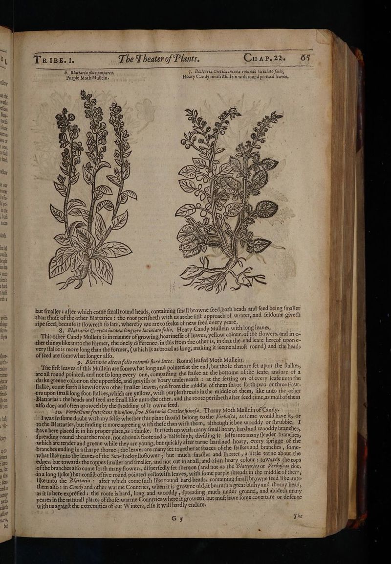 llow tara, but a iO CAMO EE HA tr TRIBE. 1. ry Blattaria flove purpureo. 7. Blattaria Creticaincana vorundo ‘aciniato folio, Purple Moth Mallein. Hoary Candy moth Mullein with round peimed leaves. in) | Ww Y Npq ch NON Aid % We ae BS), ANS SAND AY UNN Wir WG ON, We & Z ”) : \3 = Aly TK) N Az < yy CANS Oe? . rie Gre NO AAY Wikre oe ON, iN Ny WE tN : : 6F Ap. Se HAs (E S ( Mitw; en SS my SSCS eeaatit AYA, ww Z & Wenites ae 77 SSEED % i Ve B Zo Wes AML MW Attire see 4 a ATA SSS AAA 1 ean be dj (mg , f RN Ti AG, rn! ailites rey lI ing {mall browne feed, both heads and feed being {maller but fmaller : after which come {mall round heads, contain BM Geis assed than thofe of the other Blattaries ¢ the root perifheth with us at the fitit approach of winter, ripe feed, becaufe it flowreth fo late, whereby we areto fecke of new feed every yeate. yO nase 8. Blattaria Crerica incana longiore laciniato folio, Hoaty Candy Mullein with one parte 2 This other Candy Mallein is in manner of growing, hoarineffe of leaves; yellow colour.o a ; on in O- ther things like unto the former, the onely difference, in this ftom the other 1s, 1n that the ea eafe og gens very ftalke is more long than the former, (which is as broad as long; making it feeme almoft round) and the heads of feed are fomewhat longer alfo. : 9. Blattaria altera folio rotundo flore luteo. Round leafed Moth Mullein. ivy pat The firft leaves of this Mullein are fomewhat long and pointed at the end, burthofe that are fet upon the ftalkes, “are all round pointed, and not folong every one, compafling the ftaike at the bottome of Fe leafe, and are of a -darke greene colour on the upperfide, and grayifh or hoary underneath : at the fetting on otevery leafe unto the ftalke, come forth likewife two other {maller leaves, and from the middle of them {hoot forth two or three fow- -ers. upon {mall long foot-{talkes,which are yellow, with purple threads in the middle of them, like unto the. other -Blattarias’: the heads and feed are {mall like unto the eee the roote perifheth after feed time,as moft of them alfo doe, and often groweth by the fhedding of it owne feed. : : To. Vi wij felons [pinofiem, fue Blattaria Crericafpinofa, Thorny Moth Mullern of Candy ee i Twas informe doubt with my felfe whether this plant fhould belong to the Verbafca, as fome woul nace or tothe Blatzaries, but finding it more agreeing with thefe than with them, although it bee wooddy or fs bie, I shave here placed it in his proper place,as i thinke, Irrifeth up with many {mall hoary, hard and wooddy branches, {preading round about the roote, not above a footeand a halfe high, dividing ic felfe into many flender branches, which are tender and greene while they are young, but quickly after tarne hard.and hoary, every {prigge of the ranches ending in a fharpe thorne : the leaves are many fet together at {paces of the ftalkesand branches, fome- “what like unto the leaves of the Sea-{tockgilloflower ; but much {maller: and fhorter., a little torne about the of the branches alfo come forth many flowers, difperfedly fet thereon (and not.as the Blatrarses or Verbafcas doe, -ina long {pike but confift of five round pointed yellowith leaves, with fome purple threads in the middle of then likeunto the Blattaria : after which come fuch like round hard heads, containing {mall browne feed like unto them alfo :.in Candy and other warme Countries, whenit is growne old,it beareth a great bufhy and ey head, as it is here expréffed : the roote is hard, long and wooddy sf preading much under ground, and abi ee oan y yeares in the naturall places of thofe. warme Countries where it growerh, but mult have fomecoverture or defense with us againft the extremities of our Winters, elfe it will hardly endure: G 3 The