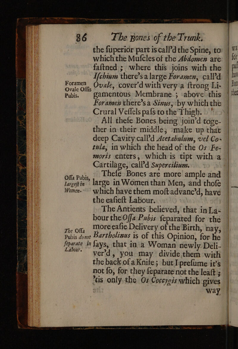 Peet. 36 The pones of the'Trunk. the fuperior part is call’d the Spine, to which the Mufcles of the Abdomen are faftned ; where this joins with the Ifchium there’sa large Foramen, call’d - oot hs OU cover'd with very'a ftrong Li- | vale Offis | . Pubiss | gamentous Membrane.; above ‘this — Foramen there’s a Sinus, :by whichthe | Crural Veflels pafs tothe Thigh. » | All thefe Bones. being. join’d toge- ther in their middle; ‘make up that deep Cavity-call’d Acetabulum, vel Co~ | tula, in which the head of the Os Fe- | moris enters, which is tipt witha | Cartilage, call’d Sapercilinm. Offa Pubis, , _ Bele Bones are more’ ampleand | largepin large in Women than Men, and thofe | Women which have them moftadvanc’d, have | the eafieft Labour. : | The Antients believed, that inLa&lt; | bour the Offa Pubis feparated for the — Te off, moreeafie Delivery of the Birth, nay, | Pubis donot Bartholinus is of this Opinion, for he — feparate infays, that in’a Woman newly Deli- | a” werd , you may divide.them with the back ofa Knife; but I prefume it’s | not fo, for they feparate not the leaft'; *tis only the Os Coccyois which gives way