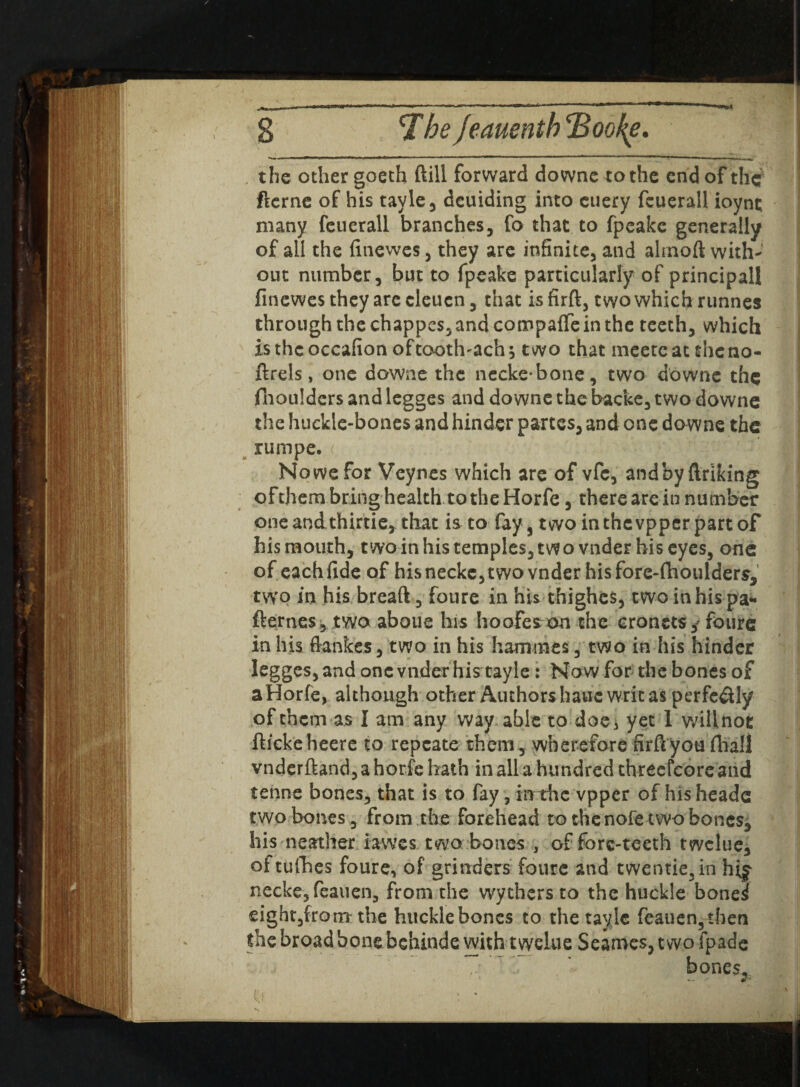 the other goeth ftill forward downc to the end of the fternc of his tayle, dcuiding into cilery feuerall ioynt many feuerall branches, fo that to fpeake generally of all the finewes, they are infinite, and almoft with- 1 out number, but to fpeake particularly of principall finewes they are eleuen, that is firft, two which runnes through the chappes, and compaffe in the teeth, which Isthcoccafion oftootlvach^ two that meeteat theno- ftrels, one downe the necke-bone, two downe the fhoulders and legges and downe the backe, two downe the huckle-bones and hinder partes, and one downe the rumpe. <. ' 19 Nowe for Veynes which are of vfc, andby ftriking of them bring health to the Horfe, there are in number oneandthirtie, that is to fay, two inthevpperpartof his mouth, two in his temples, twovnder bis eyes, one of each fide of his neckc, twovnder his fore-fhoulders, two in his breaft, foure in his thighes, two in his pa** fternes, two aboue his hoofe^on the cronets,* foure in his ftankes, two in his hammes, two in his hinder legges, and one vnder his tayle: Now for the bones of aHorfe, although other Authors hauc writ as perfectly of them as I am any way able to doe, yet 1 willnot fticke heere to repcate them, wherefore firft you (hall vnderftand, a horfe hath in all a hundred threefcore and tenne bones, that is to fay, trrthe vpper of his headc two bones, from the forehead to the nofe two bones, his neather iawes two bones , of fore-teeth twclue, oi tufhes foure, of grinders foure and twentie3in hi? necke, feauen, from the wychers to the huckle bonei eight,from the huckle bones to the tayle fcauen5tben the broad bone behinde with tyvdue Seames, t wo fpadc T ’ bones,