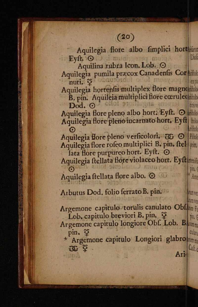 nnd Hid | | Aquilegia.flore albo fimplici hortlrin: Eyft. 9. s 5: [4 | Didi Aquilina rübra Icon. Lob. 1 Aquilegia pumila praecox Canadenfis Cor iij. nuti, c o | exp Aquilegia horteénfis multiplex flore magndjiiloyo B. pin. Aquileia multiplici fiore coeruleciiolo Dod, (0^. M» ! ix ' - ghhitisv Aquilegia flore pleno albo hortz'Eyft. C Jic Áquilegia flore'plerósncarnato hort, Ey dics | *- JMnllol Aquilegia Hore pleno verficolort;/ Gp. | Pio Aquilegia flore rofeo multiplici B. pin, ftel| pin, lata flore purpureo hort. Eyft. | Aquilegia ftellata flóre violaceo hort. Eyftitaj M dio, m ' APO | pin ( Aquilegia ftellata flore albo. € 5 —— ^ An Aibutus Dod. folio ferrato B. pin. - Mrnve | Jtimve Argemone capitulo.torulis canulato Obf] r, . Lob. capitulo breviori B, pin, |o c Argemone capitulo longiore Obf. Lob. Bin; |opin. 9 : dida | Cun * Argemone capitulo Longiori glabrojnn;, ap 9 |f Art | | eit