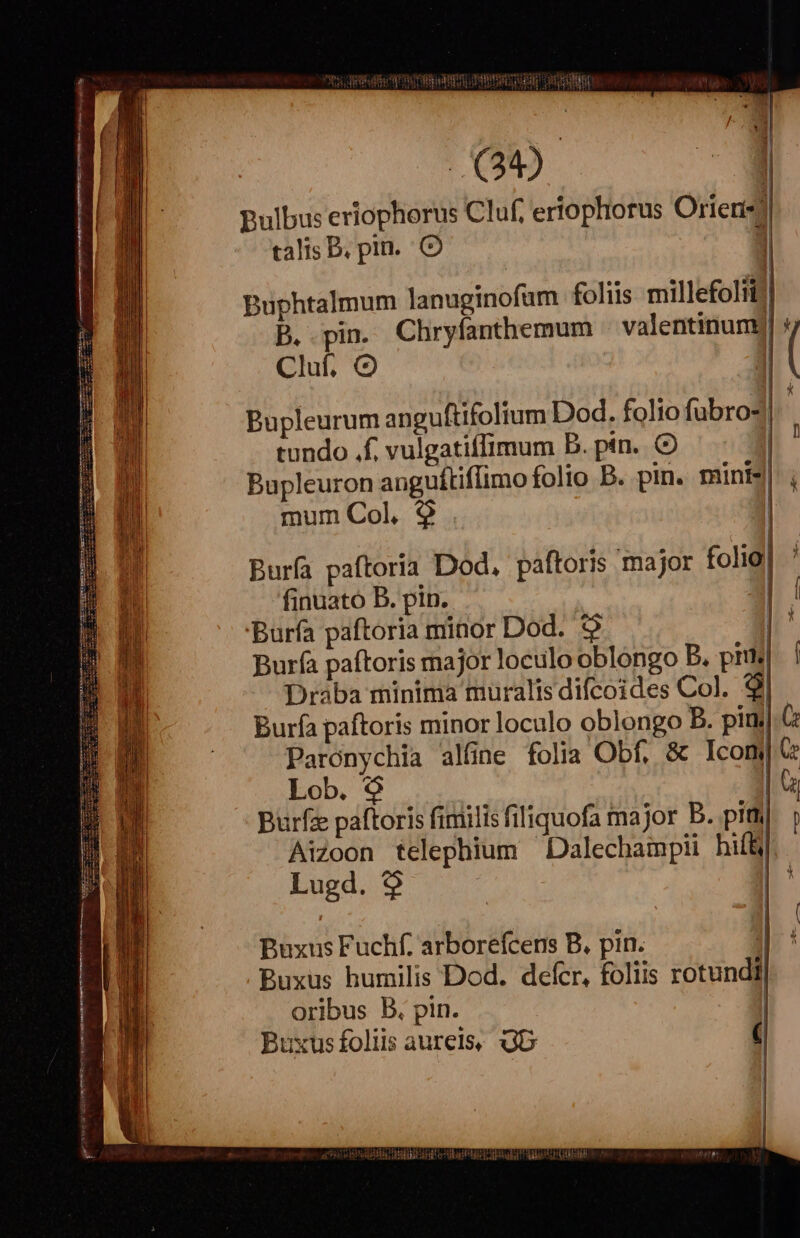 Bulbus eriophorus Cluf, eriophorus Oriens] talis B, pin... O 1 Cluf, Q tundo f; vulgatif[imum B. pin. Bupleuron anguíftiflimo folio B. pin. minis| mum Col, $9 | Buría paftoríia Dod, paftoris major folio! finuato B. pin. | 'Burfa paftoria minor Dod. $9 | Burfa paftoris major loculo oblongo B. prt Draba minima muralís difcoides Col. 9j Burfze paftoris fimilis filiquofa major B. pith| Aizoon telephium ^ Dalechampii hil Lugd. 9$ | | | | | |  n