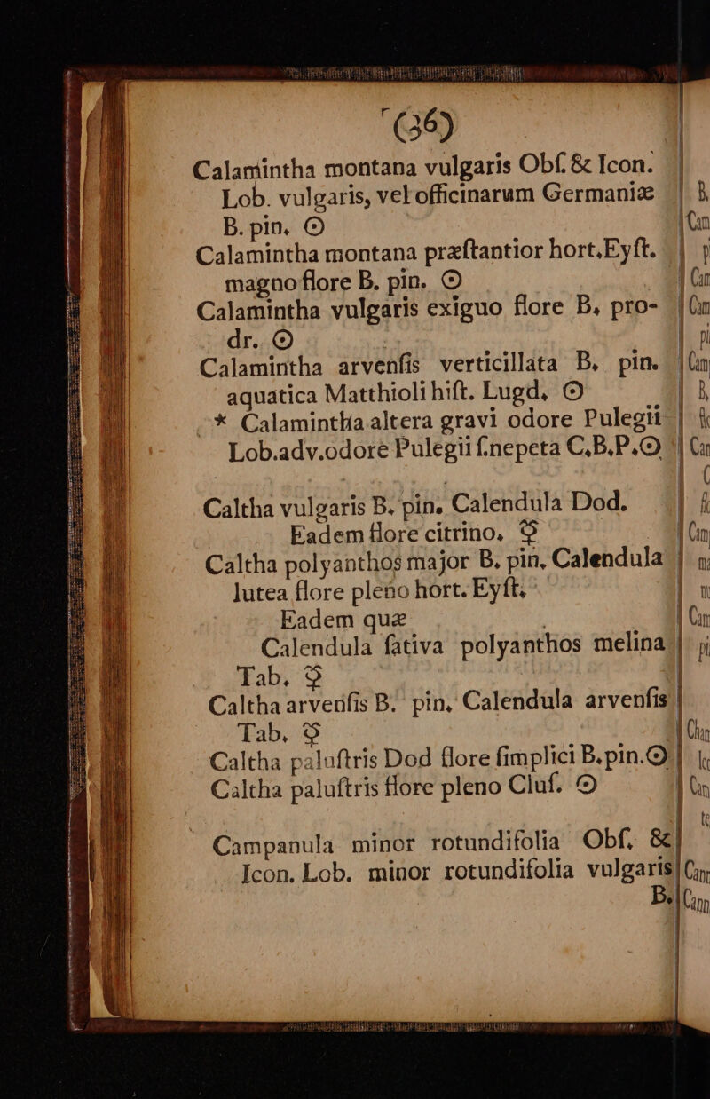 : . Sl Calamintha montana vulgaris Obf. &amp; Icon. | Lob. vulgaris, velofficinarum Germaniz | B. pin. Calamintha montana przftantior hort, Eyft. || ; magno flore B. pin. * Cr Calamintha vulgaris exiguo flore B, pro- 1 Car dr. | p Calamintha arvenfis verticillata B. pin. |(m aquatica Matthioli hift. Lugd, |.) —* Calamintlía altera gravi odore Pulegii | &amp; Lob.adv.odore Pulegii f.nepeta C.B,P,O | Ci Caltha vulgaris B. pin. Calendula Dod. | 4 Eadem flore citrino, 9 A [5 Caltha polyanthos major B. pin, Calendula | n lutea flore pleno hort. Eyft, | xu Eadem que | | Cin Calendula fativa polyanthos melina;| jj Tab. 9 i Caltha arverifis B.' pin, Calendula arvenfis | Tab. 9 |o. Caltha palaftris Dod flore fimplici B. pin. | l Caltha paluftris flore pleno Cluf. | s | | Campanula minor rotundifolia Obf, &amp; Icon. Lob. minor rotundifolia vulgarisiCy