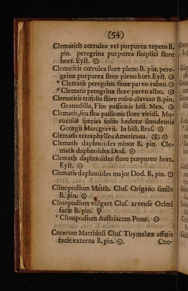 EEUU zd 2 E ee Cem E e ur —— a. A yp ro Apt M I a er ior pilis QR DAP LE ao ade «cd ids d L0 MU SETS IMILI T ic eMe. ere ini WUUEUETTUNN CUM anum | :5 (54) * Clematis peregrina flore parvoalbo, (3 Clematitis trifolia flore rofeo clavato B; pin. rucüi2 ípecies foliis hedera fcandentis Georgii Marcgravii. In hift, Braf; (9 Clematis:tetraphyllos'Americana. 35 (O matis daphnoides:Dod. (5 Eyft. (O a5 Clematis daphnoides major Dod. B, pin. Clinopodium Matth; Cluf. Origáio fimile B. pin: (9 | facie B; pin. 9$ * Clinopodiurn Auftriacum Ponz.- facieexterna B, pin. Qj. Cne- D ———AA*AA————————— -— 4