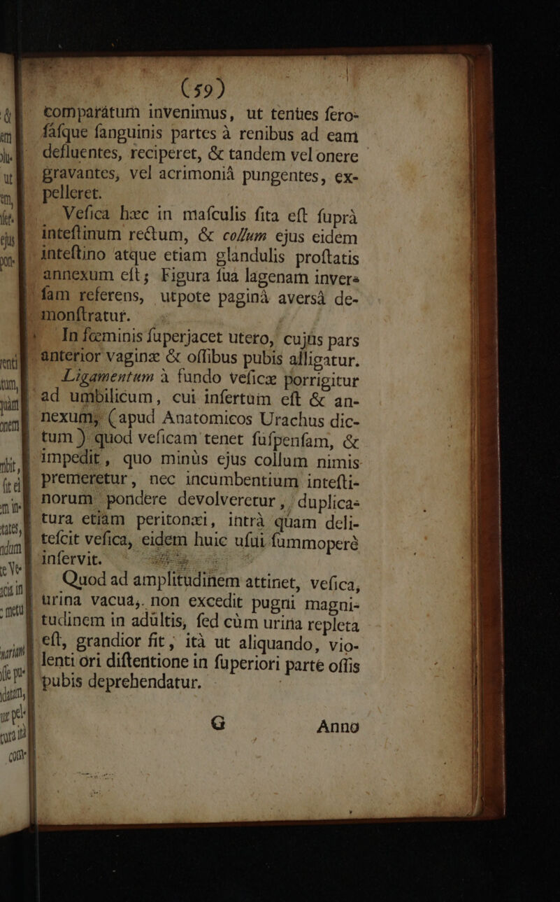 ^ i ' i | , a (59) comparátum invenimus, ut tenües fero: fafque fanguinis partes à renibus ad eam defluentes, reciperet, & tandem vel onere Bravantes, vel acrimonià pungentes, ex- pelleret. Vefica hzc in mafculis fita eft. fuprà inteflinum re&um, & co/um ejus eidem inteftino atque etiam glandulis proftatis annexum eft; Figura fua lagenam invers fam referens, utpote paginà aversà de- monftratur. In fceminis fuperjacet uteto, cujiis pars anterior vaginz & offibus pubis alligatur. Ligamentum à. fundo veficz porrigitur ad umbilicum, cui infertuim eft & an- tum ) quod veficam tenet füfpenfam, & impedit, quo minüs ejus collum nimis tura etiàm peritonxi, intrà quam deli- Quod ad amplitudinem attinet, vefica, urina Vvacud,. non excedit pugni magni. tudinem in adultis, fed càm uriria repleta eft, grandior fit, ità ut aliquando, vio- lenti ori diftentione in fuperiori parte offis G Anno