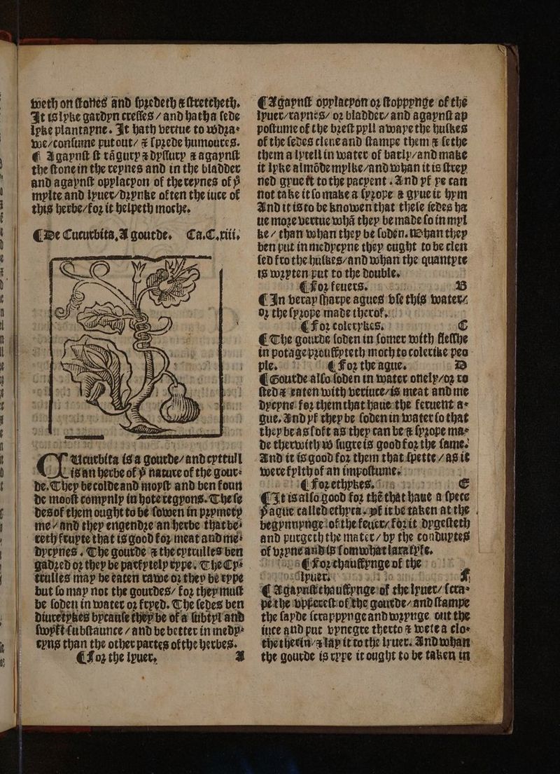 ow = — JT <S CP ES CIS wa > <S <> eh weth on ſtones and ſpꝛedeth &amp; ſtreteheth. we / conſume put out / # Ipꝛede humoures. ¶ Agaynſt ſt ragury #dyſſury # agaynſt and agaynſt opylacyon of the reynes ol Þ mylte and iyuer / dꝛyntze often the iuce of this herbe / koz it helpeth moche, CDe Cucurbits, A goutde. Ca.C.rii, TY Ucutbita is a goutde/ and cyttull Lis an herbe ot 5 nature of the gout: de. They becolde and moyſt and ben four de mooſt comynly in hote tegyons. The ſe desof them ought to be ſowen in pxymety me / and they engendꝛe an herbe that be reth fruyte that is good oz meat and me: dycynes. The gourde a the cytrulles ben gadzed oz they be packytely rype. The Cy⸗ trulles may he eaten rawe oz they be type but lo may not the gourdes/ koꝛ they mult be ſoden in water oz fryed. The ledes ben diuretykes bycanſe they be of a lubtyl and ſwykt lubſtaunce / and be better in nedy* CFoz the lyuer, C Agapnſt ovylacyonoz ſtoppynge of the Ipuer / raynes / oꝛ bladder / and agaynſt ap poſtume of the bꝛeſt pyll awaye the hultzes of the ſedes clene and ſtampe them # lethe them a lytell in water of batiy / and make it lyke almõde mylke / and whan it is ſtrey ned gyue it to the pacyent . Ind yf ye can not ta ke it ſo make a ſyzope &amp; gyue it hym And it is to be knowen that thele ſedes ha ue maze vertue whã they be made ſo in myl ke / than whan they be loden. Whan they ben put in medycyne they ought to be clen is w2yten-put to age double. {Foz feu 3 C In veray étre 81005 ble this water⸗ 02 the ſyꝛope made therof, CFoz colerykes; C ¶ The gourde loden in ſoiner with fleſſhe in potage pꝛouffpteth moch to colerike peo ple. (Foz the ague. ¶ Gourde allo ſoden in water onely/oꝛ ro ſteda enten with veriuce / is meat and me dycyne foꝛ them that haue the feruent as gue, vnd yk they be loden in water lo that theybeas loft as they can be (yzope ma⸗ de therwith w lugre is good foꝛ the ſame. And it is good fox them that lpette AS it werefylth of an impoltume. 2 € foꝛʒ eth yes. E CIt is allo good foz thẽ that have a ſpecs ague called ethyta. yl it be taken at the begpnnpnige! of the feuer / koꝛ it dygeſteth of vent audi(sſomnwharlaratyte. (Foz thauffynge of the Apuer. $44 C Igaynftchauffynge: of the lyuet / cru pe the vpßereſt of the gourde / and ſtampe the ſayde ſcrappynge and wzynge out the iuce and put vynegre therto # wetea clos the therin / lay it to the lruer. Andwhan EY