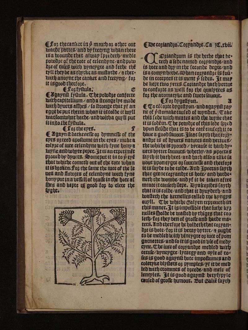 warde partes / and by fretyng whan there isa wounde that alway l[pꝛedeth / medle bowdꝛe of the rote of celendyne / and pow dzeof roles with vyneygre and ſethe th? tyll theybe as thycke as muſtarde / r ther · with anoynt the canker and kretyng / fox it is good therkoze. CFoz fyſtula. E CIgaynlt fyſtula. The powdze confecte with capitellium / anda ſtronge lye made with dyuers alſhes / fo ſtronge that pf an egge be put therin whan it iscolde it wyll warſomwhat harde/ and witha quyll put it into the lyſtula. ¶ Foꝛ the eyes. F € Agayn ſt darkeneſſe oz dymneſſe of the eyes oꝛreed apoſtume in the eyes / make a colpꝛe of iute celendyne with fyne honpx wyne and whyte peper. It is an experimẽt pꝛoued by dyuers. Dome put it in to 8 eye that whiche cometh out ok the rote whan it is bꝛoken. fo? the ſame the tuce of the le ues and flowzes of celendyne with fyne honyput in a veſſ-llof bzaſſeinthe hote al gts and kepte 18 good foz to clere the EAU) TES | RO DA, el AN (ESE A Oꝛiandꝛum is the herbe that be · teth a ſede named coꝛyandꝛe / and is hote and dꝛy in the leconde degre / and is a comyn herbe. han coꝛpandꝛe is fo: de in receptes it is ment ÿ ledes. It may be kept two yeres.Coztandze hath vertue toconfo2te as well foꝛ the quaiytees as foz the aromaryke and ſwete ſauour, CFoz dygeſtyon. ¶ Tocoiozte dygeſtyon / and agaynſt pay ne of yſtomakecauſed of wyndes. Take this ſede with meates and the wyne that it is ſodẽ in. The pow dꝛe of this lede ſpꝛed vpon flelſhe that is to be eatẽ cauleth it to haue a good ſauour. Jſaac ſayth that toꝛy; ande is of dyuers natures and vertues / the whiche is pꝛoued / bycauſe it hath dy · uers bytter lauours / wherby/ as ppoctas layth it hath heet / and hath allo a rake (a uour vpon eygre oz ſourneſle and therfozs it is layde to be colde. And Jpocras ſayth that grene coꝛyandꝛe is hote / and harde⸗ neth the wombe / and pk it be taken after meate it cauſeth llepe. Dyaſcozides ſayth that it is colde / and that it dyuydeth / and walteth the kernelles called the kyngys euyll. The whiche Galyen repꝛoueth in this maner. It is impoſſible that ſuche kyz leth-foz they ben ol groſſe and harde max ters, Andtherfoze he holdeththat cozyane dꝛe is hote / foꝛ it is veray bytter/# ought to be medled with vineygre oz iute of pom garnettes / and lo it is good in vle ok medy cyne. The iuce of cozyandze medled with ceruſe-vyneygre-Iytargy and oyle of to: ſes is good agaynſt hote impoſtumes and colerpke blyſters oz pymples-yf it be med led with crommes of bꝛeede / and mele of lentyles. It is good agaynſt heryſypyle cauſed ol groſſe humour. But Galiẽ layth I Qt, enr 2 on. — CLR oa — W — — of EEE EEC CONS