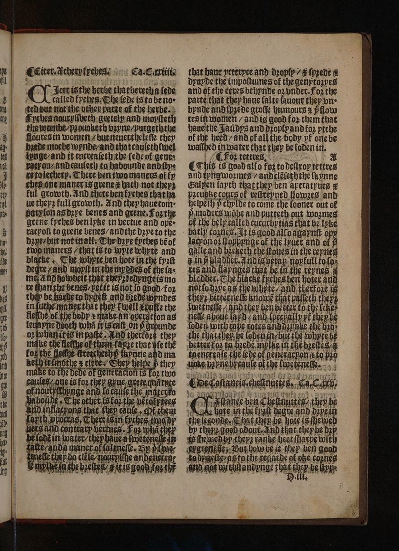 ps | il CEirer.Acheryfyches; ::: Ca-Citrtiits Ace is the herve thatbetethaſede ê called kyches. The lede is to be no ; teDbur not the other parte of the herbe. Fyches nauryſſbeth gretely and moyſteth the wambe⸗/ pz ouoke th vayne-purgeththe floures in women / but neuerthelelſe they bꝛede mache wynde / and that cauſethlwel dynge / and it enereaſeth the ſede of gene; raepon/ and caulech to habounde and tps vo to lechery. There ben two maners of fy ches one ma ner is grene t bath not they} ful growth. And there ben kyches that ha ue theyz full growth. Ind they hauetom; paryſonasdzye benes and grene. Foꝛ the grene kyches ben lyke in vertue and opee kethit{mothe x c mabe to the deve of genere saules 4 four: bs) that haue ycterpce and d2opſy/ k ſpzede # dyuyde the impoſtumes of the genytozyes and of the cexes behynde 02. vnder. Foz the parte that they haue lalte ſauour they bus bynde and ſpꝛede groſſe humours#x ÿ flow res in women / and is good foꝛ them that haue the Jaũdys and dꝛoply and koꝛ ytche of the heed / and ol all the body yk one be waſſhed in water that they be loden in. Foz tettres ¶ This is good allo foz to deſtroy tettres and eyngwozmes / and tlẽſeth the ſkynne Galyen lapth that they ben aperatyues # pzeupbe cours ok reſtreyned fllowzes and hclpeth p chylde to come the ſooner out of p,maders wöhe and putteth out wozmes of the bely called cucurbytius that be lyke lacyonoz topppnge ok the lxuet and ol Þ galle and bꝛetzech the ſtones in the reyneg b inn ladder, Andis berap nopkull toſos tes and llaynges that be in the reynes bladder, The blacks knehes ben hoter ani notlodzeas tte whrte and therkoze is theyz bitter nelkznoms that paſſeth they; ee they ben better tothe lee nete abou? lad and (pecyally yf ther be ſoden wir rape cotes ald dente che hid the thatthez he Cobeninbuf {og tubpçebe better for ta beede.mpike in che breites ee toencreale the ede of generacpon a to pzo auoks:vzynobycaule ofthe lweteneſw⸗ C aſtanee peu Cheltnuttes/ they be Az hore 3 the ty2lt degte and dere in the sone, That ten be hoteis/howel by then good odout-Jnd that they be dꝛy is ſhewed hy they rantze heet ſharpe with Ae we ene they ben good de bügelt as to the regarde of otze coꝛnes and aot with andynge QU de