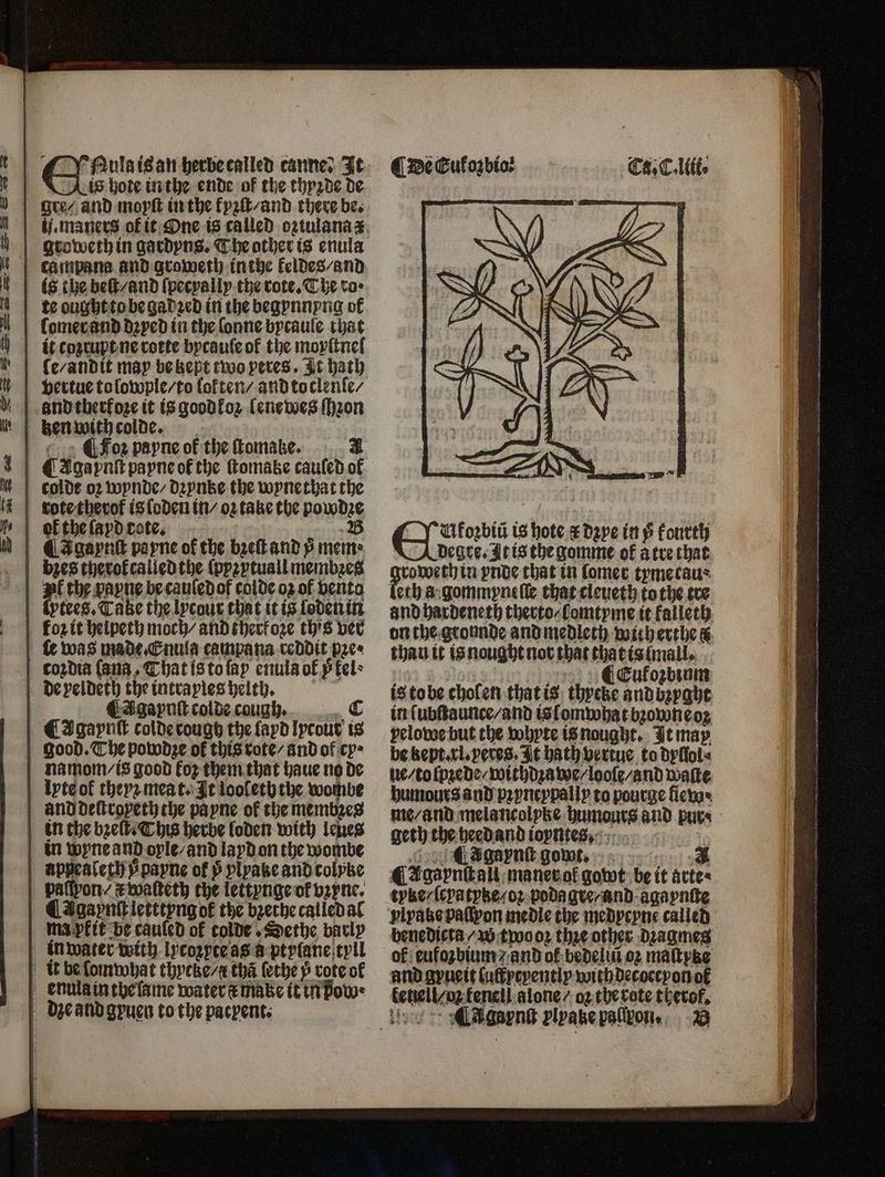 is hote in the ende of the thyꝛde de ques and moyſt in the fyzſt / and there be. groweth in gardyns. The other is enula is the beſt / and ſpecyally the rote. The to: te ought to be gadzed in the begynnyng of lomer and dꝛyed in the ſonne bycaule that it cozruptne rotte bycauſe ot the moyſtneſ le / andit may be kept two eres. It hath vertue to lowple / to loten / and toclenle / and therkoze it is goodfoz lenewes ſhꝛon Foz payne of the ſtomake. 4 colde oz wynde / dꝛynke the wynethat the | rote therof is loden in / o2 take the powdze blk the ſayd tote. B A gaynſt payne of the bꝛeſt and ÿ mem: bzes therok called the ſpyꝛytuall membꝛes yl the payne be cauſedof colde oz of vento lytees. Take the lycour that it is loden in fozit helpeth moch / and cherfoze this ver | was made Enula campana reddit pace | cozdia (ana, That is to ſap enula of tel de peldeth the intraples helt . . CIgaynlt colde cough, C | CAgaynſt colde rough the ſayd Iprout is good. The powdye of this rote / and of cy⸗ na mom / is good fox them that haue no de | Iyteof theyz meat. It looleth the wombe and deſtrapeth the payne of the membzes in the bꝛeſt . This herbe loden with leues | in wyne and ole / and layd on the wombe | appealethypayne of p ylyakeandcolyke | paſſyon/ #walteth the lettynge 72 7 9 7 | CAgaynſiletttyngof the bꝛerhe calledal ma pkit be cauſed of colde, Sethe barly in water wtth-lycozyceas a-ptyſane;tyll it be ſomwhat thycke / thã ſethey rote of enula in the ſame water tt make it in pow · de and gyuen to the pacpent. Ca. C. lili. ii is hote r dye in 5 kourth degre. At is the gomme ok a tre that groweth in ynde that in ſomer tymecaus eth a gommpneſle that cleueth tothe tre and hardeneth therto / lomtyme it kalleth on the gronnde and medleth with erthe &amp; thau it is nought nor that that is mall. | 110 CEufozbiom is tobe cholen that is thycke and bꝛyght in ſubſtaunce / and is lomwhat bꝛowneoꝛ velowe but the whyte is nought. It may be kept. xl. vero. It hath vertue to dyſſol⸗ lie / to ſpꝛede / withdꝛawe / looſe/ and waſte humoursand'pzyncypally to pourge flew me / and melancolyke humours and pur⸗ geth the heed and ioyntesʒ, Agaynſt gowt. 4 ¶ Agaynſt all maner ok gowt be it aͤrte⸗ tyke / ſcya tyke / oꝛ poda gre/ and agaynſte benedicta / w twooꝛ the other dꝛagmes of eufozbium and ot bedelin oz maſtytze and gyueit (uffpcpentip with decoctyon ok ketiell / o; tenell alone / oz the rote therof.