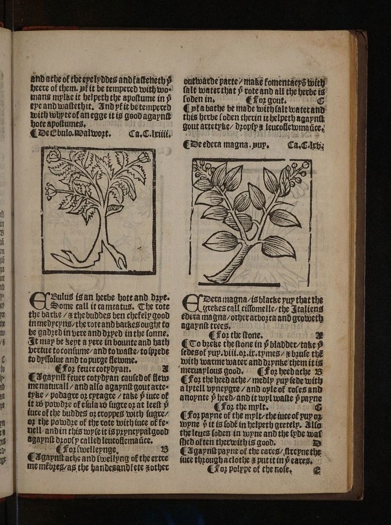 mans mylkett helpeth the apoſtume in ÿ eye and waſtethit. Andyficbetempered with whyteofanegge it is good agaynſt hote apoſtumes. | Ms CDeEbulo.tdalwozt, Ca.Ciriiitt, Bulus is an herbe hote and dzye. ome call it cameatus. The rote the barks / c the buddes ben chekely good inmedycyns / the rote and bartzes ought to be gadꝛed in vere and dꝛyed in the lonne. It map be kept a vere in bounte and hath bertue toconlume / and to waſte / toſpzede todyſſolue and ta purge flewme. | à C Foꝛ feuer cotydyan. A ¶ Agaynſt feuer cotydyan cauſedof flew menaturall/ and allo agapnſtgoutarte* tyke / podagre oz cyragre / take 5; iuce of it w powdze ofelulaw lugreozat leet x luce of the buddes oz croppes with fugte/ oz the powdꝛe of the rote with iuce of fe · nell andin this wyle it is pꝛyncypal good agaynſt dzovſy calledlencoflematice. LY CFo2\welleynge, 5 ¶ Agaynſt ache and ſwellyng of the ertre outwatde parte make fomentacys with? ſalt waterthat 5 rote and all the herbe is loden in. ¶ Foꝛ gout. 0 Cyfabarhe be made withlalt watetand this herbe ſoden therin it helpeth agaynſt gout artetytze / dꝛoply leucoflewmatice, ¶ De edera magna. puy, | CaCirts Dera magna / is blacke yup that the grekes call ciſſomelle / the Italiens edera ma gu / other arbozea and groweth agaynſt trees. CFo: the ſtonee. æ ¶ To bꝛeke the ſtone in bladder / take ÿ ledeg ol yup. viit.oz.ir-tymes/ #bzule thé meruaplous good. ¶ Foꝛ heed ache 35 ¶ Foꝛ the heed ache / medly yuyſede with à lytell vyneygre / and oyle ok roles and anoynte 5 heed / and it wyl walte y payne ¶ Foꝛ the mylt. 'G ¶ Foꝛ payne of the mylt / the iute ol yuyoz wyne » it is ſodẽ in helpeth gretely. Allo the leues ſoden in wyne and the lyde wal ſthed often therwithis good. D C Agaynſt payne of the eares / ſtreyne the jute thzoughaclothe x put it in eares. CFoz polype of che nole, €