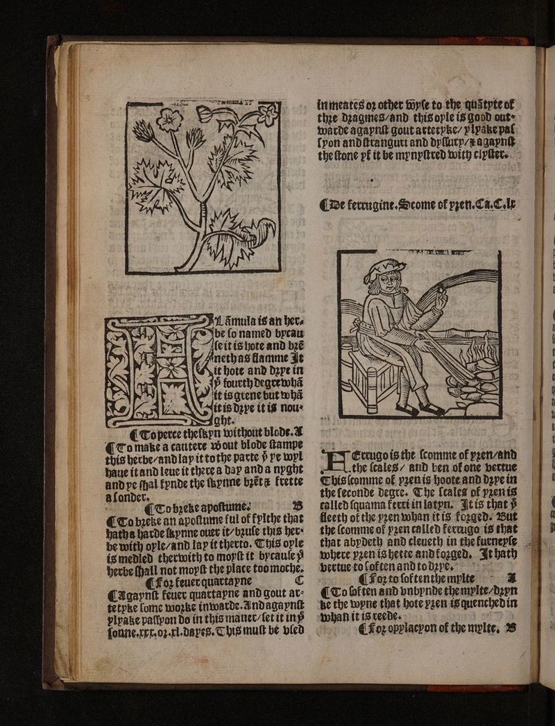 in meates oz other wyſe to the quityteof thze dꝛagmes / and this ople is good out» warde agaynſt gout artet yke / vlyake pal lyon andftrangurt and dyſury / xa gapnſt the ſtone yk it be mynyſtred with clyſter. leit is hote and bꝛẽ - Anethas klamme It > É ? 2 dP * a = Þ = ght. ¶ To perce theſkyn without blode. ¶ To make a cautere wout blode ſtampe this herbe / and lay it tothe parte ů ye wyl haue it and leue it there a day anda nyght and pe ſhal fynde the ſkynne bzet# krette 8 onder. | | CTobzeke apoſtume. B CTobzeke an apoſtume ful offylthe that haths harde lzynne ouer it / bꝛule this hers be with oyle / and lay it therto. This ople is medied therwith to moyſt it bycauſe herbe ſhall not moyſt the place too moche. ¶ Foꝛ feuer quartapne ¶ Agaynſt feuer quartayne and gout at: tetyke ſome wozke inwarde. Andagapnſk plpake pallyon do in this maner / let it inß ſonne. xxx. oꝛ. xl. dayeg. T his mult be vled CY TITRE en the ſcales / and ben of one vertue This ſcomme of yzenis-hoote and dꝛye in the leconde degre. The ſcales of zen is called ſquama kerti in latyn. It is that 5 fleeth of the yen whan it is koꝛged. But F2 the ſcomme of yꝛen/and where yzenishetce and koꝛged. It hath ¶ Foꝛ to ſoftenthemylte 1 ¶ To boften and vnbynde the mylte / dꝛyn € Foꝛ opylacyon of the mylte, B np r ag SS Q” — ES wv» ws co + — = D
