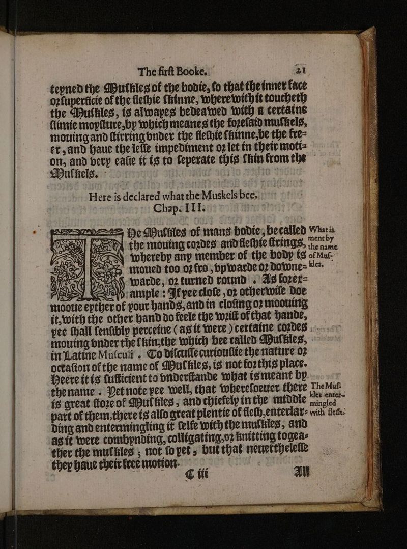 et ke eens : ee Steet tepnedthe Authies of the bodie, fo that the inner face o2fuperticte of the flethie fatnne, wherewith tt toucherh the Wuthles, is alwapyes bedeawed with a certains lime mopituve,by tobich meanes the forefaty muttels, moutitgand Kirringbnder the flethie {rinne,be the fre er, and Haue the lefle impediment oz let tn these mott= oD, hei eatte it ts to feperate this Thin from the Duffels. = idea i Here is declared what the Muskels bee. Chap. If. : a HeMuthles of mans bodie, becalled Bd) West : ARSY Kel: ample : Ff vee clote ,o2 otherwile Doe sootic epther of your bands, and tn clofing 02 mooutng it, with the other hand do feele the weit of that hande, i Latine Mu(culi . To difaulle cuvioufite the nature 02 octation ofthe name of Wuthles, is not for thts place. Weere itis {ufficient to buderfande what tsmeane by chenante « Detnote yee well, that wherefoeuer there is great fore of Aputkiles , and chiefelp inthe middie Ding andentermingling it Celfe with the muttiles, and agit were combynding, colligating,o2 buéting togeas ther the mulhles ; not fopet, butthat neuettheletie they haue their free motion. 2 The Mute ifens
