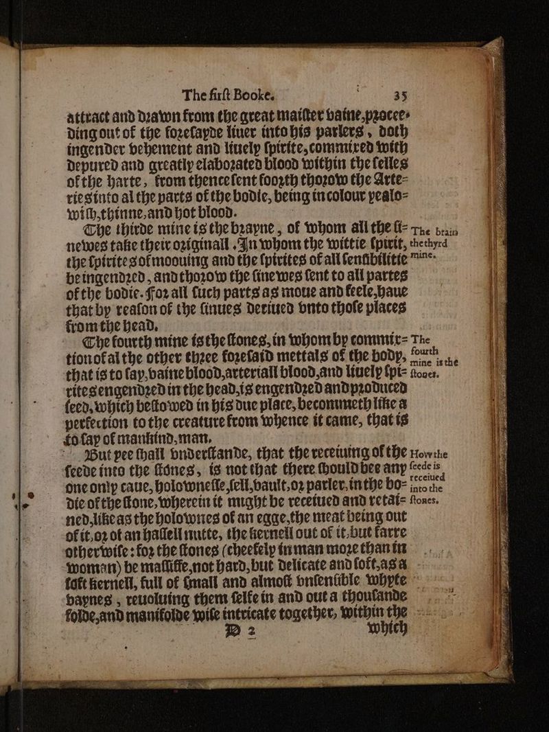attract and Deaton from the great matter batne,pracces Dingout of the fozefaphe liner intobis parlers , doth ingender behement and lively (pirite, commired with Depured and areatly clabozaten blond within the feiles ofthe harte, trom thencefent foorth thozow the Arte- riesinto al the parts of the bodic, bemg trcolour peato- wih,chinne,and hot blood. : The thirvde mine is thebzapne, of whont all the l= te prin nevoes take thetc oziginall .4n whom the wittie (pivtt, thechyrd the fpiritesofmoouing and the {ptrites of all fenfibtlitie ™* beingendzed, andeho20.w the finewes fent to all partes ofthe bodic. forall {uch parts as moue and feele,paue that by reafonof the finues deciued bnto thofle places fromthe bead, : , The fourth mine isthe tones, in wont by commte= The tionofalthe other ehzce forefaid mettals of the body, Omr that isto fay,baitte blood, artertall blood,and lively fpt= froaes. ritesengendzed tit the bead.is engendzed andDpzoduced (eed, which beto wed in bis due place, beconmuneth ithe a verfection tothe creature from whence it came, thatts fofay of mankind. man, | | But pee hall bnderlande, that the recewttg of the rowshe feede inte the ines, is notthat there houldbee any «dis oneonty cave, holownefle (ell,bautt.oz parler, inthe bo- bain Dic ofthe fone, wherein t¢ might be recetued and retat= foxes. ned.libeas the holownes of an eqge,the meat being out of it,o2 of an hallell mutte, the ferneli out of tt.but farre otherwife: for the tones (cheetelp timan moze than ti woman) be mafliffe,not hard, but delicate andloftasa - foft Rerniell, full of {mall and almott bnfentible whpte ~ baynes , reuoluing thens felfein and outa thoutande folde,and manifolde wile pent together, ag : 2 ¢
