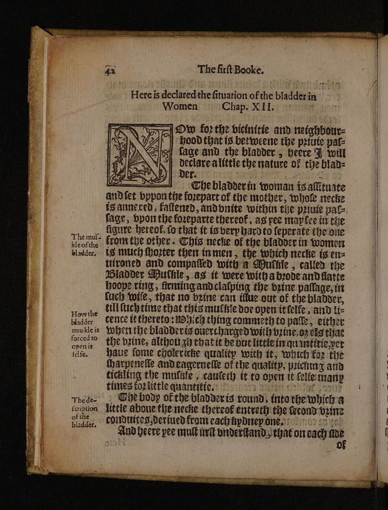 The muf. kle ofthe bladder, How the bladder muskle is forced to openiet felfe. Thede= {cription of the bladder. saat wish sot es fal TR an nt sp Sar INS SIFU ise iy Bob DSS The firft Booke. Here is declared the fituarion of the bladder in eis: Women Chap. XII. 9) | Ow forthe bicinitie and neighbour- Hood that 13. betweene the psiute pat | fage and the bladder, beere F wilt eeloNe alittle the nature of tye biad= er. Cj a Che bladder in woman is alituate andfet bppon the forepart of the mother, whole necke fage, bponthe foreparte thereof, as yee maptee itt che figure hereof, fo that it is berp yard to {eperate the one from Che other. Chis necke of the bladoce it women ts much hoster then tnmen, the which necke ts en= Lirened and compatted with a Wulhle ; called the Wiadder Wulhle, as it were with abode andflatte Hoop? ring, firming andclatptng the deine paflage, tit fuch wile, that no beine ‘can tue out of the bladver, Cilifuch time that this multie doe open ittelfe and tie cence it thereto: wohicy thing commeth to palle, either wher tHe bladders ouercharged witiy baine, op es that the brine, althouzi thatit he bortitee linquintitic,yet Haue fone chotevicke quatity with it, which fez the harpenelte andeagernelle of the quality, pricking and tickling the muféle . caufeth it to oper tt (eliemany. tines for little quantities: © oy ae oo Tat eee — Ghe body of the bladderts round, into the whicha Kittie aboue the necke thereof entreth the tecond bine condtites deriued from cach hpdiep ones: oo gore) oo. a ee, rT ~~ —hlU CS le ee