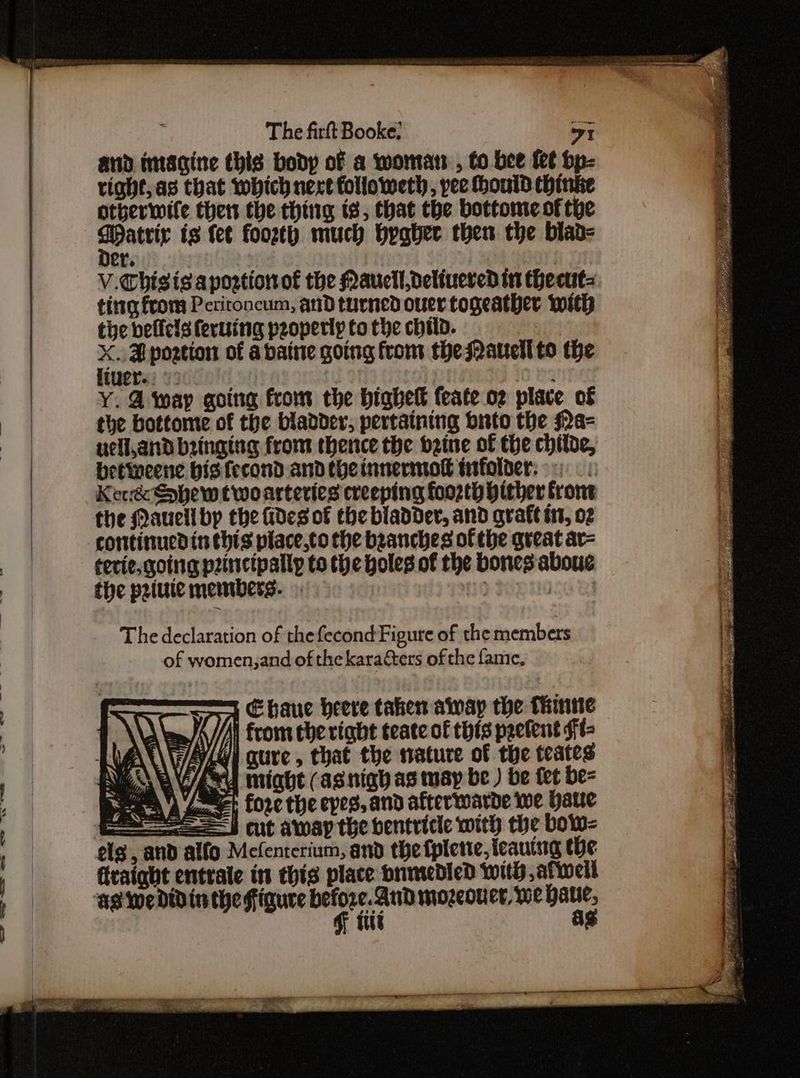and imagine this body of a wontan , to bee fet bp- tight, as that which nert followethy, pee Hould thinke otberwife. ther the thing is, that the bottome of tye ae is fet foozty much byater then the biad- er. | 43 7 V.Thisisaportionof€ the Maucil,deliuered in thecut= titte from Pcritoncum, and turned ouer togeather with the velicls feruing peoperly to the child. | ae H postion of abaine going from theattell to the Y. A wap going from the bighell feate.o2 place of the bottome of the bladder, pertaining brto the Na- uell,and bringing from thence the deine of the chtide, betweene bigs fecond andtyeinnermol infolder: «) . &amp; Ker Shew two arteries creeping foo2to hither trons the Mauelibp the fides of the bladder, and graft i, 02 terie, going pencipally to the holes of the bones: abouc the pie members. . He 138 The declaration of thefecond Figure of the members of women,and of the karacters of the fame, : i Ebaue heere taken alway the Thine | \) an /Ai from the right teate of this prefent Ft AN\\/AVAN] gure, that the ature of the teates fw i] il might (as nigh as way be ) be fet be- wee) ‘7a fore the cpes, and afterwarde we Hate = =—J cut away the ventricle with the bow= —-