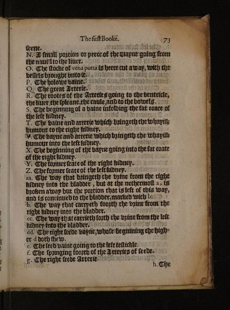 ae =~ —— Ni S Mall portion o7 peece of the wayne going from the nautilto the ttuct. WIN a | O. Che ttocke of vena porra is here cut away, with the P. Ghe holowe vaities: 9 GH Wana etos Q. The great Arteries D. R.-@he rootes of the Arteries gotng to the hertvicle, theliucr the (pleanc,the caule,and to the bowels. S. Che beginning of a baine infolding the fat coate of the left kidney. BONE SUbe 3173 Ie ranged TF T. Obe baine and arterte which beingeth the whayeh humour to the right fionep. | Humour into thelett honey. pa X. Che begirining of the dayne going into the fat coate of the right kidney. Z. The former feateot the left kidney. aa. Ghe Way that beingeth the brine from the right kidney inte the bladder , but at the nethermof 2, ts broken away but. the postion that tsiett of thts way, and is continued to the bladder, marked with bi: > right HDnep into the bladder. bo cc. Ghe way that carrieth forth the bzine frome the lett kidtep into the bladder. elt erdpothihew. | e. The leed vaine qoing to che left tekttchie. f. THe Cpainging fooetd of the Arteries of feede- o, Cheright teede Arteries 8 ; = ~ ; é 3 4