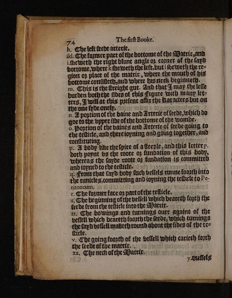 a - The firt Booke. ikl. @he former part of ehe bottome of the Matric ard iLthewweth the right blunt atigle oz cozner of the fap bottome, where k Hheweth thelet,but | Heweth the re- gio o2 place of the matrix , where the mouth of bis bottome contifteth,aud where his ces beguiety.. m. Chis is the treight gut. And that Fj may Che letie burden bothehe fides of this figure with many let- ters, F willat this peclent afte the Haracters but.on theonefpdeonely. 9. org opp n. B postion of the baine and Arterie of (cede, which do — goe to the bpper fide of the bottome of the womrbe. o. Portion of the baines ard Arterte-of feede going to the tefticle, and there iopning and going together, Aud conttituting. AS) sakpotaetporn cs p. B bodp tike thefpire of afeepie, and thts letter p. Doth popnt hs che voote og {undatton of this body, smbereas the fapde voote of €undation 1s committed and topned tothe tedide. (0) seen oungion qi from that Cayd body fuch beffels runne foosth into ithe tunicles,committing and topning tye tefficle to Pc- ritoncum, |: Yu se) OAC A Ten r. Che former faccorpartotthetetticle, 0) s. he beginning ofthe bellell which beareth forth the Ceede fromthe tefticle intothe Mati. tt. The bowings and turntigs over againe of the Herlell which beareth forth the {eede, which turnings apa cranes of thete= — fttele. i v. The coirg foorth of the hellell which carieth fo2th the {eeDeoftbe mattir.. 2 8 | xx. Ohe nech ofthe Matty: 9. ee } y eaelels