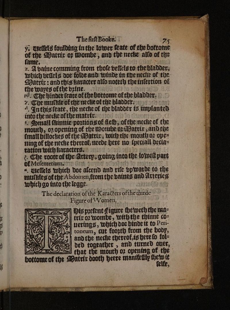 ¥. Uellels fouldinig in the tower feate of the bottome zp the Watric o2 Wombe, and the necke allo of the ame, anew z. Apatne comming from thofe deffels to the bladder, which bedels doe folde and winde tn the necte of the: Matric: andthis haracter allo noceth theinlertion of thewayesofthebzine. 9. 8. Che hiner (eate of Che bottome of che bladder. | Y. The mulhle of che necke of the bladders.) ey 4. Inthisteate, the necke of the bladder 3 unplanted into the necke of the ntatrte. | | ¢ mail thinnte:poztionsof flew, of the necke of the mouth, op opening of the wWombe o2WDatrte andthe (mall billockes of the Matric; noiti the moutho2 ope= ning of the neche thereof, neede Here no tpeciail decla= tation with karacters. OTST) 96 wartse 2. The roote of the Artery; going inte the tovwell pare of Mecfentetiume on So ¥ nl «, weflels which Doe afcend and rife bpwarde to the mufhies of the Abdomen, from the baines and Arteries which ao tntothelegge. Pn oh The declaration of the Karaters ofthe thirde ~ Figure of VV omen, FF) Oils prefent Figure he weth the ma- trix o2 wombe, withebhe thine co- <=all nerings, which doc binde tt to Peti- toncum, cut foorth from the boop, 735) anntbhe neche thereof.ts bere fo fol= CONE DeD togeather , and turned over, that the mouth o2 opening of the {cife,
