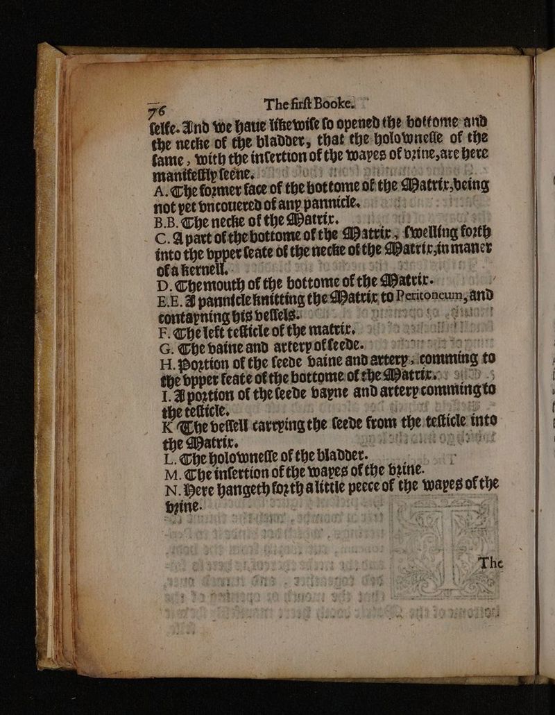 BREDA Sirk PRR AK ed, et POA ESS HERI TN RR RIE AE err AR : TE ng eae 76 The firft Booke. Colfe. And We Harte ike wile fo opened tbe bottome and the neche of the bladder, that the polownelie of the fame, with the infection of the Loapes of bzine,are Here mantfetipfecne, Fe) ec A. Che former face of the bottome of the Matttr.being not pet bucoucred of any parinicie. : ihe: BB. Che necke oftheMatitr., ne C. Apart ofthe bottome of the Matric; fwelling forth into the bpperfeate of the necke ofthe Watrictiumaner ofakernell.. — ocie to Gest SD SIT! SIC aE D. Themouth of the bottomeofthe Mater. EE. d panntclehnttting the Matrix, to Petitoneumyand toutapnina bisbelicig: F. Ghetett tetticle of the matric. sisal G. The baine and arterpottecde. sone sit Faye: H. Postion of the feede baine and artery: comming to the bpper feate ofthe bottomeofrhe Mattits:: 92) 5 1. HB postion of the teede hayne andarterpcomiming to K Coe dellell careping the teede frome the. tefticle inte the Watrtr. Avot aut opdvdat L. Gheholownelle of thebladoer. M. The infertion ofthe wapes ofthe brine. MB harigeth forth alittle peece of the wapes of the