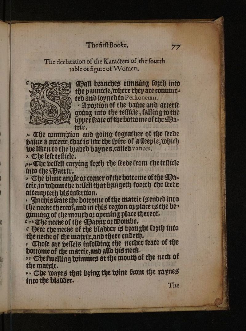The declaration of the Karacters of the fourth table or figure of Women. eeu Mail branches ttinniing forth into NSeY the panntele, where they are commit= ze fed and toyned fo Peritoncum. we ‘A portion of the baine and arterte EN going tuto the tellicie , falling to the £ bpperfeate of the bottome of the Spa- » Che commirion and going togeather of the leede hate ¢ arterie. that ts ithe the (ptce of a feeple, which we liken to the beaded bapnes,called vatices, a Che lett telticle. ue Ghe dellell carping fosth the feede from the tetticle into the Watrtr. v Ohe blunt angle o2 coer ofthe bottome of the Ma- trit.in whom the bellell chat beingeth toopch the fecde attempteth his tnfertion. s Inthis teate the bottome of the matric isended into the neche thereof,anvd in this region o2 place ts the be= ginning of che mouth o2 opening place thereof. cou@be neche of the Matrix 02 wBombe, ¢ Pere the necke of che bladder is brought forth into the necke of the matrir,and there endetl. s Thole are hellels infolding the nether feate of the bottome of the matric and alfo His neck. vr Che lweilling beimmes at the mouth of the neck of the matric. v» Ghe waves that bring the bene from the rapnes into the bladder.