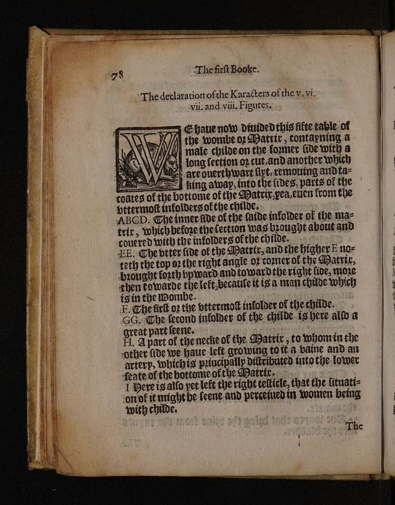 —— 78 The firft Booke. ~The declaration ofthe Karacters of the v. vi. vu, and-viil, Figures. 5 Ehauenow diuidedthis fifte table. of i the wombe o2 Matrix, contapning a ALG male chiloeon the foxmer (de with a WANE long fection o2 cut.and aitother which Se 1) 22» ave overth watt fipt, remouing aiid Ca= Tera lE= | hing away, into the fides, parts of (he — coates of the bottume of the MPatvir,pea.cuen front the Httermotl infolbersof the chloe. - ABGD. Ghe inner Ade of the faide infolder of the nta- trix, which before thefectton was beougyt about and couered with the infolders of the chtice. FE. Che beter fide of the Matrtr, andthe Higher E no- teth the top 82 the right aniale o2 comer of the Datrir, prouqht forth bpward and toward the right fide, moze chen towarde the left,becaute 01s a mat childe which igin the wombe. F. Che fire 02 che ottermok infoloer of the childe. GG. Ghe fecond infoloer of the chiide. ts here alto a great part feene. . H. Apart of thenecke of the Watrte, te whomin the other {ide we have left growing to t€ a. bane and av artery, whichis pivctpallp Diftributed tito the lower feate of the bottome of the Water. wee { Here tg allo pet left the right tetticle, that the fituatt- onof temrightbe feene and percetued ins Monten being with chide. :