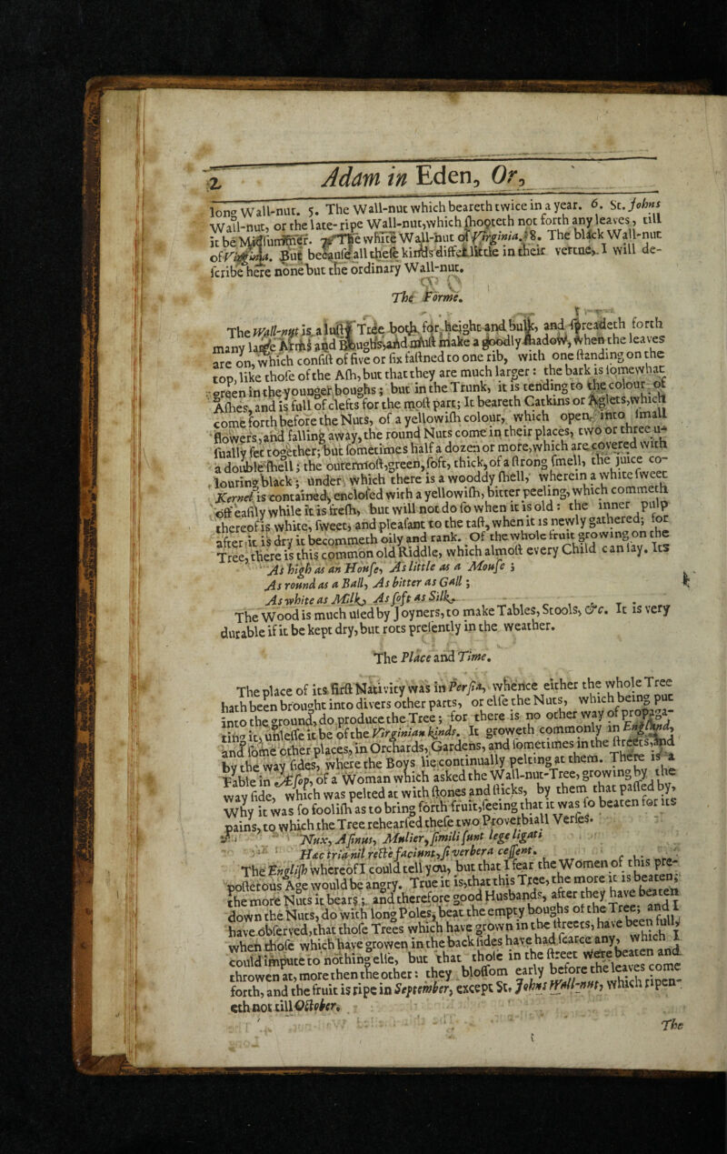 Ion*-Wall-nut. 5. The Wall-nuc which beareth twice in a year. 6 Si. Johns Wa?l-nut, or the late- ripe Wall-nut,which |ho9teth not f^th any > till it be M^rurrf&'ef. white Wall-hut otyirgimaj^. The blick Wa 1-nut be^ufe^all the(e kiillls'diffdUktle in their vertae>. I will de- Icribe here none but the ordinary Wall-nut, The ^orrnu t r f ; Tcie boij^for.ineigkandbufc and4rcJdeA forth many la^e M*i atld ®uglfe^d aM make a ^dly*adoW, ^hen the leares are on, fech confift of Hve or fix faftned to one tib, with one handing on the top, like thofe of the Afh, but that they are much larger: the bark is Ipmewhat :• green in the youngehboughs; but in the Trunk, it is tending to the colour Albes, and is full of c\efts for the moft part; It beareth Catkins or %lets,vyhiclt come forth before the Nuts, of a yellowifo colour, which open.; into Imall ■iflowefs,arid falling away,the round Nuts come in their places, two or thjee u- fuallv fet together; but fometitnes half a dozp or more,which are covered w a double^eil j the outernioft5greeh,roft, thick, of a ftrong fmell, the juice co- . lourin?black^; under' which there is a wooddy fhell, wherein a white fweec * Kern As, contained^ enclosed with a yellowifo, bitter peeling, which commeth .foffeafilywhileit isfrefo, but will not do fo when it is old: the inner pulp 'thereof is white, fweet, and pleafant to the tad, when it is newly gathered; fon Siz il dry it becommeth oily and rank. Of the whole Irmt growing on the Treej there is this common old Riddle, which almod every Child c an lay. It,> ' As highas anHonJe-i As little as a AAotsJe j As TOfind as a Ball-) As bitter a,s G^ll; Asvphiteas JlAilkji As foft as Siilk» , ^ ^ t* The Wood is much uledby Joyners, to make Tables, Stools, o £■. It is very durable if it be kept dry, but rots prelently in the weather. The Place and Time, ThepUce of itsfirft Nitivity w»s inPfr/4, vv^bence either the whoIeTree hath been brought into divers other parts, or elfe the Nuts, which bein„ p into the fftoun^, do produce the Tree; for there is no ocher wayo pr tifi='ic,u&e(feitbe'oftheW>X/'»><i»y»dx. It groweth commonly and foiie other places, in Orchards,.Gardens, and bv the way fides, where the Boys lie continually peltinyc them. Table in of a Woman which asked the Wall-nut-Tree, wav fide wiich was pelted at with (Jones and fiicks, by them that parted by. Why it was fo foolKh^as to bring forth fruit.feeing that it was fo beaten tot us pains, to which the Tree rehearfed thefe two Pio vetbiall VerfeS. mcMahitreBifadmhfiwrhracejfeM:. The E»jr/<yJ> whereof I could teliyou, butthatifear the Women of this pre- pofletouJ Age would be angry. True it is,thac this Tree, the more l^hetnofe Nuts it beat; and therefore Sooj^Husbands, after they have beate down the Nuts, do with long Poles, beat the empty boughs ot the Tr«, and bave obferved.that thofe Trees vvhich have grown in have been fully wheti dioie which have gtowen in the back (ides have had fcatce any, rokdSteio nothihgelle, but that thole inthelJreet W^eheatenand throwen at, mote then the other: they bloffom ^ .ipjn- forth, and the fruit is ppe in Stftcmtcr, except St. Jthifi ml-m, which npen