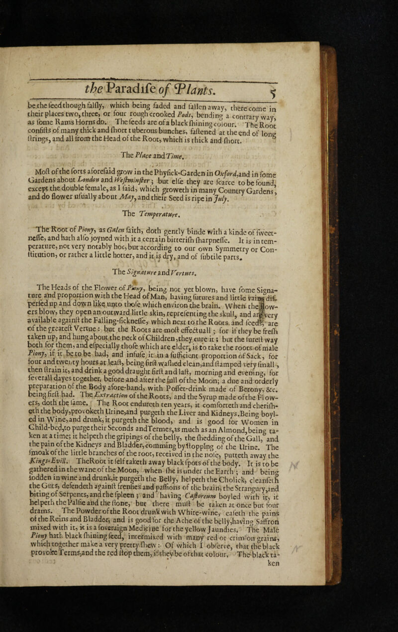 the Paradife of 'Plants. 5 be the leed though falfly, which being faded and tallenaway, there come in their places two, three, or four rough crooked bending a contrary wav as fome Rams Horns do. The feeds are of a black fhining colour. The Root confids of many thick and ftiort tuberous bunches, fattened at the end of lone firings, and all iroin the Head of the Root, which is thick and fliorc. ^ The Place andT/«?f. Mott of the forts aforefaid grow in the Phyttck-Garden in Oxford,md in fome Gardens about London and iVeflmJnftery but ehe they are fcarce to be found except the double female, as I laid, which groweth in many Country Gardens, and do flower ulually about May.^ and their Seed is ripe in July, * The Temperature, The Root oiPiony, as Galen faith, doth gently binde with a kinde of fweet- nefle, and hath alio joyned with it a certain bitterifn fharpncffe. It is in tern- ppature, not very notably hoc, but according to our own Symmetry or Con- ttitution, or rather a little hotter, and it is dry, and of fubtile parts* The SignatureundTertues, The Heads of the Flower ofbeing not yet blown, have fome Sienna- ture and proportion with the Head of Man, having futures and little vains°difl perled up and down like unto thofe which environ the brain. When- thevfiow- ers blow, they open an outward little skin, reprefenting the skull, and ar||very available againtt the Falling-ficknefle, which next to the Roots, and feed§i are of the gr^ateft Vertue: but the Roots are mott effectual! j for it they be frefb taken up^ and hung about the neck of Children,they cure it j but the lurett way both for them, and efpecially thofe which are elder, is to take the roots of male Piony, if it be to be had, and infufe .it in a fufficient proportion of Sack, for four and tvyeuty hours at leatt, being firft waflied cleanjand ttamped very ttnall, then ttrain it, and drink a good draught firtt and latt, morning and evening, for levetall clayes together, before and after the .lull of the Moon; a due and orderly prepamion of the Body afore-hand, with Poffet-drink made of Berony, &c. being hm had. P\\q. Extraction of the Roots, and the Syrup made ofthe Flow- ers, doth the lame. ■ The Root endureth ten years, it comforteth and cherifh- eth the body,provoketh Urine,and purgeth the Liver andKidneys.Bein^ boyl- cdin Wine, and drunk, it purgeth the blood, anj is good for Women in Ghild-be4,to purge their Seconds andTermes,asmuch as an Almond,bein^ ta¬ ken at a time; it helpeth the gripings of the belly, the fliedding ofthe Gall,°and the pain ofthe Kidneys and Bladder, comming by flopping of the Urine. The Ijwoak of the little branches of the root, received in the nole, putteth away the Kings-Lvill, TheRoot it felf taketh away black fpots ofthe body. It is to be gatheredmthewane ofthe Moon, when (he is under the Earth ; and beino' iodden in wine and drunk,it purgeth the Belly, hel peth the Cholick, cleanfeih the Guts, defendeth againtt frenfies andpaffions of the brain; the Stran^^uryjand biting of Serpents, and the fpleen ; and having Cafioreum boyled with it, it helpeth the Palfie and the ttone, but there mutt be taken at once but four drams. ThePowder ofthe Root drunk with White-Wine, eafeth the pains of the Reins and Bladde-r, and is good for the Ache of the belly,having Saffroii mixed with it, k is a foveraign Medicine for the yellow J aundies. The Male hath black fhining feed, intermixed with many red or crim on c»rains, which together make a very pretty Tliew:- Of which I obferve, that the black provoke TermSjand the red flop them, if-thev be ofthat colour, The-black ta¬ ken