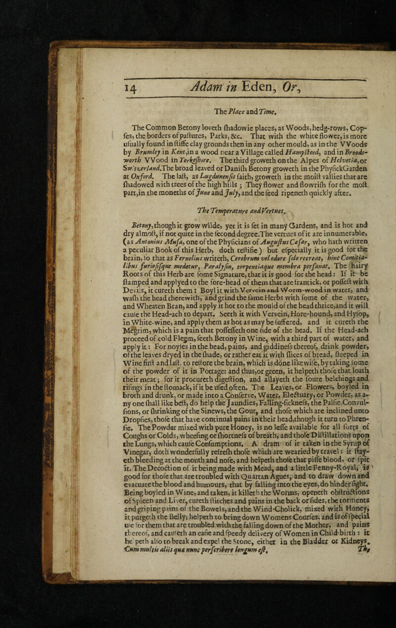 The Thee andTime, The Common Betony loveth ftiadowie places, as Woods, hedg-rows, Cop- fes, the borders of pallures, Parks, &c. That with the white flower, is more ufually found in ftiffe clay grounds then in any ocher mould, as in the Woods by Trumlej in Kent^in a wood near a Village called HampBeed, and in Broods- Tvorth Wood in Torkejhtre, The third groweth on the Alpes oi Helvetla^oz Sw'tz.erUndJV\\t broad leaved or Danilh Betony groweth in the PhyflckGarden at Oxford, The laft, as Ltigdunenfs faith, groweth in the moifl vallies that are lhadowed with trees of the high hills ; They flower and flowrifli for the moft part,in the moneths of Jme and and the feed ripeneth quickly after. The Temperature and VertHes,^ though it grow wilde, yet it is let in many Gardens, and is hoc and dry almofl, if not quite in the lecond degree.The vercues of it are innumerable, (as Anton'ms Mnfa^ one of the Phyficians of Angufitts Cafar^ who hath written a peculiar Book of this Herb, doth teflifie ) but efpecially it is good for the brain, ib that as Ternelins writeth. Cerebrum vel odore folo recreate hinc Corrutia- llbus furiojifque medetury Turalyfny torpentlaque membra perfanat. The hairy Roots of this Herb are fome Signature, that it is good for the head; If it be ftamped and applyed to the fore-head of them that are frantick, or pofleft with Devils, it cureth them t Boyl it with Vervein and, Worm-wood in water, and walh the head therewith, and grind the fame Herbs with fome of the water, and Wheaten Bran, and apply it hot to the mould of the head thrice,and it will cauie the Head-ach to depart. Seeth it with Vervein, Hore-hound, and Hylbp, inWhite-wine, andapplythcmashot asmaybefuffered, and it cureth the M^rim, which is a pain that poflelfeth one fide of the head. If the Head-ach proceed of cold Flegm,feeth Betony in Wine, with a third part of water, and apply it: For noyles in the head, pains, and giddinefs thereof, drink powder, of the leaves dryed in the lhade, or rather eat it with flices of bread, fteeped in Winefirft andlafl, to reflore the brain, which is done iikewife, by taking lome of the powder of it in Pottage: and thus,or green, it helpeth thofe chat loath their meat; for it procurcch digeflion, and allayeth the foure belchings and rifings intheftomack,ifitbeufedoften. The Leaves, or Flowers, boyled in broth and drunk, or made into a Conferve, Water, Eleffuary, or Powder, as a- ny one fhall like bell, do help the Jaundies, Falling-ficknefs, the Pairie,Convul- lions, or Ihrinking of the Sinews, the Gout, and thole which are inclined unto Dropfies, thofe that have continual pains in their head,though it turn to Phren- lie. The Powder mixed with pure Honey, is no lelTe available for all forts of Coughs or Colds, wheeling or Ihortnefs of breath, and thofe Difliliations upon the Lungs, which caufe Confumptions. A dram of it taken in the Syrup of Vinegar, doth wonderfully refrelb thofe which are wearied by travel: it ftay- €th bleeding at the mouth and nofe, and helpeth thole that pilfe blood, ot fpic it. TheDecoftion of it being made with Mead, and a little Fenny-Royal, is ' good for thofe that are troubled with Quartan Agues, and to draw down and evacuate the blood and humours, that by falling into the eyes,do hinder fight. Being boyled in Wine, and taken, it killer h the Worms, openeth obftruiflions , of Spleen and Liver, cureth flitches and pains in the back or fides, the torments and griping pains of the Bowels, and the Wind-Cholick, mixed with Honey, it purgeih the Belly,' helpeth to bring down Womens Courfes^ and is of fpeeial Hie for them that are troubled with the falling down of the Mother, and pains tl ereof, and caiileth an ealie andlpeedy delivery ofWomen in Child-birth : it he peth alio to break and expel the Stone, either in the Bladder or Kidneys, Muhfs aliis qua nmc perfiribm hngum ejb, Thf