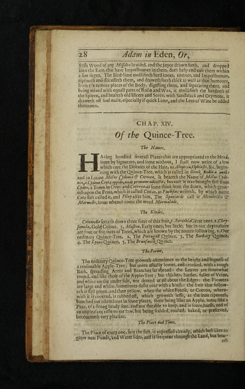 frefli Wood of any Mijfelto briiifed, and the juyce drawn forth,' and dropped into the Ears, that have Impofthumes in them, doth help and eafe them within afewdayes. The Bird-lime mollifieth hard knots, tumors, and Impofthumes, ripeneth and difculfeth them, and drawethforth thick as well as thin humours, from the remote places of the Body, digefting them, and leparating them, and being mixed with equall parts of Rofin and Wax, it mollifieth the hardnefsof the Spleen, and healeth old Ulcers and Sores, with Sandarack and Orpment, it draweth off foul nails, efpecially if quick Lime, and the Lees of Wine be added thereunto. CHAP. XIV. of the Quince-Tree. The Names, TT MT Aving handled feverall Plants that are appropriated to the Head, |b iPwB fomeby Signature, and fome without, I fliall now write of a few 1 , J§ which cure,the Difeales of the Hair, as Alofecla^Ofhlafts^ &c. begin- '^^’ning with the Quince-Tree, which is called in and in Latine Malus Qdonia & Cofonea, It beareth the Name of Cydo- nia^d, Cydone Cret<£ oppido^undeprimum adve6ta^ becaufe it was brought firft from Cydon^ a Town in Cretex and Cotonea^z^ fome think from the down, which grow- eth upon the Fruit, which is called Cotton^ as FHchfiasy/rkcth, by which name firft called it, and after him. The Spaniards qsXX it MembrilUo & Marmello, from whence come the word Marmalade, ■ . . ■ -t The Kindes, Columella letteth down three forts of this fruit,t .StruthiaQtzix. ot[t^,^,Chry^ Gold Colour. 3. Early ones, but little; but in our dayes,there are four, or five forts of Trees, which are known by the names following. i*Ouc ordinary Quince-Tree# 2, The Fortugdll Chinee. 3* The Barbary Quince# 4. The Quince. 5. The Br/«»/wV^Quince. The Forme, The ordinary Quince-Tree groweth oftentimes to the height and bignefs of a reafonable Apple-Tree; but more ufually lower, and crooked, with a rough Bark, fpreadinc' Arms and Branches far abroad: the Leaves are fomewhac round, and like^thofe of the ApplesTree; but thicker, harder, fuller of Veins, and white on the under fide, not dented at all about the Edges: the Flowers are Urge and white, fometimes daftit over with a blufh: the fruit that follow- eth is firft green,and then yellow, when the vvhite Freele, or Cotton, where¬ with it is covered, is rubbed off, which groweth lelfe, as the fruit ripeneth, bunched out oftentimes in fome places, fome being liker an Apple, lome like a Pear, of a ftrong heady fent,'and not durable ro keep, and is foure,harfli, and of an unpleafant tafte to eat raw, but being fcalded, roafted, baked, or preferved, becommeth very plealant, . s , . . ^ The Place and Time, The Place of every one, fave the firft, is exprelfed already, which beft lites to now near Pdnds.'and Water fides, and is frequent through the Land, but bear- ' eth