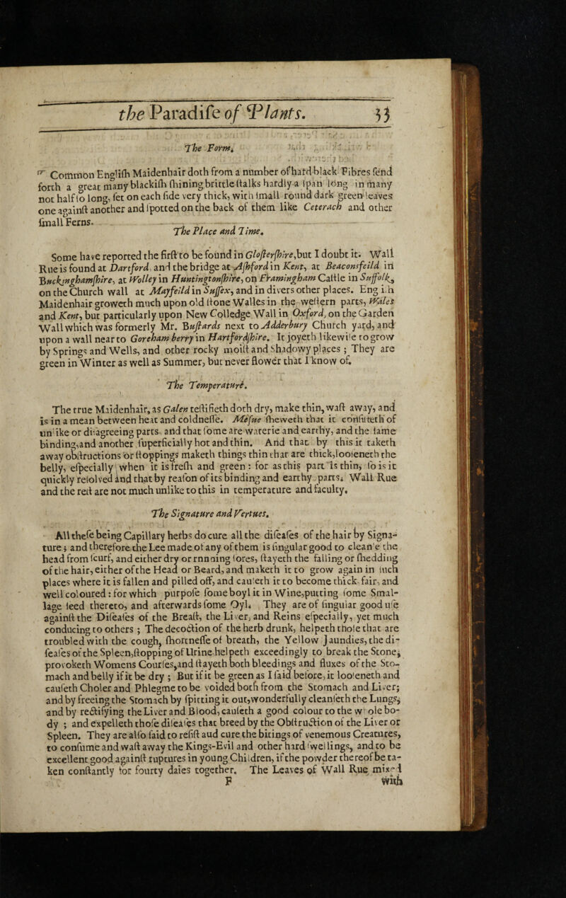 4-' the Paradife 0/ nts. ^) The Form^ ;r! Common Enc'lifh Maidenhair doth from a number of hatdElack Fibres fend forth a oreac mlnyblackifh fhiningbrittle dalks hardly a Ipan long in many not half lo lon^, fet on each fide very thick, with imall round dark gree» leaves one aoainft another and Ipotted on the back of them like Ceter^ch and other linaU Ferns. , , r The Place ana Time, Some have reported the firft to be found in Gloflerfhire^xxt I doubt iti Wall Rue is found at and the bridge at in at Beaconsfeild iii 'Bftc^^ghamfhire-, at fVolle^ in Hmtmgtonfhlre-, on FVamingham Cable in SujfolJ^^ on the Church wall at Aiayfeild in Snjfex^ and in divers ocher places. Eng i.h Maidenhair growcth much upon old bone Walles in the webern parts, iValeS and Kent-i but particularly upon New Colledge Wall in Oxford, on the Garden Wall which was formerly Mr. ^nfiards next to Adderbury Church yard, and upon a wall near to Goreham bertj in Hartfordjhlre, It joyeth likewise to grov7 by Springs and Wells, and other rocky moib and Shadowy places ; They are green in Winter as well as Summer, but never flower that 1 know of. The Temperamri, The true Maidenhair, as Galen tebifieth doth dry, make thin, waft away, and is in a mean between heat and coldnefte. AFeftte Ibewech that it ebiiftiteth of un’ ike or difagreeing parts- and that Tome are warerie and earthy, and the lame binding,and another fuperficially hot and thin. And that by thtsic taketh away obftructions or boppings maketh things thin that are chick,loolenech the belly, elpecially' when itisfrefh and green: for as this part is thin, foisit quickly relolved ind that by feafon of its binding and earthy partSi Wall Rue and the reb are not much unlike to this in temperature and faculty. The Signature and Verities, All tbefe being Capillary herbs do cure all the dileafes of the hair ty Signa¬ ture i and therefore the Lee made of any of them is hngular good to clean'e the head from fcurf, and either dry or rnnaing (ores, ftayeth the falling or ftiedding of the hair, either of the Head or Beard, and maketh it to grow again in inch places where it is fallen and pilled off, and cauleth it to become thick- fair, and well coloured: for which purpofe fomeboyl it in Wine,putting (ome Smal- lage leed thereto, and afterwards fome Oyh They are of finguiar good u'e againftthe Difeafes of the Breaft, the Liver, and Reins efpecially, yet much conducing to others; The deco6lion of the herb drunk, helpeththoiechat are troubled with the cough, fhorcneffeof breath, the Yellow Jaundies,thedi- feafes of the Spleen,flopping of Urine,helpeth exceedingly to break the Stonej provoketh Womens Cour(es,and ft ayeth both bleedings and fluxes of the Sto¬ mach and belly if it be dry ; But if it be green as I laid before, it looieneth and caufeth Choler and Phlegmetobe voided both from the Stomach and Liver; and by freeing the Stomach by fpitting it out,wonderfully cleanleth the Lungs^ and by re61ifying theLiver and Blood, cauleth a good colour to the w‘'ole bo¬ dy ; and expelleth thofe dii'eafes that breed by the Obftruifion of the Liver or Spleen. They are allb laid to refift aud cure the bitings of venemous Creatures, to conllimeand wart away the Kings-Evil and ocher hard dwellings, and to be excellent good againft ruptures in young Chi Idren, if the powder the reof be ta¬ ken conftantly tor fourty dates together, the Leaves of Wall Ruq mix-d F wwh