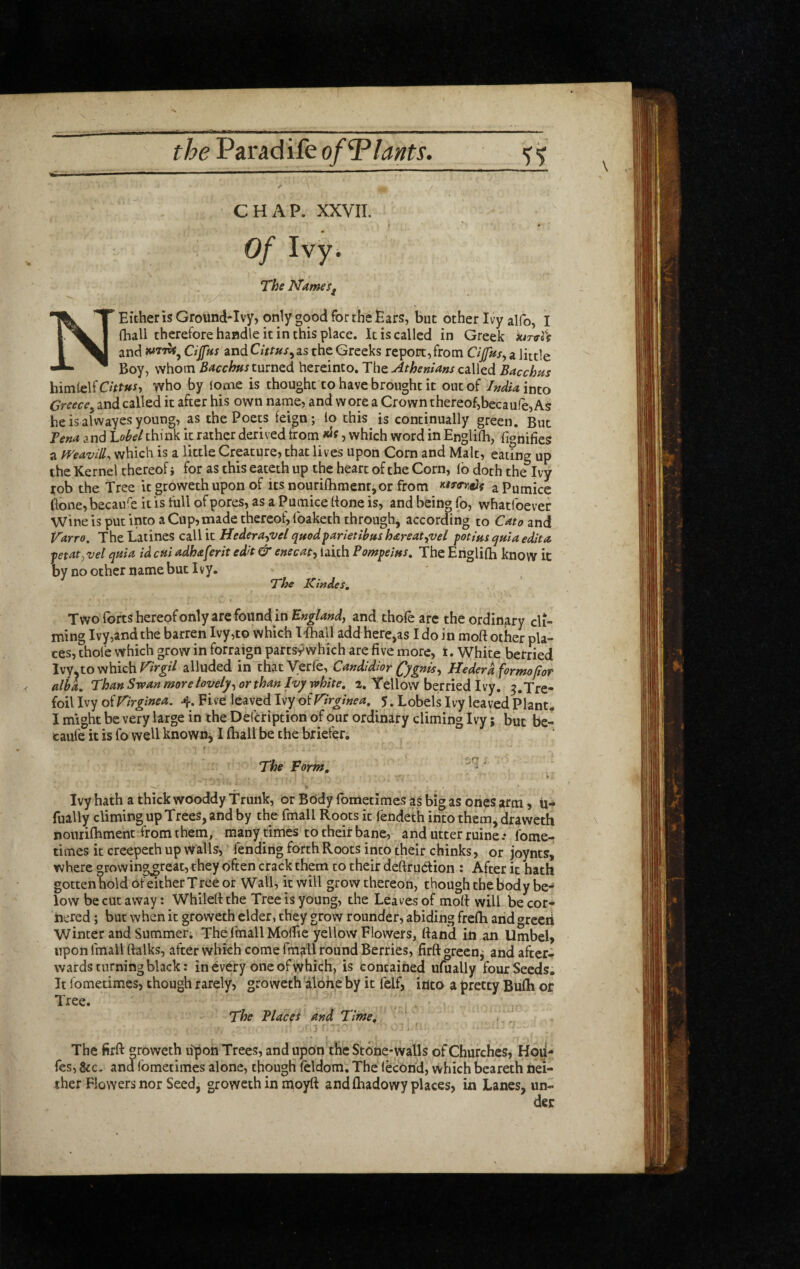 CHAP. XXVII. Of Ivy. The MameSf N Either is Ground-Ivy, only good for the £ars, but other Ivy alfo, I (ball therefore handle it in this place. It is called in Greek ktnfti and Cifpis zndCittus^zs the Greeks report,from Cifusy a little Boy, whom Bacchus turned hereinto. The Athenians called Bacchus himlelfOVf»f» who by iome is thought to have brought it out of India mto Greece^ and called it after his own name, and wore a Crown thereof,becaufe, As he is alwayes young, as the Poets feign; lo this is continually green. But Vena a nd 'Lobel think it rather derived from , which word in Englifli, fighifies a PVeavilL^ which is a little Creature, that lives upon Corn and Malt, eating up the Kernel thereof j for as this eateth up the heart of the Corn, lb doth the Ivy rob the Tree it groweth upon of its nourifhmenr,or from ^ Pumice done, becau'e it is full of pores, as a Pumice hone is, and being fo, whatfoever Wine is put into a Cup, made thereof, foaketh through, according to Cato and Varro. TheLatines czWit Hedera^velquodfarietibushareat^vel potlusquiaedita fetat^vel qtita id cui adhaferit edit & enecaty laith Pompeius, The Eriglifh know it by no other name but I vy. T'he Kindes, Two forts hereofonly are found in and thofeare the ordinary di¬ ming Ivy,and the barren Ivy,to which Ifhall add here,as I do in moft other pla¬ ces, thole which grow in forraign partsywhich are five more, i. White berried Ivy,to which r/rg;// alluded in thatVerfe, Candidior (fygnisy Hederaformofiof alba. Than Srean more lovely y or than Ivy vfhite, 2. Yellow berried Ivy. 3,Tre¬ foil Ivy of Virginea. 4. Fi ve leaved Ivy of Virginea. 5. Lobels Ivy leaved Plant* I might be very large in the Defeription of our ordinary diming Ivy; but be- caufe it is fo well known^ I lhall be the briefer. f The Form, ' V, Ivy hath a thick wooddy Trunk, or Eddy fometimes as big as ones arm, u- fually diming up Trees, and by the fmall Roots it fendeth into them^ draweth nourilhment from them, many times to their bane, and utter ruine / fome¬ times it creepeth up walls, lending forth Roots into their chinks, or joynts, where growing^reat, they often crack them to their deftrudion : After it hath gottenhold of either Tree or Wall, it will grow thereon, chough the body be¬ low be cut away: Whilert the Tree is young, the Leaves of mod will be cor¬ nered ; but when it groweth elder, they grow rounder, abiding frefh and greeti winter and Summer; The fmall Moflie yellow Flowers, (land in an Umbel, upon fmall ftalks, after which come fmall round Berries, firft greeny and after¬ wards turning black: in every one of which, is contained ufually four Seeds; It fometimes, though rarely, groweth alone by it felf, iuto a pretty Bufli or Tree. The Places and Time, The firft groweth u'pon Trees, and upon the Stone-walls of Churches, Hpii- fes, See. and fometimes alone, though feldom. The lecond, which beareth nei¬ ther Flowers nor Seed, groweth in moyft and lhadowy places, in Lanes, un¬ der