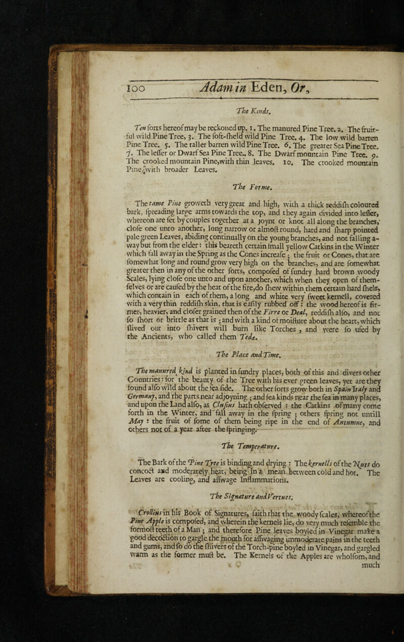 The Kinds. Ten forts hereof may be reckoi^ed up. i. The manured Pine Tree. 2. The fruit¬ ful wild Pine Tree, 3. The foft-fheld wild Pine Tree. 4. The low wild barren Pine Tree. 5. The taller barren wild Pine Tree. 6. The greater Sea Pine Tree. 7. The leffer or Dwarf Sea Pine Tree.. 8. The Dwarf mountain Pine Tree. 9. The crooked mountain Pine,with thin leaves. lo. The crooked mountain Pine^l^with broader Leaves. The Forme, The tame P/ne groweth very great and high, with n thick reddilE coloured bark, Ipreading large arms towards the top, and they again divided into lefler, whereon are fet by couples together at a joynt or knot all along the branches,- clofe one unto another, long narrow or almoft round, hard and Ibarp pointed pale green Leaves, abiding continually on the young branches, and not falling a- way but from the elder: this beareth certain Imall yellow Catkins in the Winter which fill away in the Spring as the Cones increafe; the fruit or Cones, that arc fomewhat long and round grow very high on the branches, and are fomewhac greater then in any of the other forts, compofed of fundry hard brown woody Scales, lying clofe one unto and upon another, which when they open of them- felyes or are caufedby the heat of the fire,do Ibew within them certain hard fhels, which contain in each of them, along and white very fweet kernell, covered with a very thin reddifh skin, that is eafily rubbed off; the wood hereof is fir¬ mer, heavier, and clofer grained then of the Firre or Deal^ reddifh alfo, and not fo fhort or brittle as that is ; and with a kind of moillure about the heart, which {lived out into fhivers will burn like Torches , and were fo ufed by the Ancients, who called them Tede., The Place and Time. The manured kind is planted in fundry places, both of this and divers other Countries: for the beauty of the Tree with his ever green leaves, yet are they found alfo wild about tne lea fide. The other forts grow both in S^ain \taly and Germanyy and the parts near adjoyning ; and fea kinds near the fea in many places, and upon the Land alfo, as Clujius hathpbferved : the Catkins of many come forth in the Winter, and' fall away in the fpring ; others fpring not untill May : the fruit of fome of them being ripe in the end of Autumncy and others not of a year after thelpringing;- The Temyerature, The Bark of the T/W Tree is binding and drying : The kernelts of the T[uts do concod a»d moderately,heat, being in a mean between cold and hot. The Leaves are cooling, and affwage Inflammations. The Signature andVertues. Crollius in his Book of Signatures, faith that the woody fcales, whereof'the Pine Apyle is compofed, and wherein the kernels lie, do very much refemble the formoft teeth of a Mail; and therefore Pine leaves boyledin Vinegar make a good deco'dfion to gargfe the mouth for alTwaging immoderate pains in the teeth and gums, and lb do the fhivers of the Torch-pine boylcd in Vinegar, and gargled warm as the former muft be. The Kernels of the Apples are wholfom,and much