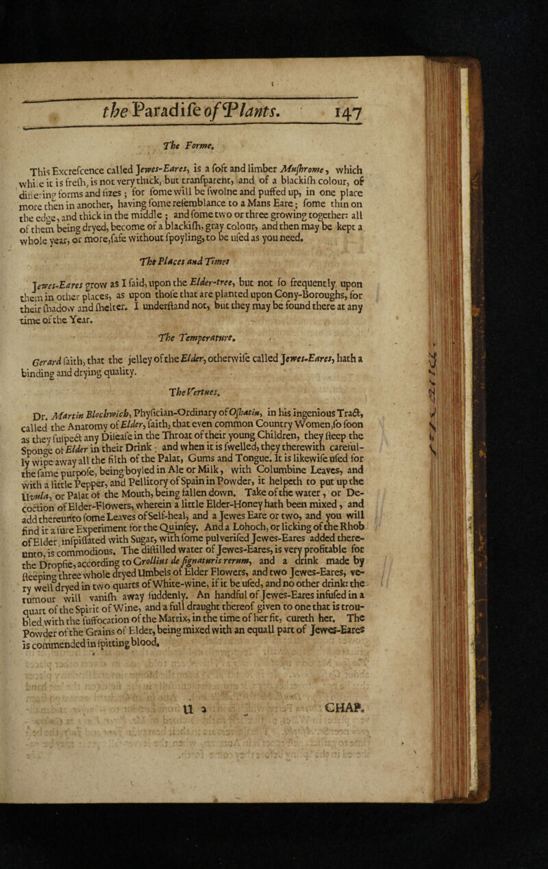 The Forme, This Excrefcence called Jewes-Eares^ is a fait and limber Mufhrome, which whi^eitisfreQi.isnotverythick, buttranfpareht, and of a blackifhcolour, of ditie. in^ forms and lizes; 'for fomewill be fvvolne and puffed up, in one place more then in another, having fome relemblance to a Mans Eare; Tome thin on the ed^^e, and thick in the middle; and fome two or three growing together: all of them being dryed, become of a blackifh, gray colour, and then may be kept a whole year, or mbre,{afe without fpoyling, to be ufed as you need. ' The FI Aces and Times letoes-Eares grow as I faid, upon the Elder-tree-, but not fo frequently upon them in other places, as upon thofe that are planted upon Cony-Boroughs, for their (liado vv and fhclter. I underhand not, but they may be found there at any time of the Year. The Temperature, / Gerard faith, that the jelley of the Elder., otherwife called Jerves-Earesy hath a binding and drying quality. TheFertues, Dr. Martin BlochwtcbyVhyCicim-OrdinAcy of Ofidtifty in his ingenious Tradf, called the Anatomy of Elder, faith, tfiat even common Country Women,fo foon as they fulpedf any Dileafe in the Throat of their young Children, they tteep the Spon^^e ot Elder in their Drink and when it is fwelled, they therewith careful¬ ly wipe away all the filth of the Palat, Gums and Tongue. It is likewife ufed for the fame purpofe, being boyled in Ale or Milk, with Columbine Leaves, and with a little Pepper, and Pellitqry of Spain in Powder, it helpcth to put up the Uvufa, or Palat of the Mouth, being fallen down. Take of the water, or De- coftion of Elder-Elowers, wherein a little Elder-Honey hath been mixed, and addthereufico fome Leaves of Self-heal, and a Jewes Eare or two, and you will find it a fure Experiment for the Quinfey. And a Lohoch, or licking of the Rhob of Elder. infpiffated with Sugar, with fome pulverifed Jewes-Eares added there¬ unto is commodious. The diftilled water of Jewes-Eares, is very profitable for the Dropfie, according to and a drink made by fleepin*^ three whole dryed Umbels of Elder Flowers, and two Jewes-Eares, ve¬ ry welfdryed in two quarts of White-wine, if it be ufed, and no other drink: the ^ tumour will vanilh away luddenly. An handful of Jewes-Eares infufed in a quart of the Spirit of Wine, and a full draught thereof given to one that is trou¬ bled with the Wocation of the Matrix, in the time of her fit, cureth her. The Powder of the Grains of Elder, being mixed with an equall part of JeweS-EareS is commended in (pitting blood.