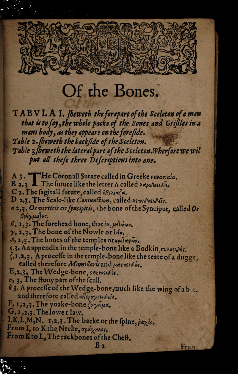 \ Of the Bones. T A B V L A I. jheweth the forepart of the Sceleton of a man that is to fay3 the whole packs of the Bones and Crijlles in a wans body3 as they appeare on the fore fide. Table 2.Jheweth the backjide of the Sceleten. ^ Table 3 jheweth the lateral part ofthe SceletonJVherfore we wil put aU thefe three Vefcriptions into one. j. / A 3. L | He Coronall Suture called in Grccke r^emcuct, B 2,3 A The future like the letter A called C 2. Tbefagitall future,called c$i D 2,3.The Scale-like ComunElton, called M-mJ'ouJ'uf, *2,3. Os verticil or fy»cij>itis} the bone oftheSynciput, called^ 0,1,3. The forehead bone, that is, utlais*. y, 2,3.TheboneoftheNowleormif. 2,3. The bones of the temples orx.pol eupZv. «.3* An appendix in the temple-bone like a Bodkin^vAos/jV'#. J ,2,3. A procefle in the temple-bone like the teate of a dugge, called therefore Mamdlarisand E, 2,3, The Wedge-bone, rwottMf. tty 3,Theftonypartofthefcull. S 3- Aproccflfeof the Wedge-bone,much like the wing ofa b u, and therefore called <u1ipoyonj\tlf, % F, 1,2,3.The yoake-bone^v^aftse. G, 1,2,3. The lower law. I,K,L,M,N. 1,2,3.The backeorthefpine, From I, to K the Necke, Tfiytihou From K to L, The rackbones of the Chcft. Ba Fro*,
