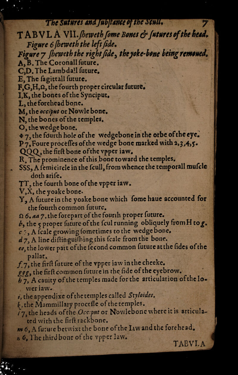 The Sutures andjubjtmeofthe scull, y T AB V L A VII .fhewethfome Bones & futures of the betel* Figure 6 fheweth the leftfide• Figure 7 fheweth the rightfide 3 the yoke-hone being remoued, A, B. The Coronall future. CjD. The Lambdall future. £, The fagittall future. . FjGjH.n, the fourth proper circular future. I,K, the bones of the Synciput. L, the forehead bone. M, the occiput or Nowle bone. N, the bones of the temples. O, the wedge bone. e 7, the fourth hole of the wedgebonein the orbe of the eye. P 7,Foure proccffes of the wedge bone marked with QQQ, the firft bone ofthe vpper iaw. R, The prominence of this.bone toward the temples. . SSS, A femicirclc in the fcull, from whence the temporall mufete doth arife. TT, the fourth bone of the vpper iaw. V,X, the yoake bone. Y, A future in the yoake bone which fome haue accounted for the fourth common future, n 6. aa 7. the forepart of the fourth proper future. the 5 proper future of the fcul running obliquely froniH tog. c A fcale growing fometimes to the wedge bone. d 7, A line diftinguilhing this fcale from the bone. et} the lower part of the fecond common future at the fidcs of the pallar. f 7, the firft future of the vpper iaw in the cheeke. geg, the firft common future in the fide of the eyebrow. h 7, A cauity of the temples made for the articulation ofthe lo¬ wer iaw- , i, the appendixe of the temples called Sxyloides. the Mammillary procefle of the temples. / 7, the heads ofthe Occgut or Nbwlebonc where it is articula¬ ted with the firft rackbone. m 6, A future betwixt the bone of the law and the forehead. k 6, The third bone of the vpper law. 4 Hlf • TABVI.A .