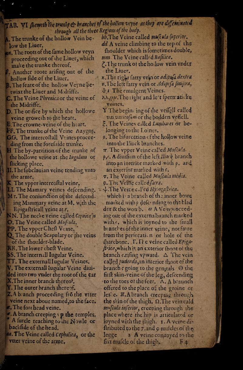 VI fhcwethlhe trunk? & branches of the hollow vcyne as they are dijfcwmtcd through all the three Rcgrns of the body. . The trunke of the hollow Vein be * bbjl he Veine called mufcula fuperior. low the Liuer. it*. The roots of the fame hollow veyn If proceeding out of the Liuer, which make the trunke thereof. Another roote arifing out of the hollow fide-of the Liuer. B.Thefeateof the hollow Veyne be¬ twixt the Liuer and M:drifte. £. The Veine Fhrenica or the veine of the Midrifte. P. The orifice by which the hollo we veine groweth to die heart. fc.Thecrowne-veineor the Inarr. sr’F. The trunke of the Veine Azygos. GG. The intercofiall Vtines procee¬ ding from the forefaide trunke. h The by-parritionof the trunke of . the hollov/e veine at thcingulum or ; flicking place. pl.Thefubclauian veine tending vnto the arme. K The vpperinurcofial veine* dd A veine climbing to the top of the fhoulder which is fometimes double? mm The Veine calkd Bafitica. f.l he trunk ot the hoilow vein vndcjr S 1 • ( the Liuer. Jt.The rig^t fatty ve^i or adipqfa dextra w.The left fatty vein or Adipefii Jinifra. 'd'j The emulgent Veines. XA5p.p.Thesight and le’c fperrracuke veines. Y The begim ing of the veiLgll callecj vas.varkofim or the hodden vefiell. £. The Veines Called Luwbaies or be- longing to the I.oines. o. The bifurcation <: f the hollow veine into the lliack branches. 7T, The vpper Veine called Mufcula. (V. A diuixion of the Ichlhadi branch into an interior marked with p. and an exterior marked with 7.1 he Veine called Mufcula media. <P-. T h ti Vefd c called fur a. LL The Mam ary veines defeending, v 4-The Veire cAlc6 HyPogjtjtrica M r.The coniun&ion o£the delctnd- ing Mammary veine at M. with the Epigaflricall veine at r, N N. The necke veine called Cquicfi* O.The Veine called Mu fit fa. P. The vppcrChefi Veine. * . The double Scapulary or fhe veins of the fhouldt r-blade. te.R.The lower chefl Veine. SS.The internal] Iugular Veine. pT. The exterrtallIugular Veines. tV. The cxternall Iugular Veine diui- ded into two vnder the root of the Car X.The inner branch thereof, pf. The outer branch thereof. ZA branch proceeding fr6the vtter ’ veine next aboue namcd3to the face# £. The for* head veine. A branch creeping s p the temples* ' A furcle reaching to 'ihe Nowle or backfide of the head. The Veine called Cephalic a, or the vtter veine of the arme. which i n branch of thz inner bow<s marked with p defe nding to the blad dcr &the wort h. co A Vemmocecd- ing out of the extcrnalbranch marked with which is ioyned to the final} branches of the inner vpine, notfavre from the perforation or hole of the tharebone. T, IT e veine called EfrZd- iv .* k cy Jincay\*hich is an exterior (boot of the branch c.rjiing vpward. A The vein cabled pudenda,an interior ffioot of the branch going to the genitals 0 the firfi: skin-veine of the leg, defending to the toes ot the feer. A. A brsunch offered to the place o£ the groine or les' e. H. A branch creeping through the skin of the thigh, £LThe vein cald tmfcula inferior, creeping through the place where the hip is articulated or ioyned with the thigh, x, A veine Ah flributed to the 7 .and e mufclesor the Iegge z A veine cor^uayed to the fixe mufcle of the thigh. F 4.
