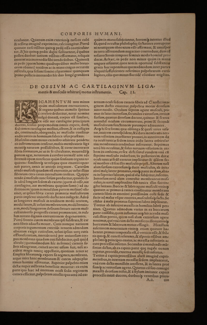 ticulantur* Qiiartum enim exteriuscp tarfi os cubi 8C tcffcrae imagine exprimens,calci iungitur.Porro quatuor tarfi offibus quincp pedij offa coarticulan* tur, &’his quincp pedis digiti fuftinentur, e quibus pollex duobus tantum offibus efformatur, reliquis interim*tria internodia fibi uendicatibus, Quinetia in pede (quem homo quadrupedibus multo breui* orem obtinet) totidem ac in manu exigua occurruc officula,quae fefami femini coparamus: quanquam primo pollicis internodio hic duo longe grandiora quam in manu fubtjciantur, horumcp interius illud fit,quod occultae philofophi^ fedatores corruptio* ni neutiquam obnoxium effe affirmant, & tantifper in terra afferuandum nugaciter contendunt,dum id refurredionis tempore feminis modo homine pro^ ducat.Athaec, in pede non minus quamin manu ungues uifuntur,quos non in oportune fubftantiar gratia huc reponimus;quemadmodum inter partes aliquid fuffulcientes referimus palpebrarum carti* lagines,ciIiaquominusflaccide cocidant erigetes. DE OSSIVM AC CARTILAGINVM LIGA- mentis 8C mufcuUs arbitrari) motus mftrumentis. Cap» I !♦ 1GAMENTVM non minus quam mufculorum eneruationes, dC organa quibus animalis fpiritus a cerebro deducitur, nerui nomine uulgo donatu, corpus eft fimilare, ex offe aut cartilagine principium ducens, fenfus propemodum omnis expers, duru, fed tamen cartilaginemollius,album,& in colligan do, continendo,obtegendo, ac mufculis conftitu* endis uarios in hominum fabrica ufus praedans* Mufculus enim motus ex noftro arbitratu pendens tisinftrumentum cenfetur,multis membraneis liga menticp naturam poffidetibus, bC carne intertextis fibris formatum,ac ut in fe co trahatur, mouendacp partem agat, neruorum a cerebro animale uim ad* ferentiu opem non fecus quam fenfuum organa re* quirens: fimilitercp ut reliqua quas enutriri opor* tuit partes, uenis ac arterijs irrigatum * Caeterum tendo mufculi quaedam eft eneruatio,ac uelut illius fibrarum citra carnis interuetum coalitus* Quippe tendo a mufculo tunc folum producitur,quando iU le adeo longam fedem ab exortu (quem ab offe,aut cartilagine, aut membrana quapiam fumit) ad in* fertionem(quam in mouedam partem molitur) ob* tinet, ut ipfiiis fibrae carnis primariae mufculorum partis implexu uniuerfo dudu non indigeat. Adeo ut longiores mufculi in tendinem modo teretem, modo latum,& ueluti membraneum,modo breuio^ rem,modo longiorem definant:breues autem mui* culi uniuerfo progreffu carnei permaneant, in nui* lam notatu dignam eneruationem degenerantes* Porro frontis cutem membrana ipfi fubftrata,& car neis fibris adauda mouet. Cutis namque natiuum corporis tegumentum exterius tenuem admodum obnatam exigit cuticulam, ueluti ipfius uere cutis efflorefcentiam, interius uero per uniuerfum corn pus membrana quaedam cuti fubducitur,qua quod alicubi (quemadmodum hic in fronte) carneis fi* bris adaugeatur, carnea uocari uifum fuit, •nifi am rideat magis tunicg appellatio, quoniam tenus ac fimplex fibrarumcp expers fit tegmen,membrana* atque inter hanc membranam & cutem adeps plu* rimus homini aiferuatur* Superior palpebra etiam didae nuper mebranne beneficio mouetur: ea enim parte qua haec ad internam oculi fedis regionem carnea cfficitur,palpebram attollittqua uero ad ex* * ternam oculi fedem carneis fibris ad C noftriima* ginem ductis enutritur, palpebrae motus deorfum autoreuadic, Oculum feptem agunt mufculi, pri* mus in latus introrfum,fecundus extrorfum,tertius furfum,quartus deorfum ducunt,quintus & fextus nonnihil oculum circumuertunt, primi 8£ fecundi mufculorum fundionem parumper adiuuantes , Atcp hi fex forma,quae oblonga bC quafi teres vifi* tur,inuicem correfpodent,&a dura membrana nem uum viforium inueftiente pronati,in anteriorem du tx oculi tunicae fedem iuxta iridis latera orbicula* tim membraneis tendinibus inferuntur. Septimus uero his occulitur,& folus neruum viforium in or^ bem ita ambiens,vt fex didi fimul eundem vna cu feptimo mufculo induebant/in pofteriorem durae oculi tunicae fede carneus implatatur:&: ijfdem fe^ re motibus cu fex illis mufculis pr^eft, Alteram nafi* alam furfum extrorfumcp ducit mufculus, ab inte* riori mal^ latere pronatus,vnacp parte in alam,alte* ra in fuperius labrum,qua id alae fubrjcitur,infertus* Introrfumuero alam contrahit membraneus muf? culus,in nariu amplitudine fub tunica illas fuerint gete latitans.Buccas bC labra agunt mufculi vtrincp quatuor.ac primus a carnea conftituitur membrana carneis fibris in anteriori potiffimum colli fede bC facie ad malas vfque enutrita,mufculofa<^fada*Se cudus a malis pronatus fuperiori labro implatatur. Tertius ab inferiorimaxillainhumiliuslabru per^ tinet* Quartus admodum varius in ea buccarum parte confiftit,quam inflamus:atq* his accedit mui* culi illius portio, quem nafi alam extrorfum agere nouimus,qui vna cum didis mirificos illosuariosqj buccarum & labrorum motus effingit* Maxillam inferioremmouentium vtrincp etiam quatuor ha^ bentur.primus temporalis eft,a verticis ofle,&: fro* tis quocp,8i cuneu referente,& teporis offibus am^ pio lato cp principio enatus,ac maxilla inferioris an cuto proceffui infertus,Secundus a mandendo ma* forius didus,ab ea capitis parte qug iugale os nun cupatur,procedit,externae maxille fedi infertus. Tertius a capitisproceffibus alaru imagine expri* mentibus,in internam maxillae fedem implantatur, vna cum didis maxillam attollens, bC in latera pror fum^ ac retrorfum agens,Quartus cu fuo coniuge maxilla deorfum trahit,& a ftylum imitante capitis proceftuinitiii ducens, duobus cp ventribus priua* A.ii. tim