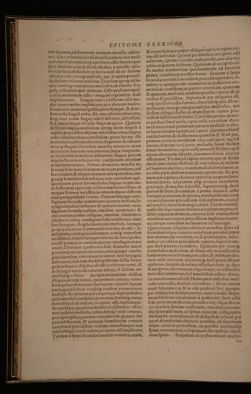 tim donatu$*ad fummitm mentum maxilla: inferi* tur. Os v referens deorfum reda trahunt duo muf* culi inuice proximi,atcp a pedoris offis fummo pro nati.Surfum vero id ducut alfj duo, a maxilla infc* riori principiu ducetesrin lateraaute id os furfiim allicitur vno vtrincB mufculo, qui a capitis procef* fu ftylum referente nafcitur.Deorfum quocp ad la* tera vtrobicp vnus mouet mufculus,ab elatiori fca* pule cofta principiu obtinens. Odo prefentesnuif* culi in anteriorem offis v imagine exprimetis fede implantantur. Lingue radici a didi iam ollis me* dio carnea moles implantatur,qua: duorum mufcti* lorum uice numerari pofle t,tntr Orfumque &C deor* fum reda lingua trahit. Ab eius off is lateribusvtro* biqjvnus etiam lingue radici inferitur, in tr orfum, fed tamen magis ad latus linguam agens. Quintus &C fextus linguae mufculi in vtrocp latere fingulf a capitis procelfibus ftylum referetibus enati3Iinguas radiciimplantantur,eam furfum, prout hic aut ille contrahitur,ad latus ducentes.Septimus & odauus vtrincp finguli a lateribus maxillae inferioris iuxta molarium dentium radicem enari,lingae longitudo ru fecundum humiliora inferuntur, lingure partem ante fedionem inhiante ofe confpicuam deorfum in latera mouentes. Nonus ab interna maxilltein* ferioris fede iuxta fummum mentum prodiens, craf fus cernitur, & aliquot donatus mfcriprionibus,lin* gutecp humiliori fedi infertus, eam extrorfum agit, quanquam preter hos mufculos lingux corpus an* te fedionem apparens, talibus implicetur fibris, ut magna Naturte induftria in omnem motus differen tiamprompriffime feratur. Primam laryngis carti* laginem fecunda: committunt quatuor mufculi,la* Tyngis rimulam ardantes:& quatuor tertiam carri* laginemfecundfnedunt,rimulam aperientes: SC duo tertiam primae colligant, rimulam claudentes: alij duo in tertia: cartilaginis bafi confidentes rimu lam ftringunt. Atcp hi duodecim mufculi, laryngis proprij uocantur.Communiu vero duo ab offe * fi* mili prime cartilagini inferuntur, eamcp antrorfum attollentes,rimula laryngis referant: & duo a pedo* risoffe pronati,in eandem quoque cartilaginem per tinent.Dein duo apofteriori fede ftomachf muice proximiprincipium ducentes,eius quoque cartila* sinis lateribus toti camei(vt omnes fere laryngis) fnferuntiir,vn4 cum duobus poftremo didis laryn* gem ardantcs.Alij duo ab offe v referente enati, & in laryngis operculi radicem inferi/, id furfum an* tr orfum cp vellunt. In caput mouentium claffem illi quoque refjciuntur, qui primam ceruicis verte* bram priuatim mouent.funt autem vniuerfi feptem paria,quod fcilicet vtrobiq* totidem enumerentur mufculi. Ac primum par ex quinque fuperioru tho* racis uertebrarum fpinis pronatum, fenfimqp extror fum oblique afeendens, occipitis offi implantatur. Secundu par,quod non duobus,fed pluribus effor* mari uidetur mufculis, admodum 9 variu cernitur, praecipua ipfius portione extranfuerfis quatuor fu* perioru thoracis, & quinque humiliorum ceruicis uertebrard proceftibus enatum, introrfumque non nihil oblique confcendens,occipitis oifiimplatatur Tertium a fpma fecunda ceruicis vertebra enatu, ec extrorfum parumper oblique repes, occjpitis eti* infertum ,a prima vertebra inibi prodit,qua alia tebra in fpinam definunt. Quintum ab occipitis oU fis medio tranfuerfum quodammodo ad latera is prima vertebrae proceffus fertur. Sextum'a ipma fecunda uertebra in eofdem proceiTus pertinet, li* militer ac quinque nuc enumerata in poftenori cer* uicis fede confiftens,ac pariter vt tertium, quamim £{ quintum,mtifculis conftans prorfus carneis te retibus & gracilibus. Septimum par infignius elt, atep a pedoris offis fummo,clauiculiscpqua illi ar* ticulantur,vtrinq3 vnus pronafritur rriufculus, qui furfum oblique dudus in mamillarem capitis pro* cefiitm infertionem tcntat.Caterumprimis quatu* or paribus fimultenfis caput reda retrorfum duci* tur,fi uero trium primorum parium mufculi ex alte* to latere tantum egerint,ad capitis circumuerftone auxiliabuntur,3c in illo motu quintum & fexu par, primam ceruicis uertebram vna cum capite mgyrti ducent.Septimi vero paris mufeulis fuum munus ^ fimul obeuntibus,caput reda antrorfu flcdimnquu autem alternarim laborat, circumuerfionis autores efficiuntur. Verum ad capitis motum,quo id fecun dario cum ceruiceffeditur,& extenditur,ac in latus ter odo paria doffum monentia reponendi. Ac pri* mtim par a quintae thoracis uertebrte corporis lateri bus incipiens, ad primam ufep ceruicis uertebram pertingit, ftomacho fubicdu, fu.periorcmcp dorfi partem fledens.Secundum a prima thoracis cofta vtrinque pronatum,3C interna: tranfuerforum cerui cis uertebrarum proceffuum fedi infertum, ceruice in latus fed antrorfum magis,ducit,Tertiu extranf* uerfis fex fuperiorum thoracisuertebrarum procef* fibus originem obtinens,externa fedi tranfuerforu- uertebrarum ceruicis proceffuum implantatur,cer* uicenVque retrorfum inclinantem ad latus agit. Quartum par a fe prima: thoracis uertebrte fpina ad fecundam ufque ceruicis uertebram perrinet,omni bus intermedijs vertebris,vti SC primum par, infer* tum,ac ex eifdem principium capiens, Cupcrior em* que dorfi partem extendens. Quintum par vtrincp etiam habet mufculum, ab ilium offe in tranfuerfos lumborum uertebrarum proceftus,& infimam tho* racis cofta infertum inferiorisep dorfi partis flexus opificem. Sextum ab infima olus facri fede in dor* fo incipiens,ad ceruicem vfque fertur, in trafuerfos proccffus lumborum,fed manifeftius adhuc thora* cis uertebrarum infettfhHuius paris ambobus muf* culis contradis, dorfum extenditur : altero autem tantu laborante (ut & in alijs paribus) hoc quoque par obliqui feu in latera motus amor euadit. Septi* mum fub fexto occultatum a pofteriori facri offis fede principium ducens,ad undecime vfque thora* cis uertebra fpinam confcendit, omnibus interme* dijs fpinis effertum, ac fpinas inuicem colligendo, dorfum hic extendens,uti & in fua fede odauu par quod ab undecima thoracis uertebra ad feptimam ufque ceruicis porredum, ita prorftis mtermedijs fpinis committitur,vt feptimum illis quibus adnaf* citur fpinis. Scapulam ad pedus mouet mufeu* lus iiiiniiijmaBwwjr I«TT