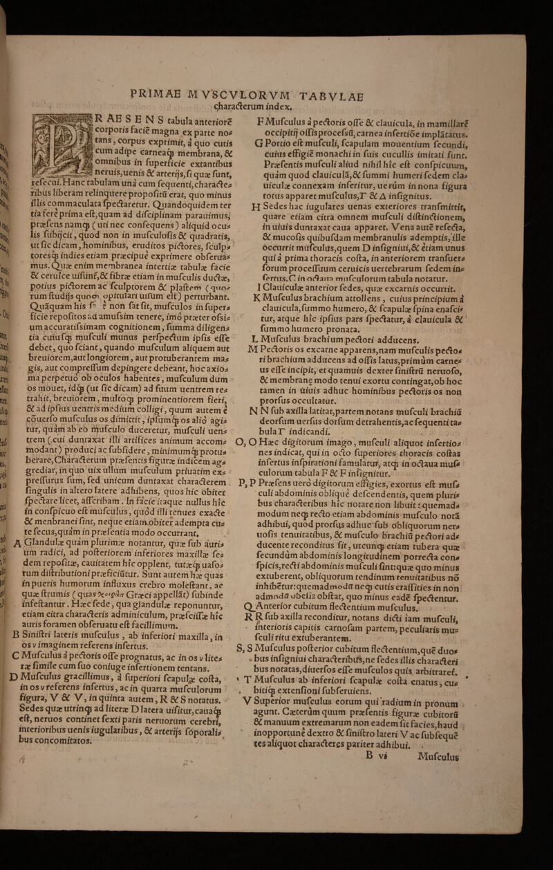 Jttlfj «4 indcj Xtttit (lk ruri ilitfi i teri M HIC foj )^i |Cll illius :e,is toi jd« :,(i tfi id 'd il PRIMAE MVSCVLORVM TABVLAE cjharaderum index» R AE S ENS tabula anteriore corporis facie magna ex parte no« tans, corpus exprimit, a quo cutis cum adipe carneacp membrana, Si omnibus in fuperficie extantibus --— neniis,ucnis Si arrenjsffi qua: funt, refecui.Hanc tabulam una cum fequenti,charade* ribus liberam relinquere propofitu erat, quo minus illis commaculata fpedaretur. Quandoquidem ter tia fere prima eft,quam ad difciplinam parauimus' prtefcnsnamqj(utinec confequcns) aliquidocu* Iis fiibtjcit, quod non in mufculofis Si quadratis, utficdicam,hominibus, eruditos pidores, fculp* toresqj indies etiam prtecipue exprimere obferua* mus.Qua: enim membranea intertix tabula: facie 8C certi ice uifunf,&: fibra: etiam in mufculis duda:, potius pidoremac fculptorem Si plaftem (quo^ rum ftudijs quoo' opitulari uilum elt) perturbant. Quaquam his f ? non fat fit, mufculos in fuper* ficie repofitos ;.a amufsim tenere, imo pia’ter ofsi* um accuratifsimam cognitionem, fumma diligens tia cuiufqj mufculi munus perfpedum ipfis e (Te debet, quofciant, quando mufculum aliquem aut breuiorem,aut longiorem, aut protuberantem ma* gis, aut compreffum depingere debeant, hoc axio* ma perpetuo ob oculos habentes, mufculum dum os mouet, idcp (ut fic dicam) ad fuum uentrem re* trahit,breuiorem,multocp prominentiorem fieri. Si ad ipfius uentris medium colligi, quum autem e couerfo mufculus os dimittit, ipfumqj os alio agi* tur, quam ab eo mufculo duceretur, mufculi uen* trem ( cui duntaxat illi artifices animum accom* modant) produci ac fubfidere, minimum feprotu* bcrare,Charaderum prcefentis figura indicem ag* grediar, in quo uix ullum mufculum priuatim ex* prelfurus fum, fed unicum duntaxat charaderem fingulis in altero latere adhibens, quos hic obiter fpedare licet, alfcribam. In facie itaque nullus h!c in confpicuo eft mufculus, quod illi tenues exade Si menbranei fint, neque etiam obiter adempta cu* te fecus,quam in pra(entia modo occurrant, A Glandulae quam plurima notantur, qutc fub auri* um radici, ad pofteriorem inferiores maxilla: fe* dem repofitte, cauitatem hic opplent, tuite® uafo* rum diftributioniprafficiutur. Sunt autem hce quas in pueris humorum influxus crebro moleftant, ac quae ftrumis ( quas Graeci appellat) fubinde infcftantur. Htec fede, qua glandulae reponuntur, etiam citra charaderis adminiculum, pnefeiffie hic auris foramen obferuatu eft facillimum. B Siniftri lateris mufculus , ab inferiori maxilla, in os v imaginem referens infertus. C Mufculus a pedoris olfe prognatus, ac in os v lite* tx fitnile cum luo coniuge iniertionem tentans. D Mufculus gracillimus, a fuperiori fcapuly cofta, in os v referens infertus, ac in quarta mufculorum figura, V & V, in quinta autem ,R&S notatus. Sedes quae utrintp ad liter* D latera uifitur,caua® eft, neruos continet fexti paris nemorum cerebri, interioribus uenis iugularibus, Si arterijs fdporalw bus concomitatos. 4 F Mufculus a‘ pedoris offe Si clauicula, in mamillare occipiti; oflisprocefsu, carnea infertioe implatatus. G Portio eft mufculi, fcapulam mouentium fecundi, cuius effigie monachi in fuis cucullis imitati funt. Pra-fentis mufculi aliud nihilhic eft confpicuum, quam quod clauicula,Si fummi humeri fedem cla* uicula: connexam inferitur, uerum in nona figura totus apparet mufculus,r Si A infignitus. H Sedes hac iugulares uenas exteriores tranfmittit, quare etiam citra omnem mufculi diftindionem, in uiuis duntaxat caua apparet. Vena auterefeda. Si mucofis quibufdam membranulis ademptis,’ille occurrit mufculus,quem D infigniui,& etiam unus quia prima thoracis cofta, in anteriorem tranfuer* forum proceffuum ceruicis uertebrarum fedem in* fertus.C in odaua mufculorum tabula notatur. I Clauiculae anterior fedes, qua: excarnis occurrit. K Mufculus brachium attollens, cuius principium a clauicula,fummo humero, Si fcapula: ipina enafei* tur, atque hic ipfius pars fpedatur,a clauicula Si fummo humero pronata. L Mufculus brachium pedori adducens. M Pedoris os excarne apparens,nam mufculis pedo* ri brachium adducens ad offis Iatus,primum carne* us effe incipit, etquamuis dexter finiftru neruofo, Sdmembrang modo tenui exortu contingat,ob hoc tamen in Uiuis adhuc hominibus pedoris os non prorfus occultatur. N N fub axilla latitat,partem notans mufculi brachifi deorfum uerfus dorfum detrahentis,acfequcntita* buIaT indicandi. . . O, O Ha:c digitorum imago, mufculi aliquot infertio* nes indicat, qui in odo fuperiores thoracis coftas infertus in fp ira tioni famulatur, at® in odaua mu fi culorum tabula F Si F infignitur. P, P Pratfens uero digitorum effigies, exortus eft muf* culi abdominis oblique defeendentis, quem pluri* bus charaderibus hic notare non libuit: quemad* modum neqj redo etiam abdominis mufculo nota adhibui, quod prorfus adhuc fub obliquorum ner* uofis tenuitatibus, Si mufculo brachiu pedori ad* ducente reconditus fit, utcunqp etiam tubera qute fecundum abdominis longitudinem porreda con* fpicis,redi abdominis mufculi fintiqua: quo minus extuberent, obliquorum tendinum tenuitatibus no inhibetur:quemadmod(i neqj cutis craffities in non admodu obelis obftat, quo minus eade fpedentur. Q_Anterior cubitum fledentium mufculus. R R fub axilla reconditur, notans didi iam mufculi, • interioris capitis carnofam partem, peculiaris mu= fculiritu extuberantem. S, S Mufculus pofterior cubitum fledentium,que duo* .. bus infigniui charaderibifs,ne fedes illis charaderi bus notatas,diuerfos effe mufculos quis arbitraref. ‘ T Mufculus ab inferiori fcapula: cofta enatus, cu* . biticp extenfioni fubfcruiens. V Superior mufculus eorum qui 'radium in pronum agunt. Cteterum quum pratfentis figura: cubitorii SC manuum extremarum non eadem fit facies,haud inopportune dextro 8i finiftro lateri V ac fubfeque tes aliquot charadcres pariter adhibui. . B v» Mufculus