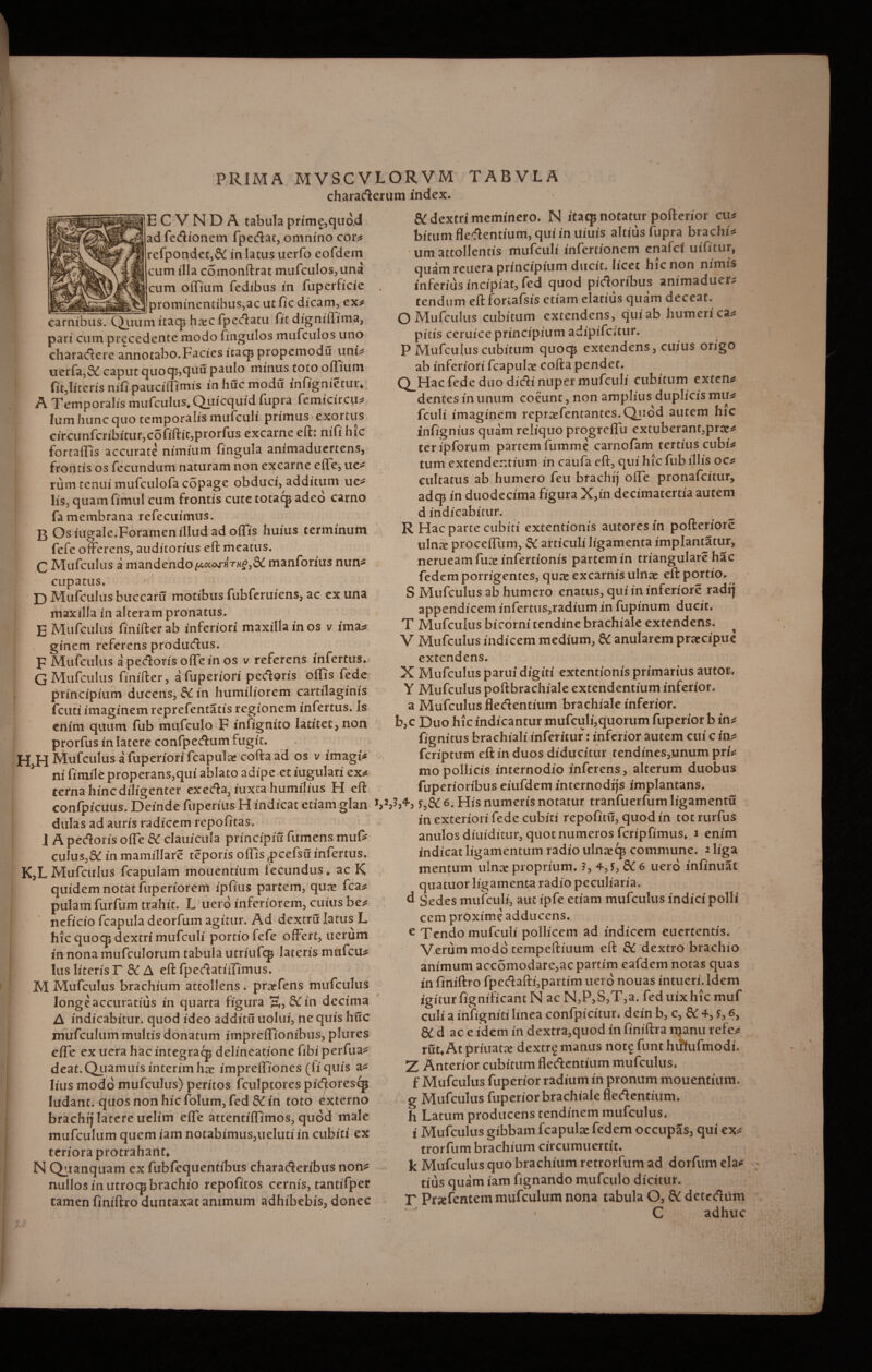 charaderum index. E C V N D A tabula prime,qiiad ad fedionem fpedat, omnino cor* refpondet,& in lacus uerfo eofdem cum illa comonftrat mufculos,una cum oflium fedibus in fupcrficie prominentibus,ac uc fic dicam, ex* carnibus. C^iium itaq3 ha:c fpedatu fit digniflima, pari cum precedcnte modo fingulos mufculos uno charadere annotabo.Facies itacp propemodu uni* uerfa,& caput quocp,quu paulo minus toto oiTium fit,literis nifi paucidlmis in huc modii infignietutv A Temporalis mufculus*Quicquid fupra femicircu* lum hunc quo temporalis mufculi primus exortus circunfcribitur,cofiftit,prorfus excarne eft: nifi hic fortaffis accurate nimium fingula animaduertens, frontis os fecundum naturam non excarne ede, ue* rum tenui mufculofa copage obduci, additum ue^ lis, quam fimul cum frontis cute totacp adeo carno fa membrana refecuimus. J3 Os iugale.Foramen illud ad odis huius terminum fefe offerens, auditorius eft meatus. C Mufculus a mandendo ,6^ manforius nun^ cupatus. O Mufculus buccaru motibus fubferuiens, ac ex una maxilla in alteram pronatus. E Mufculus finifter ab inferiori maxilla in os v ima* ginem referens produdus. F Mufculus a pedoris offein os v referens infertus. G Mufculus finifter, afuperiori pedoris odis fede principium ducens, &C in humiliorem cartilaginis fcuti imaginem reprefentatis regionem infertus. Is enim quum fub mufculo F infignito latitet, non prorfus in latere confpedum fugit. H,H Mufculus a fuperiori fcapulte cofta ad os v imagi* ni fimile properans,qui ablato adipe et iugulari ex* terna hinc diligenter exeda3 iuxra humilius H eft confpicuus. Deinde fuperius H indicat etiam glan dulas ad auris radicem repofitas. I A pedoris ode & clauicula principia fumens mufe culus,& in mamillare teporis odis ^pcefsu infertus. K,L Mufculus fcapulam monentium fecundus , ac K quidem notat fuperiorem ipfius partem, qu?e fca* pulam furfum trahit. L uero inferiorem, cuius be* neficio fcapula deorfum agitur. Ad dextra latus L hic quocp dextri mufculi portio fefe offert, ucrum in nona mufculorum tabula utriufq* lateris mfafcu* lus literis T &C A eft fpedatidimus. M Mufculus brachium attollens. pradens mufculus longe accuratius in quarta figura S3&in decima A indicabitur, quod ideo addita uolui, ne quis hdc mufculum multis donatum impredionibus, plures ede ex uera hac integracp delineatione fibi perfua* deat.Qj-iamuisinterimha! imprediones (li quis a* lius modo mufculus) peritos fculptores pic^oresqj ludant, quos non hic folum, fed SC in toto Externo brachrj latere uelim ede attentidimos, quod male mufculum quem iam notabimus,ueluti in cubiti ex tcrioraprotrahant, N Quanquam ex fubfequentibus characteribus non* nullos in utrocp brachio repofitos cernis, tantifper tamen finiftro duntaxat animum adhibebis, donec & dextri meminero. N itaqj notatur pofterior eu* bitum fledentium, qui in uiuis altius fupra brachi* um attollentis mufculi infertionem enafei uifitur, quam reuera principium ducit, licet hic non nimis inferius incipiat, fed quod pidoribus animaduer^ tendum eft fortafsis etiam elatius quam deceat. O Mufculus cubitum extendens, qui ab humeri ca* pitis ceruice principium adipifcitur. P Mufculus cubitum quocp extendens, cuius origo ab inferiori fcapulne cofta pendet. QJHac fede duo didi nuper mufculi cubitum exten* dentes in unum coeunt, non amplius duplicis mu* fculi imaginem reprcefentantes.QLuod autem hic infignius quam reliquo progredu extuberant,prte* teripforum partem fumme carnofam tertius cubi* tum extendentium in caufa eft, qui hic fub illis oc* cultatus ab humero feu brachtj ode pronafeitur, adep in duodecima figura X,in decimatertia autem d indicabitur. R Hac parte cubiti extentionis autoresin pofteriore ulnte procedum, SC articuli ligamenta implantatur, nerueamfute infertionis partem in triangulare hac fedem porrigentes, quee excarnis ulnae eft portio. S Mufculus ab humero enatus, qui in inferiore radij appendicem infertus,radiumin fupinum ducit. T Mufculus bicorni tendine brachiale extendens. V Mufculus indicem medium, dC anularem praecipue extendens. X Mufculus parui digiti extentionis primarius autor, Y Mufculus poftbrachiale extendentium inferior, a Mufculus fledentium brachiale inferior. b,c Duo hic indicantur mufculi,quorum fuperior b in* fignitus brachiali inferitur: inferior autem cui c in* feriptum eft in duos diducitur tendines,unum pri* mopollicis internodio inferens, alterum duobus fuperioribus eiufdem internodrjs implantans. i,2,5,4-, 6. His numeris notatur tranfuerfum ligamentu in exteriori fede cubiti repofitu, quod in tot rurfus anulos diuiditur, quot numeros feripfimus, i enim indicat ligamentum radio ulnaecp commune. 2 liga mentum ulnce proprium. 5, 4,J, &6 uero infinuat quatuor ligamenta radio peculiaria, d Sedes mufculi, aut ipfe etiam mufculus indici polii cem proxime adducens. e Tendo mufculi pollicem ad indicem euertentis. Verum modo tempeftiuum eft & dextro brachio animum accomodare,ac partim eafdem notas quas in finiftro fpcdafti,partim uero notias intueri.ldem igitur fignificant N ac N,P,S,T,a. feduixhicmuf culi a infigniti linea confpicitur. dein b, c, & 4, r, 6, &d ac e idem in dextra,quod in finiftra njanu refe* rut. At priuatae dextr^ manus notg funt hiStufmodi. Z Anterior cubitum fledentium mufculus. f Mufculus fuperior radium in pronum mouentium. g Mufculus fuperior brachiale fledentium. h Latum producens tendinem mufculus. i Mufculus gibbam fcapulx fedem occupas, qui ex* trorfum brachium circumuertit. k Mufculus quo brachium retrorfum ad dorfum eia* tius quam iam fignando mufculo dicitur. T Prxfentem mufculum nona tabula O, & dctediim ■ C adhuc J -A> I