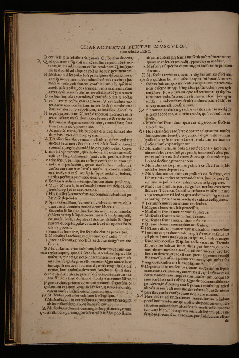 L *• I V ' CHARACTERVM S EXTAE MVSCVLCX* xum tabui» index* O ccruicis procefsibus originem O notatam ducens, P, Q_ad quartam ufcp coftam carnofus fertur, ubi-Pno# t a tus, in membraneum ceffat tendinem Qjnfigni* tu, & debrffi ad aliquot coftas adhuc foertinentem* R ^rarius a fcapul» bafi principium ducens,thora* cemcp rnouentium fecundus.Pedoris os-citra c^a* radertimdmpofidonem cpnfpicuum eft, qiiemad modum &C cpft»,& earundem i-nteruallauna cum exterioribus mufculis.intcrcoftalibus .Quo tamen S melius fingula expendas, fignificet S terti» coft» T os T terti» eoft».cartilaginem. V mufculum cx* in terti»&fecund» co* .1 ftarum interiiallo repofitum, *aius fibrae deorfum •>\sT, W • * X in prior^feruritur. X uerd denotabit t^xicriorem in tercoftaliiim mufculum,inter fccund» & terti» co* 4 ftarum cartilagines confpicuuin, cuius ftbr» ftir* fiim in anteriora prorepunt. - > - . a Arteria 6i ucna , fub pedoris ©fte deorfum ad ab* dominis fuperiora propagat»* A »,*>»* fi re . f • n « , dicat.u autem prefentis mufciil/infertionem notat, * quam in inferiorem radi) appendicem molitur, x Mufculus fuperior duorum,qui radium in pronum ducunt. A Mufculus tertium quatuor digitorum os fledens, fi &cc quidem huius mufculi caput infinuat.A autem * fedem indicat,qua mufculus in quatuor partes car# neas difcjfndittir,quifingulos poftmodum porrigut tendines. Porro qua ratione ad tertium ufqp digitos ‘riim internodium tendines huius mufculi porrigan tur,&: incumbentis mufculi tendines tranfc2t,hic iti .<}: iitracp manu eft coniprcuum. 7,Jt Sit tamen dodrin» gratia 7 tendo tertium medtj di giti os accedens, A autem tendo, qui fecundum os fledid t^MufcuIn^lccUndum quatuor digitorum fledens ' 1 -- l: A T^anfuerfus abdominis mufculus, quem coftartl r .dudus feufines, SCofs/s facri.ofsis fihiftro lateri commifs^r^gio,abunde hic circunfcribunt. Cete* ' * nrnotac, qua oblique afccndcntis muf* culi tendo, abdominis tranfuerfo pcninacifsime C» c adnafeitur, prhtfquam redum confcendat. c autem : -* indicat alperitatcm ^ quam mufculorum oblique ; dudoruni cum tranfuerfis mufetilis conexus inibi -• molitur, tui redi mufculi fupra umbilici fedem, uerfus pedoris os mutuo dehifcunt. d Eotamen uafis feminares irirorum iiiam pr»bens*: t Vena &C arteria,in redos abdominis mufcUlos,cbn terminas^ fedes excurrentes. - f Hfc ftniftri lateris redus abdominis mufculus,a pu bis olle dependet. . g Spina pfsis ilium, carnofis partibus duorum obii* quorum abdominis mufculorum liberata* h Scapulis & fihiftro brachio mentem accommoda, ibidem namcp h fuperiorem notat fcapule angulu, cui mufculus K infignitus inferitur,deinde QC fu pe riorem quocp fcapul» coftam h eadem opera tibi in dicare poterit* • .* .-v. i Sumnius humcrus,feu fcapul» elatior procefliis* k Mufculus brachium monentium quintus, i 1 Interior fcapul» procelTus,anchor» imaginem re# ferens. * . * © Mufculus anterior cubitiim,fledenfiuiri, cuius ex# m,ii terius.caput, quod a fcapul» acetabuli fupercilio nafcitur,m notat,n uerd indicat internum caput ab interiori;fcapul»proceflu enatum* Q110 tamen hu* ius capitis nerueam partem a carnea exquifidus dif cernas,huius tabui» dextrum brachium fpedabis, o in quo n nerueam partem denotat,© autem carne# am.At jnon h»c duntaxat tabula eas commoftrat p parce^ imp priores ad tinum omirc^ ^ Cacterum p q ddorum capitum coifum indicat, q nero tendinis*,, rv% f-,-»«. 1 * f h I * • < * ^ t t • quem mufculw^hk <d«cit„prinapism, ,-* » pars ibidem in confoeAum „ . 8 elt»IU & r,r Murculuspofteriorcubitum fledencium..; ’ ; 5c»4 H*c fedes ad und#.-. UCniart ^ notata, fMufcuIus.cnbiti exrenfionis autoivctjius principia • potiffimum referm» ronfeulorum tabulam ab hunnliori fcapul. eofta enafcicu^, E TcZ ^ * n -Ut qUani m(,fcuh cdem!Pni,s ii' fm«>W pr©xmu4 aute eam pane abfedam olien? dif 'A Mufcultis radium mouenmyn longifsimus, cuiua t,n* a(tiffim#tmpartem,qu»hic ocwlis fuBi)cipoteft,tin v articulum. Hos charadercs referre oportet ad quatuor mufeu los, quorum beneficio quatuor digiti adducuntur 'pollic/, atq: hi interno lateri tendinum tertium os fledentium exporriguntur. Mufculus tertium pollicis os fledens h notatur, d aCitem ipfius tendine proponit, inter mufculos pri* mum pollicis os flcdentes,& eos qui fecundumpol licis os fledunt,prorepentem. h Mufculus maior primum pollicis os fledetium,h!c ab inferdone dependet. * Mufculus minor primum pollicis os fledens, qui fub maiori k indicato recondebatur.Intcr^uerd di x,primum pollicis os nudum excarnc^ apparet. b Mufculus primum parui digiti os uerfus exteriora fledens.Tuberculi! uerd ante huius mtifculi initm apparens,uln» eft fedes,qua ualidiorem ligamenti exporrigit portionem brachiale cubito colligantis* v Tertius femur mouentium mufculus. i Magnus femoris ofsis procefllis. 0 Mufculus femur mouendum fepeimus. ^ Mufculus femur mouendum fextus. f Mufculus femur mouentium odauus. € Quintus femur mouentium mufculus. n Odauus dbiam mouentium mufculus, uniuerftim 7 femoris os quodammodo amplcdcns.r infinuatur amplum huius mufculi pnncipium,a radice magni femoris procefllis,& ipfius collo enatum. Deinde H priuatim indicat fimis illius portionem,quo no# nus tibiam mouens mufculus continetur, ater, hic finus in dextrocrure eft confpicuus^ucmadmodS SC carnofte mufculi partis terminus, qui inftar fo v miglobi extuberans hic v infignitur ? <> Dependet hfc mufculus tibiam mottemium feptft mus,cuius cauitas argumento eft, quicdauum ti# biam mouentium amplexetur mufculum qui ho ' '“Xn^ne^naC°eant-^UOdutcom^ K*68’1 ?eX,tr° 85nU frPt,n,us mufculus adeo ab o6au, mufculi tendine differtus eft, ut & molar